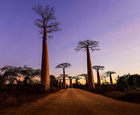 Avenue of the Baobabs at sunset - 9, Madagascar On our way to the Kirindy reserve, we passed through Allée des baobabs (Avenue of the Baobabs) just before sunset. <br />
<br />
This famous site has a few dozen Adansonia grandidieri trees. Adansonia grandidieri is the largest and most famous out of the six baobab species endemic to Madagascar. It is locally known as Reniala, which means "king of the woods". A fitting name as these giants grow up to 30m tall.<br />
<br />
Originally, they would tower above the dry forest, but unfortunately those have been cleared for agriculture. These ancient giants are what remain. Besides their weird upside down appearance and height, they are also known for their incredible lifespan. They are hard to date, numbers vary from 800 years to 1,000 or even 2,000. In any case, very old.<br />
<br />
As long as it takes for a baobab to mature, as quickly they come to their end. Once they fall apart, their inner tissue is revealed which consists of a very soft spongue-like fibre material. This material allows the baobab to survive for years without any rain, yet once exposed, will decompose in a matter of weeks. <br />
<br />
Finally, a little known fact is that this species flowers at night. At the very first night of the blooming season, the flowers open and release all their pollen at once. This pollen will then stick to bats, lemurs and moths licking the nectar from the flowers.<br />
https://www.youtube.com/watch?v=nWasXjMsIwY<br />
<br />
https://www.jungledragon.com/image/82955/avenue_of_the_baobabs_at_sunset_-_1_madagascar.html<br />
https://www.jungledragon.com/image/82956/avenue_of_the_baobabs_at_sunset_-_2_madagascar.html<br />
https://www.jungledragon.com/image/82957/avenue_of_the_baobabs_at_sunset_-_3_madagascar.html<br />
https://www.jungledragon.com/image/82958/avenue_of_the_baobabs_at_sunset_-_4_madagascar.html<br />
https://www.jungledragon.com/image/82959/avenue_of_the_baobabs_at_sunset_-_5_madagascar.html<br />
https://www.jungledragon.com/image/82960/avenue_of_the_baobabs_at_sunset_-_6_madagascar.html<br />
https://www.jungledragon.com/image/82961/avenue_of_the_baobabs_at_sunset_-_7_madagascar.html<br />
https://www.jungledragon.com/image/82962/avenue_of_the_baobabs_at_sunset_-_8_madagascar.html<br />
https://www.jungledragon.com/image/82964/avenue_of_the_baobabs_at_sunset_-_10_madagascar.html<br />
https://www.jungledragon.com/image/82965/avenue_of_the_baobabs_at_sunset_-_11_madagascar.html<br />
 Adansonia grandidieri,Africa,Avenue of the Baobabs,Madagascar,Madagascar 2019,World