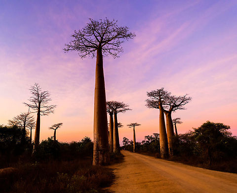 Avenue of the Baobabs at sunset - 10, Madagascar On our way to the Kirindy reserve, we passed through All&eacute;e des baobabs (Avenue of the Baobabs) just before sunset. 

This famous site has a few dozen Adansonia grandidieri trees. Adansonia grandidieri is the largest and most famous out of the six baobab species endemic to Madagascar. It is locally known as Reniala, which means "king of the woods". A fitting name as these giants grow up to 30m tall.

Originally, they would tower above the dry forest, but unfortunately those have been cleared for agriculture. These ancient giants are what remain. Besides their weird upside down appearance and height, they are also known for their incredible lifespan. They are hard to date, numbers vary from 800 years to 1,000 or even 2,000. In any case, very old.

As long as it takes for a baobab to mature, as quickly they come to their end. Once they fall apart, their inner tissue is revealed which consists of a very soft spongue-like fibre material. This material allows the baobab to survive for years without any rain, yet once exposed, will decompose in a matter of weeks. 

Finally, a little known fact is that this species flowers at night. At the very first night of the blooming season, the flowers open and release all their pollen at once. This pollen will then stick to bats, lemurs and moths licking the nectar from the flowers.
https://www.youtube.com/watch?v=nWasXjMsIwY

https://www.jungledragon.com/image/82955/avenue_of_the_baobabs_at_sunset_-_1_madagascar.html
https://www.jungledragon.com/image/82956/avenue_of_the_baobabs_at_sunset_-_2_madagascar.html
https://www.jungledragon.com/image/82957/avenue_of_the_baobabs_at_sunset_-_3_madagascar.html
https://www.jungledragon.com/image/82958/avenue_of_the_baobabs_at_sunset_-_4_madagascar.html
https://www.jungledragon.com/image/82959/avenue_of_the_baobabs_at_sunset_-_5_madagascar.html
https://www.jungledragon.com/image/82960/avenue_of_the_baobabs_at_sunset_-_6_madagascar.html
https://www.jungledragon.com/image/82961/avenue_of_the_baobabs_at_sunset_-_7_madagascar.html
https://www.jungledragon.com/image/82962/avenue_of_the_baobabs_at_sunset_-_8_madagascar.html
https://www.jungledragon.com/image/82963/avenue_of_the_baobabs_at_sunset_-_9_madagascar.html
https://www.jungledragon.com/image/82965/avenue_of_the_baobabs_at_sunset_-_11_madagascar.html
 Adansonia grandidieri,Africa,Avenue of the Baobabs,Madagascar,Madagascar 2019,World