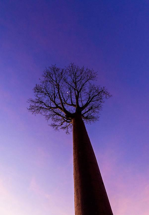Avenue of the Baobabs at sunset - 11, Madagascar On our way to the Kirindy reserve, we passed through All&eacute;e des baobabs (Avenue of the Baobabs) just before sunset. <br />
<br />
This famous site has a few dozen Adansonia grandidieri trees. Adansonia grandidieri is the largest and most famous out of the six baobab species endemic to Madagascar. It is locally known as Reniala, which means &quot;king of the woods&quot;. A fitting name as these giants grow up to 30m tall.<br />
<br />
Originally, they would tower above the dry forest, but unfortunately those have been cleared for agriculture. These ancient giants are what remain. Besides their weird upside down appearance and height, they are also known for their incredible lifespan. They are hard to date, numbers vary from 800 years to 1,000 or even 2,000. In any case, very old.<br />
<br />
As long as it takes for a baobab to mature, as quickly they come to their end. Once they fall apart, their inner tissue is revealed which consists of a very soft spongue-like fibre material. This material allows the baobab to survive for years without any rain, yet once exposed, will decompose in a matter of weeks. <br />
<br />
Finally, a little known fact is that this species flowers at night. At the very first night of the blooming season, the flowers open and release all their pollen at once. This pollen will then stick to bats, lemurs and moths licking the nectar from the flowers.<br />
<section class="video"><iframe width="448" height="282" src="https://www.youtube-nocookie.com/embed/nWasXjMsIwY?hd=1&autoplay=0&rel=0" frameborder="0" allowfullscreen></iframe></section><br />
<br />
<figure class="photo"><a href="https://www.jungledragon.com/image/82955/avenue_of_the_baobabs_at_sunset_-_1_madagascar.html" title="Avenue of the Baobabs at sunset - 1, Madagascar"><img src="https://s3.amazonaws.com/media.jungledragon.com/images/2/82955_thumb.jpg?AWSAccessKeyId=05GMT0V3GWVNE7GGM1R2&Expires=1767225610&Signature=sPBBOBLpQFKSUPKg%2FqpEiXPp09A%3D" width="200" height="134" alt="Avenue of the Baobabs at sunset - 1, Madagascar On our way to the Kirindy reserve, we passed through All&eacute;e des baobabs (Avenue of the Baobabs) just before sunset. <br />
<br />
This famous site has a few dozen Adansonia grandidieri trees. Adansonia grandidieri is the largest and most famous out of the six baobab species endemic to Madagascar. It is locally known as Reniala, which means &quot;king of the woods&quot;. A fitting name as these giants grow up to 30m tall.<br />
<br />
Originally, they would tower above the dry forest, but unfortunately those have been cleared for agriculture. These ancient giants are what remain. Besides their weird upside down appearance and height, they are also known for their incredible lifespan. They are hard to date, numbers vary from 800 years to 1,000 or even 2,000. In any case, very old.<br />
<br />
As long as it takes for a baobab to mature, as quickly they come to their end. Once they fall apart, their inner tissue is revealed which consists of a very soft spongue-like fibre material. This material allows the baobab to survive for years without any rain, yet once exposed, will decompose in a matter of weeks. <br />
<br />
Finally, a little known fact is that this species flowers at night. At the very first night of the blooming season, the flowers open and release all their pollen at once. This pollen will then stick to bats, lemurs and moths licking the nectar from the flowers.<br />
https://www.youtube.com/watch?v=nWasXjMsIwY<br />
<br />
https://www.jungledragon.com/image/82956/avenue_of_the_baobabs_at_sunset_-_2_madagascar.html<br />
https://www.jungledragon.com/image/82957/avenue_of_the_baobabs_at_sunset_-_3_madagascar.html<br />
https://www.jungledragon.com/image/82958/avenue_of_the_baobabs_at_sunset_-_4_madagascar.html<br />
https://www.jungledragon.com/image/82959/avenue_of_the_baobabs_at_sunset_-_5_madagascar.html<br />
https://www.jungledragon.com/image/82960/avenue_of_the_baobabs_at_sunset_-_6_madagascar.html<br />
https://www.jungledragon.com/image/82961/avenue_of_the_baobabs_at_sunset_-_7_madagascar.html<br />
https://www.jungledragon.com/image/82962/avenue_of_the_baobabs_at_sunset_-_8_madagascar.html<br />
https://www.jungledragon.com/image/82963/avenue_of_the_baobabs_at_sunset_-_9_madagascar.html<br />
https://www.jungledragon.com/image/82964/avenue_of_the_baobabs_at_sunset_-_10_madagascar.html<br />
https://www.jungledragon.com/image/82965/avenue_of_the_baobabs_at_sunset_-_11_madagascar.html<br />
 Adansonia grandidieri,Africa,Avenue of the Baobabs,Madagascar,Madagascar 2019,World" /></a></figure><br />
<figure class="photo"><a href="https://www.jungledragon.com/image/82956/avenue_of_the_baobabs_at_sunset_-_2_madagascar.html" title="Avenue of the Baobabs at sunset - 2, Madagascar"><img src="https://s3.amazonaws.com/media.jungledragon.com/images/2/82956_thumb.jpg?AWSAccessKeyId=05GMT0V3GWVNE7GGM1R2&Expires=1767225610&Signature=c8VlkOvDdjlJL5UUqzNbgWmLB6g%3D" width="200" height="188" alt="Avenue of the Baobabs at sunset - 2, Madagascar On our way to the Kirindy reserve, we passed through All&eacute;e des baobabs (Avenue of the Baobabs) just before sunset. <br />
<br />
This famous site has a few dozen Adansonia grandidieri trees. Adansonia grandidieri is the largest and most famous out of the six baobab species endemic to Madagascar. It is locally known as Reniala, which means &quot;king of the woods&quot;. A fitting name as these giants grow up to 30m tall.<br />
<br />
Originally, they would tower above the dry forest, but unfortunately those have been cleared for agriculture. These ancient giants are what remain. Besides their weird upside down appearance and height, they are also known for their incredible lifespan. They are hard to date, numbers vary from 800 years to 1,000 or even 2,000. In any case, very old.<br />
<br />
As long as it takes for a baobab to mature, as quickly they come to their end. Once they fall apart, their inner tissue is revealed which consists of a very soft spongue-like fibre material. This material allows the baobab to survive for years without any rain, yet once exposed, will decompose in a matter of weeks. <br />
<br />
Finally, a little known fact is that this species flowers at night. At the very first night of the blooming season, the flowers open and release all their pollen at once. This pollen will then stick to bats, lemurs and moths licking the nectar from the flowers.<br />
https://www.youtube.com/watch?v=nWasXjMsIwY<br />
<br />
https://www.jungledragon.com/image/82955/avenue_of_the_baobabs_at_sunset_-_1_madagascar.html<br />
https://www.jungledragon.com/image/82957/avenue_of_the_baobabs_at_sunset_-_3_madagascar.html<br />
https://www.jungledragon.com/image/82958/avenue_of_the_baobabs_at_sunset_-_4_madagascar.html<br />
https://www.jungledragon.com/image/82959/avenue_of_the_baobabs_at_sunset_-_5_madagascar.html<br />
https://www.jungledragon.com/image/82960/avenue_of_the_baobabs_at_sunset_-_6_madagascar.html<br />
https://www.jungledragon.com/image/82961/avenue_of_the_baobabs_at_sunset_-_7_madagascar.html<br />
https://www.jungledragon.com/image/82962/avenue_of_the_baobabs_at_sunset_-_8_madagascar.html<br />
https://www.jungledragon.com/image/82963/avenue_of_the_baobabs_at_sunset_-_9_madagascar.html<br />
https://www.jungledragon.com/image/82964/avenue_of_the_baobabs_at_sunset_-_10_madagascar.html<br />
https://www.jungledragon.com/image/82965/avenue_of_the_baobabs_at_sunset_-_11_madagascar.html<br />
 Adansonia grandidieri,Africa,Avenue of the Baobabs,Madagascar,Madagascar 2019,World" /></a></figure><br />
<figure class="photo"><a href="https://www.jungledragon.com/image/82957/avenue_of_the_baobabs_at_sunset_-_3_madagascar.html" title="Avenue of the Baobabs at sunset - 3, Madagascar"><img src="https://s3.amazonaws.com/media.jungledragon.com/images/2/82957_thumb.jpg?AWSAccessKeyId=05GMT0V3GWVNE7GGM1R2&Expires=1767225610&Signature=4Ye3VHbSRkLsHibF3WiwzcQ2lkw%3D" width="200" height="154" alt="Avenue of the Baobabs at sunset - 3, Madagascar On our way to the Kirindy reserve, we passed through All&eacute;e des baobabs (Avenue of the Baobabs) just before sunset. <br />
<br />
This famous site has a few dozen Adansonia grandidieri trees. Adansonia grandidieri is the largest and most famous out of the six baobab species endemic to Madagascar. It is locally known as Reniala, which means &quot;king of the woods&quot;. A fitting name as these giants grow up to 30m tall.<br />
<br />
Originally, they would tower above the dry forest, but unfortunately those have been cleared for agriculture. These ancient giants are what remain. Besides their weird upside down appearance and height, they are also known for their incredible lifespan. They are hard to date, numbers vary from 800 years to 1,000 or even 2,000. In any case, very old.<br />
<br />
As long as it takes for a baobab to mature, as quickly they come to their end. Once they fall apart, their inner tissue is revealed which consists of a very soft spongue-like fibre material. This material allows the baobab to survive for years without any rain, yet once exposed, will decompose in a matter of weeks. <br />
<br />
Finally, a little known fact is that this species flowers at night. At the very first night of the blooming season, the flowers open and release all their pollen at once. This pollen will then stick to bats, lemurs and moths licking the nectar from the flowers.<br />
https://www.youtube.com/watch?v=nWasXjMsIwY<br />
<br />
https://www.jungledragon.com/image/82955/avenue_of_the_baobabs_at_sunset_-_1_madagascar.html<br />
https://www.jungledragon.com/image/82956/avenue_of_the_baobabs_at_sunset_-_2_madagascar.html<br />
https://www.jungledragon.com/image/82958/avenue_of_the_baobabs_at_sunset_-_4_madagascar.html<br />
https://www.jungledragon.com/image/82959/avenue_of_the_baobabs_at_sunset_-_5_madagascar.html<br />
https://www.jungledragon.com/image/82960/avenue_of_the_baobabs_at_sunset_-_6_madagascar.html<br />
https://www.jungledragon.com/image/82961/avenue_of_the_baobabs_at_sunset_-_7_madagascar.html<br />
https://www.jungledragon.com/image/82962/avenue_of_the_baobabs_at_sunset_-_8_madagascar.html<br />
https://www.jungledragon.com/image/82963/avenue_of_the_baobabs_at_sunset_-_9_madagascar.html<br />
https://www.jungledragon.com/image/82964/avenue_of_the_baobabs_at_sunset_-_10_madagascar.html<br />
https://www.jungledragon.com/image/82965/avenue_of_the_baobabs_at_sunset_-_11_madagascar.html<br />
 Adansonia grandidieri,Africa,Avenue of the Baobabs,Madagascar,Madagascar 2019,World" /></a></figure><br />
<figure class="photo"><a href="https://www.jungledragon.com/image/82958/avenue_of_the_baobabs_at_sunset_-_4_madagascar.html" title="Avenue of the Baobabs at sunset - 4, Madagascar"><img src="https://s3.amazonaws.com/media.jungledragon.com/images/2/82958_thumb.jpg?AWSAccessKeyId=05GMT0V3GWVNE7GGM1R2&Expires=1767225610&Signature=Io9X0cG5NjTWW%2Fn81r4ozBk1bGo%3D" width="200" height="134" alt="Avenue of the Baobabs at sunset - 4, Madagascar On our way to the Kirindy reserve, we passed through All&eacute;e des baobabs (Avenue of the Baobabs) just before sunset. <br />
<br />
This famous site has a few dozen Adansonia grandidieri trees. Adansonia grandidieri is the largest and most famous out of the six baobab species endemic to Madagascar. It is locally known as Reniala, which means &quot;king of the woods&quot;. A fitting name as these giants grow up to 30m tall.<br />
<br />
Originally, they would tower above the dry forest, but unfortunately those have been cleared for agriculture. These ancient giants are what remain. Besides their weird upside down appearance and height, they are also known for their incredible lifespan. They are hard to date, numbers vary from 800 years to 1,000 or even 2,000. In any case, very old.<br />
<br />
As long as it takes for a baobab to mature, as quickly they come to their end. Once they fall apart, their inner tissue is revealed which consists of a very soft spongue-like fibre material. This material allows the baobab to survive for years without any rain, yet once exposed, will decompose in a matter of weeks. <br />
<br />
Finally, a little known fact is that this species flowers at night. At the very first night of the blooming season, the flowers open and release all their pollen at once. This pollen will then stick to bats, lemurs and moths licking the nectar from the flowers.<br />
https://www.youtube.com/watch?v=nWasXjMsIwY<br />
<br />
https://www.jungledragon.com/image/82955/avenue_of_the_baobabs_at_sunset_-_1_madagascar.html<br />
https://www.jungledragon.com/image/82956/avenue_of_the_baobabs_at_sunset_-_2_madagascar.html<br />
https://www.jungledragon.com/image/82957/avenue_of_the_baobabs_at_sunset_-_3_madagascar.html<br />
https://www.jungledragon.com/image/82959/avenue_of_the_baobabs_at_sunset_-_5_madagascar.html<br />
https://www.jungledragon.com/image/82960/avenue_of_the_baobabs_at_sunset_-_6_madagascar.html<br />
https://www.jungledragon.com/image/82961/avenue_of_the_baobabs_at_sunset_-_7_madagascar.html<br />
https://www.jungledragon.com/image/82962/avenue_of_the_baobabs_at_sunset_-_8_madagascar.html<br />
https://www.jungledragon.com/image/82963/avenue_of_the_baobabs_at_sunset_-_9_madagascar.html<br />
https://www.jungledragon.com/image/82964/avenue_of_the_baobabs_at_sunset_-_10_madagascar.html<br />
https://www.jungledragon.com/image/82965/avenue_of_the_baobabs_at_sunset_-_11_madagascar.html<br />
 Adansonia grandidieri,Africa,Avenue of the Baobabs,Madagascar,Madagascar 2019,World" /></a></figure><br />
<figure class="photo"><a href="https://www.jungledragon.com/image/82959/avenue_of_the_baobabs_at_sunset_-_5_madagascar.html" title="Avenue of the Baobabs at sunset - 5, Madagascar"><img src="https://s3.amazonaws.com/media.jungledragon.com/images/2/82959_thumb.jpg?AWSAccessKeyId=05GMT0V3GWVNE7GGM1R2&Expires=1767225610&Signature=8aFDnPpEZZGxHCUtfp9k%2BrsVQmk%3D" width="200" height="138" alt="Avenue of the Baobabs at sunset - 5, Madagascar On our way to the Kirindy reserve, we passed through All&eacute;e des baobabs (Avenue of the Baobabs) just before sunset. <br />
<br />
This famous site has a few dozen Adansonia grandidieri trees. Adansonia grandidieri is the largest and most famous out of the six baobab species endemic to Madagascar. It is locally known as Reniala, which means &quot;king of the woods&quot;. A fitting name as these giants grow up to 30m tall.<br />
<br />
Originally, they would tower above the dry forest, but unfortunately those have been cleared for agriculture. These ancient giants are what remain. Besides their weird upside down appearance and height, they are also known for their incredible lifespan. They are hard to date, numbers vary from 800 years to 1,000 or even 2,000. In any case, very old.<br />
<br />
As long as it takes for a baobab to mature, as quickly they come to their end. Once they fall apart, their inner tissue is revealed which consists of a very soft spongue-like fibre material. This material allows the baobab to survive for years without any rain, yet once exposed, will decompose in a matter of weeks. <br />
<br />
Finally, a little known fact is that this species flowers at night. At the very first night of the blooming season, the flowers open and release all their pollen at once. This pollen will then stick to bats, lemurs and moths licking the nectar from the flowers.<br />
https://www.youtube.com/watch?v=nWasXjMsIwY<br />
<br />
https://www.jungledragon.com/image/82955/avenue_of_the_baobabs_at_sunset_-_1_madagascar.html<br />
https://www.jungledragon.com/image/82956/avenue_of_the_baobabs_at_sunset_-_2_madagascar.html<br />
https://www.jungledragon.com/image/82957/avenue_of_the_baobabs_at_sunset_-_3_madagascar.html<br />
https://www.jungledragon.com/image/82958/avenue_of_the_baobabs_at_sunset_-_4_madagascar.html<br />
https://www.jungledragon.com/image/82960/avenue_of_the_baobabs_at_sunset_-_6_madagascar.html<br />
https://www.jungledragon.com/image/82961/avenue_of_the_baobabs_at_sunset_-_7_madagascar.html<br />
https://www.jungledragon.com/image/82962/avenue_of_the_baobabs_at_sunset_-_8_madagascar.html<br />
https://www.jungledragon.com/image/82963/avenue_of_the_baobabs_at_sunset_-_9_madagascar.html<br />
https://www.jungledragon.com/image/82964/avenue_of_the_baobabs_at_sunset_-_10_madagascar.html<br />
https://www.jungledragon.com/image/82965/avenue_of_the_baobabs_at_sunset_-_11_madagascar.html<br />
 Adansonia grandidieri,Africa,Avenue of the Baobabs,Madagascar,Madagascar 2019,World" /></a></figure><br />
<figure class="photo"><a href="https://www.jungledragon.com/image/82960/avenue_of_the_baobabs_at_sunset_-_6_madagascar.html" title="Avenue of the Baobabs at sunset - 6, Madagascar"><img src="https://s3.amazonaws.com/media.jungledragon.com/images/2/82960_thumb.jpg?AWSAccessKeyId=05GMT0V3GWVNE7GGM1R2&Expires=1767225610&Signature=RLvdFmp2BcRh1OpkksSenhnY50s%3D" width="200" height="96" alt="Avenue of the Baobabs at sunset - 6, Madagascar On our way to the Kirindy reserve, we passed through All&eacute;e des baobabs (Avenue of the Baobabs) just before sunset. <br />
<br />
This famous site has a few dozen Adansonia grandidieri trees. Adansonia grandidieri is the largest and most famous out of the six baobab species endemic to Madagascar. It is locally known as Reniala, which means &quot;king of the woods&quot;. A fitting name as these giants grow up to 30m tall.<br />
<br />
Originally, they would tower above the dry forest, but unfortunately those have been cleared for agriculture. These ancient giants are what remain. Besides their weird upside down appearance and height, they are also known for their incredible lifespan. They are hard to date, numbers vary from 800 years to 1,000 or even 2,000. In any case, very old.<br />
<br />
As long as it takes for a baobab to mature, as quickly they come to their end. Once they fall apart, their inner tissue is revealed which consists of a very soft spongue-like fibre material. This material allows the baobab to survive for years without any rain, yet once exposed, will decompose in a matter of weeks. <br />
<br />
Finally, a little known fact is that this species flowers at night. At the very first night of the blooming season, the flowers open and release all their pollen at once. This pollen will then stick to bats, lemurs and moths licking the nectar from the flowers.<br />
https://www.youtube.com/watch?v=nWasXjMsIwY<br />
<br />
https://www.jungledragon.com/image/82955/avenue_of_the_baobabs_at_sunset_-_1_madagascar.html<br />
https://www.jungledragon.com/image/82956/avenue_of_the_baobabs_at_sunset_-_2_madagascar.html<br />
https://www.jungledragon.com/image/82957/avenue_of_the_baobabs_at_sunset_-_3_madagascar.html<br />
https://www.jungledragon.com/image/82958/avenue_of_the_baobabs_at_sunset_-_4_madagascar.html<br />
https://www.jungledragon.com/image/82959/avenue_of_the_baobabs_at_sunset_-_5_madagascar.html<br />
https://www.jungledragon.com/image/82961/avenue_of_the_baobabs_at_sunset_-_7_madagascar.html<br />
https://www.jungledragon.com/image/82962/avenue_of_the_baobabs_at_sunset_-_8_madagascar.html<br />
https://www.jungledragon.com/image/82963/avenue_of_the_baobabs_at_sunset_-_9_madagascar.html<br />
https://www.jungledragon.com/image/82964/avenue_of_the_baobabs_at_sunset_-_10_madagascar.html<br />
https://www.jungledragon.com/image/82965/avenue_of_the_baobabs_at_sunset_-_11_madagascar.html<br />
 Adansonia grandidieri,Africa,Avenue of the Baobabs,Madagascar,Madagascar 2019,World" /></a></figure><br />
<figure class="photo"><a href="https://www.jungledragon.com/image/82961/avenue_of_the_baobabs_at_sunset_-_7_madagascar.html" title="Avenue of the Baobabs at sunset - 7, Madagascar"><img src="https://s3.amazonaws.com/media.jungledragon.com/images/2/82961_thumb.jpg?AWSAccessKeyId=05GMT0V3GWVNE7GGM1R2&Expires=1767225610&Signature=kW2YTN1Ur7qNgmLpwBG3q5s8vyI%3D" width="140" height="152" alt="Avenue of the Baobabs at sunset - 7, Madagascar On our way to the Kirindy reserve, we passed through All&eacute;e des baobabs (Avenue of the Baobabs) just before sunset. <br />
<br />
This famous site has a few dozen Adansonia grandidieri trees. Adansonia grandidieri is the largest and most famous out of the six baobab species endemic to Madagascar. It is locally known as Reniala, which means &quot;king of the woods&quot;. A fitting name as these giants grow up to 30m tall.<br />
<br />
Originally, they would tower above the dry forest, but unfortunately those have been cleared for agriculture. These ancient giants are what remain. Besides their weird upside down appearance and height, they are also known for their incredible lifespan. They are hard to date, numbers vary from 800 years to 1,000 or even 2,000. In any case, very old.<br />
<br />
As long as it takes for a baobab to mature, as quickly they come to their end. Once they fall apart, their inner tissue is revealed which consists of a very soft spongue-like fibre material. This material allows the baobab to survive for years without any rain, yet once exposed, will decompose in a matter of weeks. <br />
<br />
Finally, a little known fact is that this species flowers at night. At the very first night of the blooming season, the flowers open and release all their pollen at once. This pollen will then stick to bats, lemurs and moths licking the nectar from the flowers.<br />
https://www.youtube.com/watch?v=nWasXjMsIwY<br />
<br />
https://www.jungledragon.com/image/82955/avenue_of_the_baobabs_at_sunset_-_1_madagascar.html<br />
https://www.jungledragon.com/image/82956/avenue_of_the_baobabs_at_sunset_-_2_madagascar.html<br />
https://www.jungledragon.com/image/82957/avenue_of_the_baobabs_at_sunset_-_3_madagascar.html<br />
https://www.jungledragon.com/image/82958/avenue_of_the_baobabs_at_sunset_-_4_madagascar.html<br />
https://www.jungledragon.com/image/82959/avenue_of_the_baobabs_at_sunset_-_5_madagascar.html<br />
https://www.jungledragon.com/image/82960/avenue_of_the_baobabs_at_sunset_-_6_madagascar.html<br />
https://www.jungledragon.com/image/82962/avenue_of_the_baobabs_at_sunset_-_8_madagascar.html<br />
https://www.jungledragon.com/image/82963/avenue_of_the_baobabs_at_sunset_-_9_madagascar.html<br />
https://www.jungledragon.com/image/82964/avenue_of_the_baobabs_at_sunset_-_10_madagascar.html<br />
https://www.jungledragon.com/image/82965/avenue_of_the_baobabs_at_sunset_-_11_madagascar.html<br />
 Adansonia grandidieri,Africa,Avenue of the Baobabs,Madagascar,Madagascar 2019,World" /></a></figure><br />
<figure class="photo"><a href="https://www.jungledragon.com/image/82962/avenue_of_the_baobabs_at_sunset_-_8_madagascar.html" title="Avenue of the Baobabs at sunset - 8, Madagascar"><img src="https://s3.amazonaws.com/media.jungledragon.com/images/2/82962_thumb.jpg?AWSAccessKeyId=05GMT0V3GWVNE7GGM1R2&Expires=1767225610&Signature=FnHzVrg6hbqh2Ou0dkY05rV%2FJIk%3D" width="200" height="134" alt="Avenue of the Baobabs at sunset - 8, Madagascar On our way to the Kirindy reserve, we passed through All&eacute;e des baobabs (Avenue of the Baobabs) just before sunset. <br />
<br />
This famous site has a few dozen Adansonia grandidieri trees. Adansonia grandidieri is the largest and most famous out of the six baobab species endemic to Madagascar. It is locally known as Reniala, which means &quot;king of the woods&quot;. A fitting name as these giants grow up to 30m tall.<br />
<br />
Originally, they would tower above the dry forest, but unfortunately those have been cleared for agriculture. These ancient giants are what remain. Besides their weird upside down appearance and height, they are also known for their incredible lifespan. They are hard to date, numbers vary from 800 years to 1,000 or even 2,000. In any case, very old.<br />
<br />
As long as it takes for a baobab to mature, as quickly they come to their end. Once they fall apart, their inner tissue is revealed which consists of a very soft spongue-like fibre material. This material allows the baobab to survive for years without any rain, yet once exposed, will decompose in a matter of weeks. <br />
<br />
Finally, a little known fact is that this species flowers at night. At the very first night of the blooming season, the flowers open and release all their pollen at once. This pollen will then stick to bats, lemurs and moths licking the nectar from the flowers.<br />
https://www.youtube.com/watch?v=nWasXjMsIwY<br />
<br />
https://www.jungledragon.com/image/82955/avenue_of_the_baobabs_at_sunset_-_1_madagascar.html<br />
https://www.jungledragon.com/image/82956/avenue_of_the_baobabs_at_sunset_-_2_madagascar.html<br />
https://www.jungledragon.com/image/82957/avenue_of_the_baobabs_at_sunset_-_3_madagascar.html<br />
https://www.jungledragon.com/image/82958/avenue_of_the_baobabs_at_sunset_-_4_madagascar.html<br />
https://www.jungledragon.com/image/82959/avenue_of_the_baobabs_at_sunset_-_5_madagascar.html<br />
https://www.jungledragon.com/image/82960/avenue_of_the_baobabs_at_sunset_-_6_madagascar.html<br />
https://www.jungledragon.com/image/82961/avenue_of_the_baobabs_at_sunset_-_7_madagascar.html<br />
https://www.jungledragon.com/image/82963/avenue_of_the_baobabs_at_sunset_-_9_madagascar.html<br />
https://www.jungledragon.com/image/82964/avenue_of_the_baobabs_at_sunset_-_10_madagascar.html<br />
https://www.jungledragon.com/image/82965/avenue_of_the_baobabs_at_sunset_-_11_madagascar.html<br />
 Adansonia grandidieri,Africa,Avenue of the Baobabs,Madagascar,Madagascar 2019,World" /></a></figure><br />
<figure class="photo"><a href="https://www.jungledragon.com/image/82963/avenue_of_the_baobabs_at_sunset_-_9_madagascar.html" title="Avenue of the Baobabs at sunset - 9, Madagascar"><img src="https://s3.amazonaws.com/media.jungledragon.com/images/2/82963_thumb.jpg?AWSAccessKeyId=05GMT0V3GWVNE7GGM1R2&Expires=1767225610&Signature=rI6Rtl7bEdyyysNud4RFBxo3mxk%3D" width="200" height="164" alt="Avenue of the Baobabs at sunset - 9, Madagascar On our way to the Kirindy reserve, we passed through All&eacute;e des baobabs (Avenue of the Baobabs) just before sunset. <br />
<br />
This famous site has a few dozen Adansonia grandidieri trees. Adansonia grandidieri is the largest and most famous out of the six baobab species endemic to Madagascar. It is locally known as Reniala, which means &quot;king of the woods&quot;. A fitting name as these giants grow up to 30m tall.<br />
<br />
Originally, they would tower above the dry forest, but unfortunately those have been cleared for agriculture. These ancient giants are what remain. Besides their weird upside down appearance and height, they are also known for their incredible lifespan. They are hard to date, numbers vary from 800 years to 1,000 or even 2,000. In any case, very old.<br />
<br />
As long as it takes for a baobab to mature, as quickly they come to their end. Once they fall apart, their inner tissue is revealed which consists of a very soft spongue-like fibre material. This material allows the baobab to survive for years without any rain, yet once exposed, will decompose in a matter of weeks. <br />
<br />
Finally, a little known fact is that this species flowers at night. At the very first night of the blooming season, the flowers open and release all their pollen at once. This pollen will then stick to bats, lemurs and moths licking the nectar from the flowers.<br />
https://www.youtube.com/watch?v=nWasXjMsIwY<br />
<br />
https://www.jungledragon.com/image/82955/avenue_of_the_baobabs_at_sunset_-_1_madagascar.html<br />
https://www.jungledragon.com/image/82956/avenue_of_the_baobabs_at_sunset_-_2_madagascar.html<br />
https://www.jungledragon.com/image/82957/avenue_of_the_baobabs_at_sunset_-_3_madagascar.html<br />
https://www.jungledragon.com/image/82958/avenue_of_the_baobabs_at_sunset_-_4_madagascar.html<br />
https://www.jungledragon.com/image/82959/avenue_of_the_baobabs_at_sunset_-_5_madagascar.html<br />
https://www.jungledragon.com/image/82960/avenue_of_the_baobabs_at_sunset_-_6_madagascar.html<br />
https://www.jungledragon.com/image/82961/avenue_of_the_baobabs_at_sunset_-_7_madagascar.html<br />
https://www.jungledragon.com/image/82962/avenue_of_the_baobabs_at_sunset_-_8_madagascar.html<br />
https://www.jungledragon.com/image/82964/avenue_of_the_baobabs_at_sunset_-_10_madagascar.html<br />
https://www.jungledragon.com/image/82965/avenue_of_the_baobabs_at_sunset_-_11_madagascar.html<br />
 Adansonia grandidieri,Africa,Avenue of the Baobabs,Madagascar,Madagascar 2019,World" /></a></figure><br />
<figure class="photo"><a href="https://www.jungledragon.com/image/82964/avenue_of_the_baobabs_at_sunset_-_10_madagascar.html" title="Avenue of the Baobabs at sunset - 10, Madagascar"><img src="https://s3.amazonaws.com/media.jungledragon.com/images/2/82964_thumb.jpg?AWSAccessKeyId=05GMT0V3GWVNE7GGM1R2&Expires=1767225610&Signature=StpwIBJAN7JR4Y9WTv8TlmPgmNg%3D" width="200" height="164" alt="Avenue of the Baobabs at sunset - 10, Madagascar On our way to the Kirindy reserve, we passed through All&eacute;e des baobabs (Avenue of the Baobabs) just before sunset. <br />
<br />
This famous site has a few dozen Adansonia grandidieri trees. Adansonia grandidieri is the largest and most famous out of the six baobab species endemic to Madagascar. It is locally known as Reniala, which means &quot;king of the woods&quot;. A fitting name as these giants grow up to 30m tall.<br />
<br />
Originally, they would tower above the dry forest, but unfortunately those have been cleared for agriculture. These ancient giants are what remain. Besides their weird upside down appearance and height, they are also known for their incredible lifespan. They are hard to date, numbers vary from 800 years to 1,000 or even 2,000. In any case, very old.<br />
<br />
As long as it takes for a baobab to mature, as quickly they come to their end. Once they fall apart, their inner tissue is revealed which consists of a very soft spongue-like fibre material. This material allows the baobab to survive for years without any rain, yet once exposed, will decompose in a matter of weeks. <br />
<br />
Finally, a little known fact is that this species flowers at night. At the very first night of the blooming season, the flowers open and release all their pollen at once. This pollen will then stick to bats, lemurs and moths licking the nectar from the flowers.<br />
https://www.youtube.com/watch?v=nWasXjMsIwY<br />
<br />
https://www.jungledragon.com/image/82955/avenue_of_the_baobabs_at_sunset_-_1_madagascar.html<br />
https://www.jungledragon.com/image/82956/avenue_of_the_baobabs_at_sunset_-_2_madagascar.html<br />
https://www.jungledragon.com/image/82957/avenue_of_the_baobabs_at_sunset_-_3_madagascar.html<br />
https://www.jungledragon.com/image/82958/avenue_of_the_baobabs_at_sunset_-_4_madagascar.html<br />
https://www.jungledragon.com/image/82959/avenue_of_the_baobabs_at_sunset_-_5_madagascar.html<br />
https://www.jungledragon.com/image/82960/avenue_of_the_baobabs_at_sunset_-_6_madagascar.html<br />
https://www.jungledragon.com/image/82961/avenue_of_the_baobabs_at_sunset_-_7_madagascar.html<br />
https://www.jungledragon.com/image/82962/avenue_of_the_baobabs_at_sunset_-_8_madagascar.html<br />
https://www.jungledragon.com/image/82963/avenue_of_the_baobabs_at_sunset_-_9_madagascar.html<br />
https://www.jungledragon.com/image/82965/avenue_of_the_baobabs_at_sunset_-_11_madagascar.html<br />
 Adansonia grandidieri,Africa,Avenue of the Baobabs,Madagascar,Madagascar 2019,World" /></a></figure><br />
 Adansonia grandidieri,Africa,Avenue of the Baobabs,Madagascar,Madagascar 2019,World