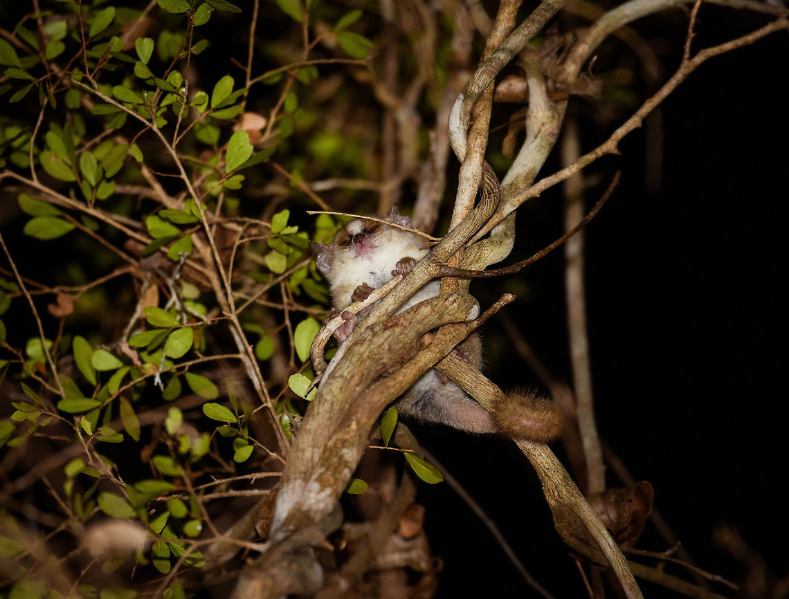 Gray mouse lemur - 2, Kirindy Reserve,Madagascar <figure class="photo"><a href="https://www.jungledragon.com/image/82994/gray_mouse_lemur_-_1_kirindy_reservemadagascar.html" title="Gray mouse lemur - 1, Kirindy Reserve,Madagascar"><img src="https://s3.amazonaws.com/media.jungledragon.com/images/2/82994_thumb.jpg?AWSAccessKeyId=05GMT0V3GWVNE7GGM1R2&Expires=1759968010&Signature=8ERarfN%2BUEMCLTzg6vBXDcNy0co%3D" width="200" height="166" alt="Gray mouse lemur - 1, Kirindy Reserve,Madagascar https://www.jungledragon.com/image/82993/gray_mouse_lemur_-_2_kirindy_reservemadagascar.html<br />
This nocturnal and tiny lemur has a relatively large range across most of western Madagascar, and is one of few lemurs not immediately endangered (91% of lemur species are endangered). <br />
<br />
It is omnivorous, feeding mostly on fruits (over 50%) and large insects such as beetles, for which it will often come down to the forest floor. During periods of food shortages (dry season) it conserves energy using &quot;Torpor&quot;, a physical state where body temperature is decreased. These may last hours, days or weeks, depending on the shortage.<br />
<br />
It is mostly predated by owls, yet reproduces rapidly enough to keep population intact. <br />
<br />
A surprising find of this well studied animal is that they don&#039;t go about their environment based on instinct or senses alone. This tiny primate actually has a mental representation of its surroundings. A map, basically. It remembers optimal escape routes, safe places on the floor to hunt insects, nesting sites, trees with dense branches for cover, etc.<br />
<br />
The male of this species found on the same night:<br />
<br />
https://www.jungledragon.com/image/83031/gray_mouse_lemur_-_male_kirindy_reservemadagascar.html Africa,Geotagged,Gray mouse lemur,Kirindy Reserve,Madagascar,Madagascar 2019,Microcebus murinus,Winter,World" /></a></figure><br />
This nocturnal and tiny lemur has a relatively large range across most of western Madagascar, and is one of few lemurs not immediately endangered (91% of lemur species are endangered). <br />
<br />
It is omnivorous, feeding mostly on fruits (over 50%) and large insects such as beetles, for which it will often come down to the forest floor. During periods of food shortages (dry season) it conserves energy using &quot;Torpor&quot;, a physical state where body temperature is decreased. These may last hours, days or weeks, depending on the shortage.<br />
<br />
It is mostly predated by owls, yet reproduces rapidly enough to keep population intact. <br />
<br />
A surprising find of this well studied animal is that they don&#039;t go about their environment based on instinct or senses alone. This tiny primate actually has a mental representation of its surroundings. A map, basically. It remembers optimal escape routes, safe places on the floor to hunt insects, nesting sites, trees with dense branches for cover, etc.<br />
<br />
The male of this species found on the same night:<br />
<br />
<figure class="photo"><a href="https://www.jungledragon.com/image/83031/gray_mouse_lemur_-_male_kirindy_reservemadagascar.html" title="Gray mouse lemur - male, Kirindy Reserve,Madagascar"><img src="https://s3.amazonaws.com/media.jungledragon.com/images/2/83031_thumb.jpg?AWSAccessKeyId=05GMT0V3GWVNE7GGM1R2&Expires=1759968010&Signature=l5A3r6HNgYUbCEUJCVGJNb%2B8P5g%3D" width="118" height="152" alt="Gray mouse lemur - male, Kirindy Reserve,Madagascar This is the male of the Gray mouse lemur, it has a more brownish coat compared to the gray female:<br />
https://www.jungledragon.com/image/82994/gray_mouse_lemur_-_1_kirindy_reservemadagascar.html Africa,Geotagged,Gray mouse lemur,Kirindy Reserve,Madagascar,Madagascar 2019,Microcebus murinus,Winter,World" /></a></figure> Africa,Geotagged,Gray mouse lemur,Kirindy Reserve,Madagascar,Madagascar 2019,Microcebus murinus,Winter,World