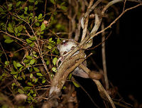 Gray mouse lemur - 2, Kirindy Reserve,Madagascar https://www.jungledragon.com/image/82994/gray_mouse_lemur_-_1_kirindy_reservemadagascar.html<br />
This nocturnal and tiny lemur has a relatively large range across most of western Madagascar, and is one of few lemurs not immediately endangered (91% of lemur species are endangered). <br />
<br />
It is omnivorous, feeding mostly on fruits (over 50%) and large insects such as beetles, for which it will often come down to the forest floor. During periods of food shortages (dry season) it conserves energy using "Torpor", a physical state where body temperature is decreased. These may last hours, days or weeks, depending on the shortage.<br />
<br />
It is mostly predated by owls, yet reproduces rapidly enough to keep population intact. <br />
<br />
A surprising find of this well studied animal is that they don't go about their environment based on instinct or senses alone. This tiny primate actually has a mental representation of its surroundings. A map, basically. It remembers optimal escape routes, safe places on the floor to hunt insects, nesting sites, trees with dense branches for cover, etc.<br />
<br />
The male of this species found on the same night:<br />
<br />
https://www.jungledragon.com/image/83031/gray_mouse_lemur_-_male_kirindy_reservemadagascar.html Africa,Geotagged,Gray mouse lemur,Kirindy Reserve,Madagascar,Madagascar 2019,Microcebus murinus,Winter,World