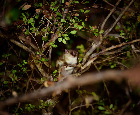 Gray mouse lemur - 1, Kirindy Reserve,Madagascar https://www.jungledragon.com/image/82993/gray_mouse_lemur_-_2_kirindy_reservemadagascar.html
This nocturnal and tiny lemur has a relatively large range across most of western Madagascar, and is one of few lemurs not immediately endangered (91% of lemur species are endangered). 

It is omnivorous, feeding mostly on fruits (over 50%) and large insects such as beetles, for which it will often come down to the forest floor. During periods of food shortages (dry season) it conserves energy using "Torpor", a physical state where body temperature is decreased. These may last hours, days or weeks, depending on the shortage.

It is mostly predated by owls, yet reproduces rapidly enough to keep population intact. 

A surprising find of this well studied animal is that they don't go about their environment based on instinct or senses alone. This tiny primate actually has a mental representation of its surroundings. A map, basically. It remembers optimal escape routes, safe places on the floor to hunt insects, nesting sites, trees with dense branches for cover, etc.

The male of this species found on the same night:

https://www.jungledragon.com/image/83031/gray_mouse_lemur_-_male_kirindy_reservemadagascar.html Africa,Geotagged,Gray mouse lemur,Kirindy Reserve,Madagascar,Madagascar 2019,Microcebus murinus,Winter,World