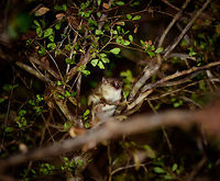 Gray mouse lemur - 1, Kirindy Reserve,Madagascar https://www.jungledragon.com/image/82993/gray_mouse_lemur_-_2_kirindy_reservemadagascar.html<br />
This nocturnal and tiny lemur has a relatively large range across most of western Madagascar, and is one of few lemurs not immediately endangered (91% of lemur species are endangered). <br />
<br />
It is omnivorous, feeding mostly on fruits (over 50%) and large insects such as beetles, for which it will often come down to the forest floor. During periods of food shortages (dry season) it conserves energy using "Torpor", a physical state where body temperature is decreased. These may last hours, days or weeks, depending on the shortage.<br />
<br />
It is mostly predated by owls, yet reproduces rapidly enough to keep population intact. <br />
<br />
A surprising find of this well studied animal is that they don't go about their environment based on instinct or senses alone. This tiny primate actually has a mental representation of its surroundings. A map, basically. It remembers optimal escape routes, safe places on the floor to hunt insects, nesting sites, trees with dense branches for cover, etc.<br />
<br />
The male of this species found on the same night:<br />
<br />
https://www.jungledragon.com/image/83031/gray_mouse_lemur_-_male_kirindy_reservemadagascar.html Africa,Geotagged,Gray mouse lemur,Kirindy Reserve,Madagascar,Madagascar 2019,Microcebus murinus,Winter,World