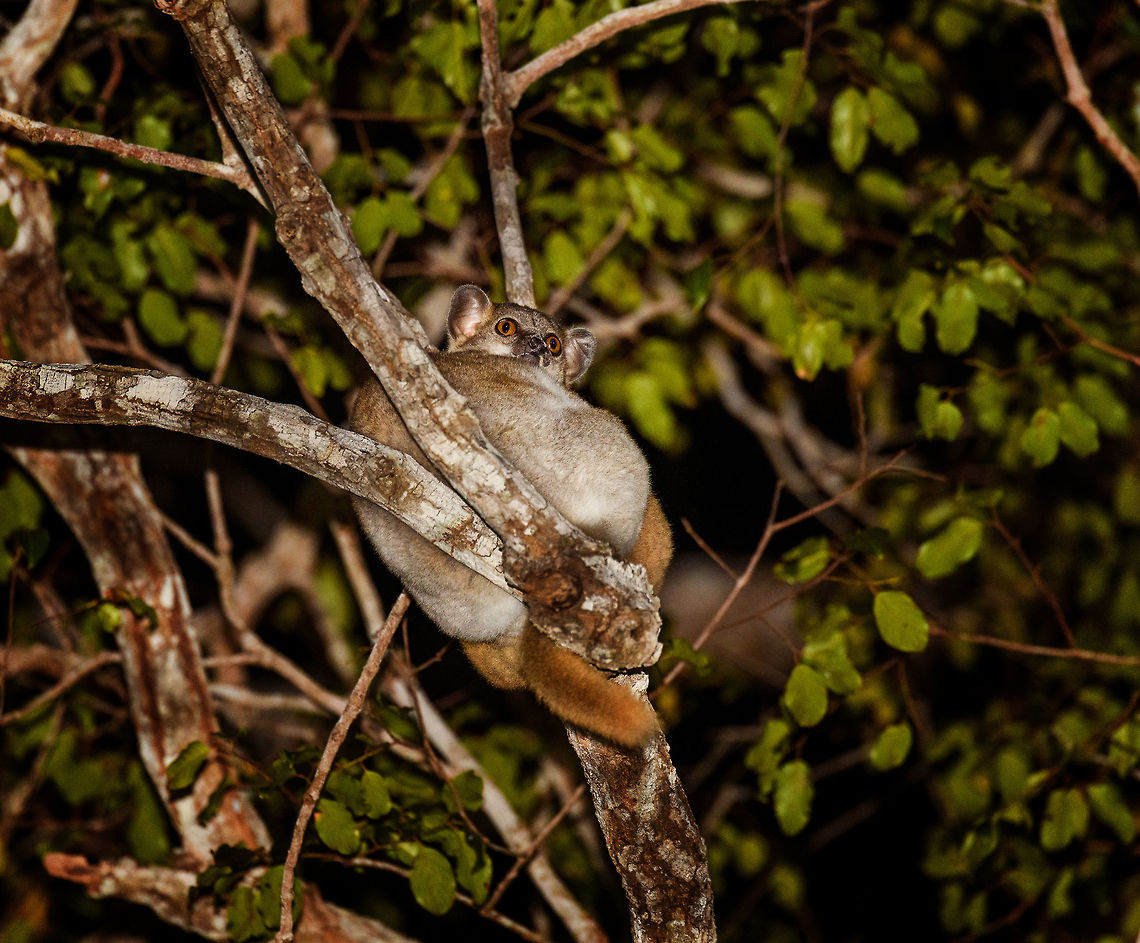 Red-tailed sportive lemur at night, Kirindy Reserve, Madagascar This nocturnal lemur is common to see both at night and during the day in Kirindy. It is endemic to a small part of western Madagascar where it is listed as vulnerable and further decreasing due to habitat loss. It is largely a plant and fruit eater, and not a very active lemur.<br />
<br />
The name &quot;sportive&quot; is used to refer to the general agility of a group of lemurs (family lepilemuridae), an alternative and perhaps more fitting name that is also used is &quot;weasel lemur&quot;:<br />
<a href="https://www.jungledragon.com/wildlife/browse/animalia/chordata/mammalia/primates/lepilemuridae" rel="nofollow">https://www.jungledragon.com/wildlife/browse/animalia/chordata/mammalia/primates/lepilemuridae</a><br />
<br />
There are currently 26 sportive lemurs known, most are very locally endemic. Here&#039;s an example of a species restricted to a single national park:<br />
<figure class="photo"><a href="https://www.jungledragon.com/image/38548/portrait_of_an_ankarana_sportive_lemur_ankarana_madagascar.html" title="Portrait of an Ankarana Sportive Lemur, Ankarana, Madagascar"><img src="https://s3.amazonaws.com/media.jungledragon.com/images/2/38548_thumb.jpg?AWSAccessKeyId=05GMT0V3GWVNE7GGM1R2&Expires=1759968010&Signature=5XC6PRpuA7gdaKN0QglcMxcQ1qk%3D" width="200" height="146" alt="Portrait of an Ankarana Sportive Lemur, Ankarana, Madagascar It&#039;s not often that you get a chance to do a clear portrait on a nocturnal animal like this during the day. This locally endemic lemur has a small distribution, our guide mentioning a population of ~300 adults. They are one of the smallest lemurs. Full body shot:<br />
http://www.jungledragon.com/image/38551/eye_contact_with_ankarana_sportive_lemur_ankarana_madagascar.html Africa,Anakarana sportive lemur,Ankarana,Geotagged,Lepilemur ankaranensis,Madagascar,Madagascar North,Spring,World" /></a></figure> Africa,Geotagged,Kirindy Reserve,Lepilemur ruficaudatus,Madagascar,Madagascar 2019,Red-tailed sportive lemur,Winter,World