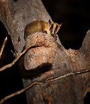 Pale fork-marked lemur, Kirindy Reserve, Madagascar https://www.jungledragon.com/image/83030/pale_fork-marked_lemur_-_face_kirindy_reserve_madagascar.html<br />
This is a nocturnal species, one of four known fork-marked lemurs occurring in Madagascar. The Pale fork-marked lemur is the most common of the fork-marked lemurs, it is found in fragmented patches of dry forests in the west of Madagascar. <br />
<br />
Fork-marked lemurs are easily recognized by the dual band on their head, which merges into a single band across the back. They are very fast lemurs that are known to run on branches and hop between trees without pause. They largely feed on tree gum and sap, and supplement this diet with the occasional insect. Africa,Kirindy Reserve,Madagascar,Madagascar 2019,Pale fork-marked lemur,Phaner pallescens,World