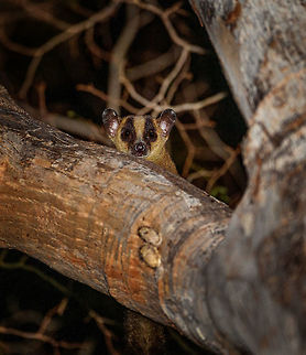 Pale fork-marked lemur - face, Kirindy Reserve, Madagascar https://www.jungledragon.com/image/83029/pale_fork-marked_lemur_kirindy_reserve_madagascar.html
This is a nocturnal species, one of four known fork-marked lemurs occurring in Madagascar. The Pale fork-marked lemur is the most common of the fork-marked lemurs, it is found in fragmented patches of dry forests in the west of Madagascar. 

Fork-marked lemurs are easily recognized by the dual band on their head, which merges into a single band across the back. They are very fast lemurs that are known to run on branches and hop between trees without pause. They largely feed on tree gum and sap, and supplement this diet with the occasional insect. Africa,Geotagged,Kirindy Reserve,Madagascar,Madagascar 2019,Pale fork-marked lemur,Phaner pallescens,Winter,World