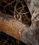 Pale fork-marked lemur - face, Kirindy Reserve, Madagascar https://www.jungledragon.com/image/83029/pale_fork-marked_lemur_kirindy_reserve_madagascar.html<br />
This is a nocturnal species, one of four known fork-marked lemurs occurring in Madagascar. The Pale fork-marked lemur is the most common of the fork-marked lemurs, it is found in fragmented patches of dry forests in the west of Madagascar. <br />
<br />
Fork-marked lemurs are easily recognized by the dual band on their head, which merges into a single band across the back. They are very fast lemurs that are known to run on branches and hop between trees without pause. They largely feed on tree gum and sap, and supplement this diet with the occasional insect. Africa,Geotagged,Kirindy Reserve,Madagascar,Madagascar 2019,Pale fork-marked lemur,Phaner pallescens,Winter,World