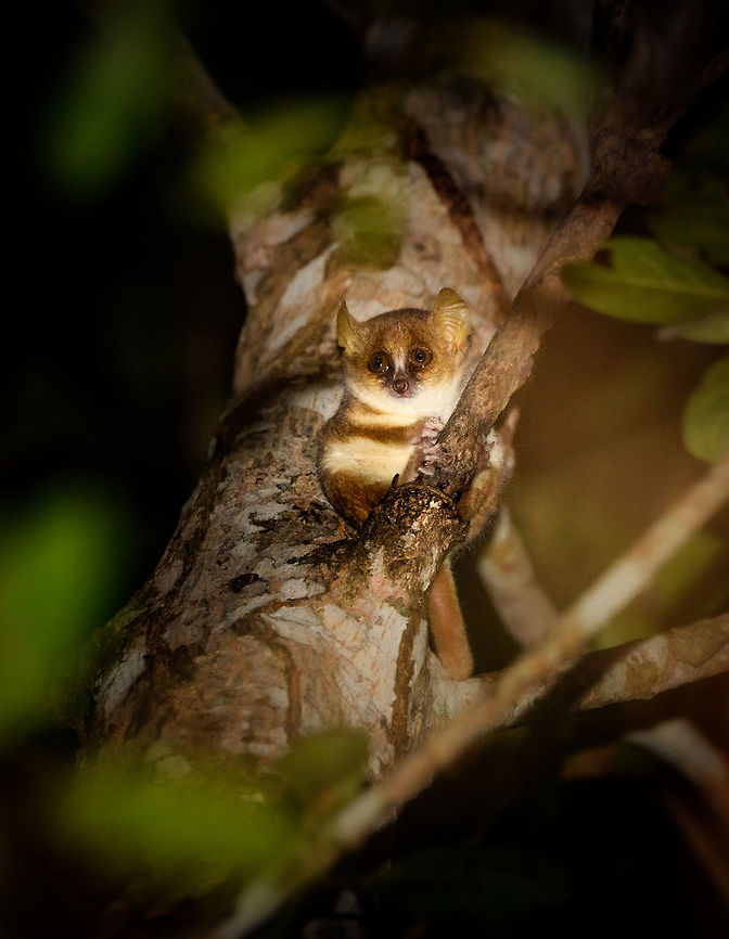 Gray mouse lemur - male, Kirindy Reserve,Madagascar This is the male of the Gray mouse lemur, it has a more brownish coat compared to the gray female:<br />
<figure class="photo"><a href="https://www.jungledragon.com/image/82994/gray_mouse_lemur_-_1_kirindy_reservemadagascar.html" title="Gray mouse lemur - 1, Kirindy Reserve,Madagascar"><img src="https://s3.amazonaws.com/media.jungledragon.com/images/2/82994_thumb.jpg?AWSAccessKeyId=05GMT0V3GWVNE7GGM1R2&Expires=1767225610&Signature=%2BZkcFARMFHxL3MgJ6wBh3aALEak%3D" width="200" height="166" alt="Gray mouse lemur - 1, Kirindy Reserve,Madagascar https://www.jungledragon.com/image/82993/gray_mouse_lemur_-_2_kirindy_reservemadagascar.html<br />
This nocturnal and tiny lemur has a relatively large range across most of western Madagascar, and is one of few lemurs not immediately endangered (91% of lemur species are endangered). <br />
<br />
It is omnivorous, feeding mostly on fruits (over 50%) and large insects such as beetles, for which it will often come down to the forest floor. During periods of food shortages (dry season) it conserves energy using &quot;Torpor&quot;, a physical state where body temperature is decreased. These may last hours, days or weeks, depending on the shortage.<br />
<br />
It is mostly predated by owls, yet reproduces rapidly enough to keep population intact. <br />
<br />
A surprising find of this well studied animal is that they don&#039;t go about their environment based on instinct or senses alone. This tiny primate actually has a mental representation of its surroundings. A map, basically. It remembers optimal escape routes, safe places on the floor to hunt insects, nesting sites, trees with dense branches for cover, etc.<br />
<br />
The male of this species found on the same night:<br />
<br />
https://www.jungledragon.com/image/83031/gray_mouse_lemur_-_male_kirindy_reservemadagascar.html Africa,Geotagged,Gray mouse lemur,Kirindy Reserve,Madagascar,Madagascar 2019,Microcebus murinus,Winter,World" /></a></figure> Africa,Geotagged,Gray mouse lemur,Kirindy Reserve,Madagascar,Madagascar 2019,Microcebus murinus,Winter,World