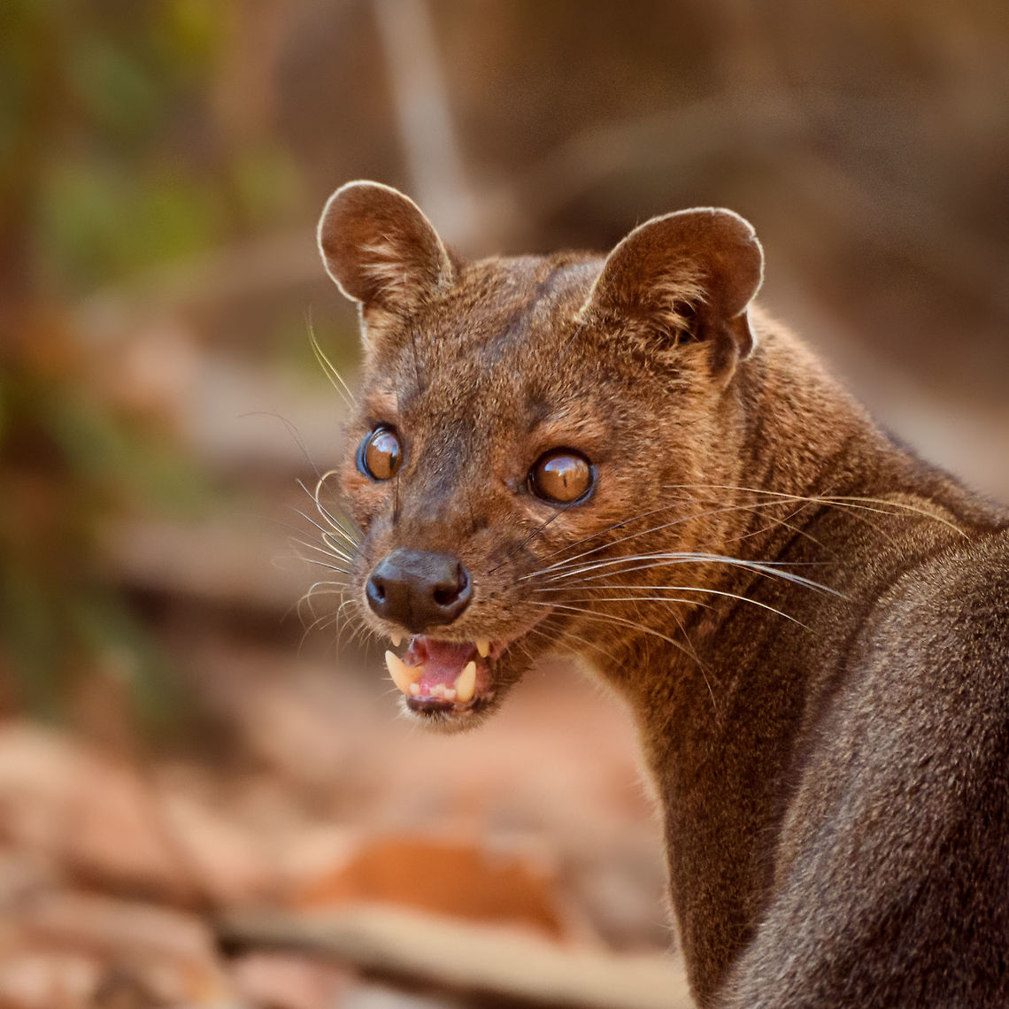Fossa portrait - 1, Kirindy Reserve, Madagascar Before we were about to start a morning hike in Kirindy, Henriette spotted this Fossa near our lodge. I went into pursuit and was close to losing it when the Fossa bumped into other tourists, forcing it back in my direction. Note that at Kirindy, the Fossa is common to see as it is somewhat domesticated. In the wild you are unlikely to ever see one. They are widespread throughout Madagascar, yet typically local populations are small.<br />
<br />
The Fossa is Madagascar&#039;s top mammalian predator. It has an interesting taxonomy. Despite its cat-like appearance, it is believed to be more closely related to the mongoose family:<br />
<a href="https://www.jungledragon.com/wildlife/browse/animalia/chordata/mammalia/carnivora/eupleridae" rel="nofollow">https://www.jungledragon.com/wildlife/browse/animalia/chordata/mammalia/carnivora/eupleridae</a><br />
<br />
It&#039;s an iconic species typical of Madagascar, there isn&#039;t a comparable species anywhere else. <br />
<br />
The most impressive fact about the Fossa is that over 50% of their diet consists of lemurs. Surprising a lemur in the canopy, who have keen senses and are always on watch, takes an extraordinary skill. For this purpose, the Fossa has flexible ankles, which allow it to climb up and down, as well as jump between trees. Although rare, there have been reports of multiple Fossas cooperating in a hunt, evidence here:<br />
<section class="video"><iframe width="448" height="282" src="https://www.youtube-nocookie.com/embed/vpwM-K2TRR4?hd=1&autoplay=0&rel=0" frameborder="0" allowfullscreen></iframe></section><br />
Well, some may consider another fact even more impressive: the male of the Fossa at times can be considered a five-legged animal as it has an unusually large penis that may reach up to its front legs when erect. Not only is it huge, it&#039;s also spiny. The female has equally strange genitalia, it grows an enlarged, penis-like clitoris that is also spiny. This clitoris reduces in size as she ages, it is believed that during the female&#039;s first years, this masculization helps her against harassment by young males. The Fossa is the only known species in the world where this process occurs without hormones being involved.<br />
<br />
Despite being the top predator of Madagascar, one does not have to be terrified when seeing one. It&#039;s best described as an oversized, very muscular cat. Surely it can do significant damage when provoked, but it&#039;s unlikely to be a life threatening encounter. Fossas typically will not grow beyond about 10kg of weight. <br />
<br />
Now extinct, there once was a second species of Fossa: Cryptoprocta spelea, or Giant Fossa. It was almost identicial yet twice as large or heavy. The extra size likely was needed to hunt the Giant lemurs of Madagascar, which have also gone exctinct. Check out this illustration:<br />
<a href="https://www.researchgate.net/profile/Simon_Bearder/publication/262067793/figure/fig3/AS:669429562081292@1536615853540/Some-subfossil-lemur-species-with-extant-Indri-one-of-the-two-largest-living-lemurs.png" rel="nofollow">https://www.researchgate.net/profile/Simon_Bearder/publication/262067793/figure/fig3/AS:669429562081292@1536615853540/Some-subfossil-lemur-species-with-extant-Indri-one-of-the-two-largest-living-lemurs.png</a><br />
<br />
The Indri (in black) is the only species in the illustration still extant, and currently the largest species of lemur. <br />
<br />
<figure class="photo"><a href="https://www.jungledragon.com/image/83033/fossa_portrait_-_2_kirindy_reserve_madagascar.html" title="Fossa portrait - 2, Kirindy Reserve, Madagascar"><img src="https://s3.amazonaws.com/media.jungledragon.com/images/2/83033_thumb.jpg?AWSAccessKeyId=05GMT0V3GWVNE7GGM1R2&Expires=1767225610&Signature=kDCi9LzvGvWLAORlQYF%2FYDct%2BaE%3D" width="200" height="160" alt="Fossa portrait - 2, Kirindy Reserve, Madagascar Before we were about to start a morning hike in Kirindy, Henriette spotted this Fossa near our lodge. I went into pursuit and was close to losing it when the Fossa bumped into other tourists, forcing it back in my direction. Note that at Kirindy, the Fossa is common to see as it is somewhat domesticated. In the wild you are unlikely to ever see one. They are widespread throughout Madagascar, yet typically local populations are small.<br />
<br />
The Fossa is Madagascar&#039;s top mammalian predator. It has an interesting taxonomy. Despite its cat-like appearance, it is believed to be more closely related to the mongoose family:<br />
https://www.jungledragon.com/wildlife/browse/animalia/chordata/mammalia/carnivora/eupleridae<br />
<br />
It&#039;s an iconic species typical of Madagascar, there isn&#039;t a comparable species anywhere else. <br />
<br />
The most impressive fact about the Fossa is that over 50% of their diet consists of lemurs. Surprising a lemur in the canopy, who have keen senses and are always on watch, takes an extraordinary skill. For this purpose, the Fossa has flexible ankles, which allow it to climb up and down, as well as jump between trees. Although rare, there have been reports of multiple Fossas cooperating in a hunt, evidence here:<br />
https://www.youtube.com/watch?v=vpwM-K2TRR4<br />
Well, some may consider another fact even more impressive: the male of the Fossa at times can be considered a five-legged animal as it has an unusually large penis that may reach up to its front legs when erect. Not only is it huge, it&#039;s also spiny. The female has equally strange genitalia, it grows an enlarged, penis-like clitoris that is also spiny. This clitoris reduces in size as she ages, it is believed that during the female&#039;s first years, this masculization helps her against harassment by young males. The Fossa is the only known species in the world where this process occurs without hormones being involved.<br />
<br />
Despite being the top predator of Madagascar, one does not have to be terrified when seeing one. It&#039;s best described as an oversized, very muscular cat. Surely it can do significant damage when provoked, but it&#039;s unlikely to be a life threatening encounter. Fossas typically will not grow beyond about 10kg of weight. <br />
<br />
Now extinct, there once was a second species of Fossa: Cryptoprocta spelea, or Giant Fossa. It was almost identicial yet twice as large or heavy. The extra size likely was needed to hunt the Giant lemurs of Madagascar, which have also gone exctinct. Check out this illustration:<br />
https://www.researchgate.net/profile/Simon_Bearder/publication/262067793/figure/fig3/AS:669429562081292@1536615853540/Some-subfossil-lemur-species-with-extant-Indri-one-of-the-two-largest-living-lemurs.png<br />
<br />
The Indri (in black) is the only species in the illustration still extant, and currently the largest species of lemur. <br />
<br />
https://www.jungledragon.com/image/83032/fossa_portrait_-_1_kirindy_reserve_madagascar.html<br />
https://www.jungledragon.com/image/83034/fossa_full_body_kirindy_reserve_madagascar.html<br />
https://www.jungledragon.com/image/83035/fossa_portrait_-_3_kirindy_reserve_madagascar.html<br />
https://www.jungledragon.com/image/83036/fossa_sunbathing_kirindy_reserve_madagascar.html<br />
https://www.jungledragon.com/image/83037/fossa_sunbathing_-_closeup_kirindy_reserve_madagascar.html<br />
https://www.youtube.com/watch?v=hv9VOY2H61Y Africa,Cryptoprocta ferox,Fossa,Kirindy Reserve,Madagascar,Madagascar 2019,World" /></a></figure><br />
<figure class="photo"><a href="https://www.jungledragon.com/image/83034/fossa_full_body_kirindy_reserve_madagascar.html" title="Fossa full body, Kirindy Reserve, Madagascar"><img src="https://s3.amazonaws.com/media.jungledragon.com/images/2/83034_thumb.jpg?AWSAccessKeyId=05GMT0V3GWVNE7GGM1R2&Expires=1767225610&Signature=rj8CB7AW5lmOGZmzCvFUlkDSsFQ%3D" width="200" height="134" alt="Fossa full body, Kirindy Reserve, Madagascar Before we were about to start a morning hike in Kirindy, Henriette spotted this Fossa near our lodge. I went into pursuit and was close to losing it when the Fossa bumped into other tourists, forcing it back in my direction. Note that at Kirindy, the Fossa is common to see as it is somewhat domesticated. In the wild you are unlikely to ever see one. They are widespread throughout Madagascar, yet typically local populations are small.<br />
<br />
The Fossa is Madagascar&#039;s top mammalian predator. It has an interesting taxonomy. Despite its cat-like appearance, it is believed to be more closely related to the mongoose family:<br />
https://www.jungledragon.com/wildlife/browse/animalia/chordata/mammalia/carnivora/eupleridae<br />
<br />
It&#039;s an iconic species typical of Madagascar, there isn&#039;t a comparable species anywhere else. <br />
<br />
The most impressive fact about the Fossa is that over 50% of their diet consists of lemurs. Surprising a lemur in the canopy, who have keen senses and are always on watch, takes an extraordinary skill. For this purpose, the Fossa has flexible ankles, which allow it to climb up and down, as well as jump between trees. Although rare, there have been reports of multiple Fossas cooperating in a hunt, evidence here:<br />
https://www.youtube.com/watch?v=vpwM-K2TRR4<br />
Well, some may consider another fact even more impressive: the male of the Fossa at times can be considered a five-legged animal as it has an unusually large penis that may reach up to its front legs when erect. Not only is it huge, it&#039;s also spiny. The female has equally strange genitalia, it grows an enlarged, penis-like clitoris that is also spiny. This clitoris reduces in size as she ages, it is believed that during the female&#039;s first years, this masculization helps her against harassment by young males. The Fossa is the only known species in the world where this process occurs without hormones being involved.<br />
<br />
Despite being the top predator of Madagascar, one does not have to be terrified when seeing one. It&#039;s best described as an oversized, very muscular cat. Surely it can do significant damage when provoked, but it&#039;s unlikely to be a life threatening encounter. Fossas typically will not grow beyond about 10kg of weight. <br />
<br />
Now extinct, there once was a second species of Fossa: Cryptoprocta spelea, or Giant Fossa. It was almost identicial yet twice as large or heavy. The extra size likely was needed to hunt the Giant lemurs of Madagascar, which have also gone exctinct. Check out this illustration:<br />
https://www.researchgate.net/profile/Simon_Bearder/publication/262067793/figure/fig3/AS:669429562081292@1536615853540/Some-subfossil-lemur-species-with-extant-Indri-one-of-the-two-largest-living-lemurs.png<br />
<br />
The Indri (in black) is the only species in the illustration still extant, and currently the largest species of lemur. <br />
<br />
https://www.jungledragon.com/image/83032/fossa_portrait_-_1_kirindy_reserve_madagascar.html<br />
https://www.jungledragon.com/image/83033/fossa_portrait_-_2_kirindy_reserve_madagascar.html<br />
https://www.jungledragon.com/image/83035/fossa_portrait_-_3_kirindy_reserve_madagascar.html<br />
https://www.jungledragon.com/image/83036/fossa_sunbathing_kirindy_reserve_madagascar.html<br />
https://www.jungledragon.com/image/83037/fossa_sunbathing_-_closeup_kirindy_reserve_madagascar.html<br />
https://www.youtube.com/watch?v=hv9VOY2H61Y Africa,Cryptoprocta ferox,Fossa,Geotagged,Kirindy Reserve,Madagascar,Madagascar 2019,Winter,World" /></a></figure><br />
<figure class="photo"><a href="https://www.jungledragon.com/image/83035/fossa_portrait_-_3_kirindy_reserve_madagascar.html" title="Fossa portrait - 3, Kirindy Reserve, Madagascar"><img src="https://s3.amazonaws.com/media.jungledragon.com/images/2/83035_thumb.jpg?AWSAccessKeyId=05GMT0V3GWVNE7GGM1R2&Expires=1767225610&Signature=NB9nAJou2NBwmgQ56Dxz%2FBZoHFc%3D" width="200" height="200" alt="Fossa portrait - 3, Kirindy Reserve, Madagascar Before we were about to start a morning hike in Kirindy, Henriette spotted this Fossa near our lodge. I went into pursuit and was close to losing it when the Fossa bumped into other tourists, forcing it back in my direction. Note that at Kirindy, the Fossa is common to see as it is somewhat domesticated. In the wild you are unlikely to ever see one. They are widespread throughout Madagascar, yet typically local populations are small.<br />
<br />
The Fossa is Madagascar&#039;s top mammalian predator. It has an interesting taxonomy. Despite its cat-like appearance, it is believed to be more closely related to the mongoose family:<br />
https://www.jungledragon.com/wildlife/browse/animalia/chordata/mammalia/carnivora/eupleridae<br />
<br />
It&#039;s an iconic species typical of Madagascar, there isn&#039;t a comparable species anywhere else. <br />
<br />
The most impressive fact about the Fossa is that over 50% of their diet consists of lemurs. Surprising a lemur in the canopy, who have keen senses and are always on watch, takes an extraordinary skill. For this purpose, the Fossa has flexible ankles, which allow it to climb up and down, as well as jump between trees. Although rare, there have been reports of multiple Fossas cooperating in a hunt, evidence here:<br />
https://www.youtube.com/watch?v=vpwM-K2TRR4<br />
Well, some may consider another fact even more impressive: the male of the Fossa at times can be considered a five-legged animal as it has an unusually large penis that may reach up to its front legs when erect. Not only is it huge, it&#039;s also spiny. The female has equally strange genitalia, it grows an enlarged, penis-like clitoris that is also spiny. This clitoris reduces in size as she ages, it is believed that during the female&#039;s first years, this masculization helps her against harassment by young males. The Fossa is the only known species in the world where this process occurs without hormones being involved.<br />
<br />
Despite being the top predator of Madagascar, one does not have to be terrified when seeing one. It&#039;s best described as an oversized, very muscular cat. Surely it can do significant damage when provoked, but it&#039;s unlikely to be a life threatening encounter. Fossas typically will not grow beyond about 10kg of weight. <br />
<br />
Now extinct, there once was a second species of Fossa: Cryptoprocta spelea, or Giant Fossa. It was almost identicial yet twice as large or heavy. The extra size likely was needed to hunt the Giant lemurs of Madagascar, which have also gone exctinct. Check out this illustration:<br />
https://www.researchgate.net/profile/Simon_Bearder/publication/262067793/figure/fig3/AS:669429562081292@1536615853540/Some-subfossil-lemur-species-with-extant-Indri-one-of-the-two-largest-living-lemurs.png<br />
<br />
The Indri (in black) is the only species in the illustration still extant, and currently the largest species of lemur. <br />
<br />
https://www.jungledragon.com/image/83032/fossa_portrait_-_1_kirindy_reserve_madagascar.html<br />
https://www.jungledragon.com/image/83033/fossa_portrait_-_2_kirindy_reserve_madagascar.html<br />
https://www.jungledragon.com/image/83034/fossa_full_body_kirindy_reserve_madagascar.html<br />
https://www.jungledragon.com/image/83036/fossa_sunbathing_kirindy_reserve_madagascar.html<br />
https://www.jungledragon.com/image/83037/fossa_sunbathing_-_closeup_kirindy_reserve_madagascar.html<br />
https://www.youtube.com/watch?v=hv9VOY2H61Y Africa,Cryptoprocta ferox,Fossa,Geotagged,Kirindy Reserve,Madagascar,Madagascar 2019,Winter,World" /></a></figure><br />
<figure class="photo"><a href="https://www.jungledragon.com/image/83036/fossa_sunbathing_kirindy_reserve_madagascar.html" title="Fossa sunbathing, Kirindy Reserve, Madagascar"><img src="https://s3.amazonaws.com/media.jungledragon.com/images/2/83036_thumb.jpg?AWSAccessKeyId=05GMT0V3GWVNE7GGM1R2&Expires=1767225610&Signature=p%2FJSQQ8EdyOafYGsUuhLuJwg7QM%3D" width="200" height="162" alt="Fossa sunbathing, Kirindy Reserve, Madagascar Before we were about to start a morning hike in Kirindy, Henriette spotted this Fossa near our lodge. I went into pursuit and was close to losing it when the Fossa bumped into other tourists, forcing it back in my direction. Note that at Kirindy, the Fossa is common to see as it is somewhat domesticated. In the wild you are unlikely to ever see one. They are widespread throughout Madagascar, yet typically local populations are small.<br />
<br />
The Fossa is Madagascar&#039;s top mammalian predator. It has an interesting taxonomy. Despite its cat-like appearance, it is believed to be more closely related to the mongoose family:<br />
https://www.jungledragon.com/wildlife/browse/animalia/chordata/mammalia/carnivora/eupleridae<br />
<br />
It&#039;s an iconic species typical of Madagascar, there isn&#039;t a comparable species anywhere else. <br />
<br />
The most impressive fact about the Fossa is that over 50% of their diet consists of lemurs. Surprising a lemur in the canopy, who have keen senses and are always on watch, takes an extraordinary skill. For this purpose, the Fossa has flexible ankles, which allow it to climb up and down, as well as jump between trees. Although rare, there have been reports of multiple Fossas cooperating in a hunt, evidence here:<br />
https://www.youtube.com/watch?v=vpwM-K2TRR4<br />
Well, some may consider another fact even more impressive: the male of the Fossa at times can be considered a five-legged animal as it has an unusually large penis that may reach up to its front legs when erect. Not only is it huge, it&#039;s also spiny. The female has equally strange genitalia, it grows an enlarged, penis-like clitoris that is also spiny. This clitoris reduces in size as she ages, it is believed that during the female&#039;s first years, this masculization helps her against harassment by young males. The Fossa is the only known species in the world where this process occurs without hormones being involved.<br />
<br />
Despite being the top predator of Madagascar, one does not have to be terrified when seeing one. It&#039;s best described as an oversized, very muscular cat. Surely it can do significant damage when provoked, but it&#039;s unlikely to be a life threatening encounter. Fossas typically will not grow beyond about 10kg of weight. <br />
<br />
Now extinct, there once was a second species of Fossa: Cryptoprocta spelea, or Giant Fossa. It was almost identicial yet twice as large or heavy. The extra size likely was needed to hunt the Giant lemurs of Madagascar, which have also gone exctinct. Check out this illustration:<br />
https://www.researchgate.net/profile/Simon_Bearder/publication/262067793/figure/fig3/AS:669429562081292@1536615853540/Some-subfossil-lemur-species-with-extant-Indri-one-of-the-two-largest-living-lemurs.png<br />
<br />
The Indri (in black) is the only species in the illustration still extant, and currently the largest species of lemur. <br />
<br />
https://www.jungledragon.com/image/83032/fossa_portrait_-_1_kirindy_reserve_madagascar.html<br />
https://www.jungledragon.com/image/83033/fossa_portrait_-_2_kirindy_reserve_madagascar.html<br />
https://www.jungledragon.com/image/83034/fossa_full_body_kirindy_reserve_madagascar.html<br />
https://www.jungledragon.com/image/83035/fossa_portrait_-_3_kirindy_reserve_madagascar.html<br />
https://www.jungledragon.com/image/83037/fossa_sunbathing_-_closeup_kirindy_reserve_madagascar.html<br />
https://www.youtube.com/watch?v=hv9VOY2H61Y Africa,Cryptoprocta ferox,Fossa,Kirindy Reserve,Madagascar,Madagascar 2019,World" /></a></figure><br />
<figure class="photo"><a href="https://www.jungledragon.com/image/83037/fossa_sunbathing_-_closeup_kirindy_reserve_madagascar.html" title="Fossa sunbathing - closeup, Kirindy Reserve, Madagascar"><img src="https://s3.amazonaws.com/media.jungledragon.com/images/2/83037_thumb.jpg?AWSAccessKeyId=05GMT0V3GWVNE7GGM1R2&Expires=1767225610&Signature=G52p0o8L0tY6dIT%2BqQxH52NMj%2Fo%3D" width="200" height="146" alt="Fossa sunbathing - closeup, Kirindy Reserve, Madagascar Before we were about to start a morning hike in Kirindy, Henriette spotted this Fossa near our lodge. I went into pursuit and was close to losing it when the Fossa bumped into other tourists, forcing it back in my direction. Note that at Kirindy, the Fossa is common to see as it is somewhat domesticated. In the wild you are unlikely to ever see one. They are widespread throughout Madagascar, yet typically local populations are small.<br />
<br />
The Fossa is Madagascar&#039;s top mammalian predator. It has an interesting taxonomy. Despite its cat-like appearance, it is believed to be more closely related to the mongoose family:<br />
https://www.jungledragon.com/wildlife/browse/animalia/chordata/mammalia/carnivora/eupleridae<br />
<br />
It&#039;s an iconic species typical of Madagascar, there isn&#039;t a comparable species anywhere else. <br />
<br />
The most impressive fact about the Fossa is that over 50% of their diet consists of lemurs. Surprising a lemur in the canopy, who have keen senses and are always on watch, takes an extraordinary skill. For this purpose, the Fossa has flexible ankles, which allow it to climb up and down, as well as jump between trees. Although rare, there have been reports of multiple Fossas cooperating in a hunt, evidence here:<br />
https://www.youtube.com/watch?v=vpwM-K2TRR4<br />
Well, some may consider another fact even more impressive: the male of the Fossa at times can be considered a five-legged animal as it has an unusually large penis that may reach up to its front legs when erect. Not only is it huge, it&#039;s also spiny. The female has equally strange genitalia, it grows an enlarged, penis-like clitoris that is also spiny. This clitoris reduces in size as she ages, it is believed that during the female&#039;s first years, this masculization helps her against harassment by young males. The Fossa is the only known species in the world where this process occurs without hormones being involved.<br />
<br />
Despite being the top predator of Madagascar, one does not have to be terrified when seeing one. It&#039;s best described as an oversized, very muscular cat. Surely it can do significant damage when provoked, but it&#039;s unlikely to be a life threatening encounter. Fossas typically will not grow beyond about 10kg of weight. <br />
<br />
Now extinct, there once was a second species of Fossa: Cryptoprocta spelea, or Giant Fossa. It was almost identicial yet twice as large or heavy. The extra size likely was needed to hunt the Giant lemurs of Madagascar, which have also gone exctinct. Check out this illustration:<br />
https://www.researchgate.net/profile/Simon_Bearder/publication/262067793/figure/fig3/AS:669429562081292@1536615853540/Some-subfossil-lemur-species-with-extant-Indri-one-of-the-two-largest-living-lemurs.png<br />
<br />
The Indri (in black) is the only species in the illustration still extant, and currently the largest species of lemur. <br />
<br />
https://www.jungledragon.com/image/83032/fossa_portrait_-_1_kirindy_reserve_madagascar.html<br />
https://www.jungledragon.com/image/83033/fossa_portrait_-_2_kirindy_reserve_madagascar.html<br />
https://www.jungledragon.com/image/83034/fossa_full_body_kirindy_reserve_madagascar.html<br />
https://www.jungledragon.com/image/83035/fossa_portrait_-_3_kirindy_reserve_madagascar.html<br />
https://www.jungledragon.com/image/83036/fossa_sunbathing_kirindy_reserve_madagascar.html<br />
https://www.youtube.com/watch?v=hv9VOY2H61Y Africa,Cryptoprocta ferox,Fossa,Kirindy Reserve,Madagascar,Madagascar 2019,World" /></a></figure><br />
<section class="video"><iframe width="448" height="282" src="https://www.youtube-nocookie.com/embed/hv9VOY2H61Y?hd=1&autoplay=0&rel=0" frameborder="0" allowfullscreen></iframe></section> Africa,Cryptoprocta ferox,Fossa,Geotagged,Kirindy Reserve,Madagascar,Madagascar 2019,Winter,World