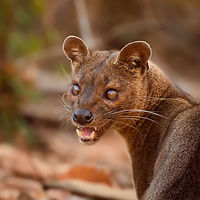 Fossa portrait - 1, Kirindy Reserve, Madagascar Before we were about to start a morning hike in Kirindy, Henriette spotted this Fossa near our lodge. I went into pursuit and was close to losing it when the Fossa bumped into other tourists, forcing it back in my direction. Note that at Kirindy, the Fossa is common to see as it is somewhat domesticated. In the wild you are unlikely to ever see one. They are widespread throughout Madagascar, yet typically local populations are small.<br />
<br />
The Fossa is Madagascar's top mammalian predator. It has an interesting taxonomy. Despite its cat-like appearance, it is believed to be more closely related to the mongoose family:<br />
https://www.jungledragon.com/wildlife/browse/animalia/chordata/mammalia/carnivora/eupleridae<br />
<br />
It's an iconic species typical of Madagascar, there isn't a comparable species anywhere else. <br />
<br />
The most impressive fact about the Fossa is that over 50% of their diet consists of lemurs. Surprising a lemur in the canopy, who have keen senses and are always on watch, takes an extraordinary skill. For this purpose, the Fossa has flexible ankles, which allow it to climb up and down, as well as jump between trees. Although rare, there have been reports of multiple Fossas cooperating in a hunt, evidence here:<br />
https://www.youtube.com/watch?v=vpwM-K2TRR4<br />
Well, some may consider another fact even more impressive: the male of the Fossa at times can be considered a five-legged animal as it has an unusually large penis that may reach up to its front legs when erect. Not only is it huge, it's also spiny. The female has equally strange genitalia, it grows an enlarged, penis-like clitoris that is also spiny. This clitoris reduces in size as she ages, it is believed that during the female's first years, this masculization helps her against harassment by young males. The Fossa is the only known species in the world where this process occurs without hormones being involved.<br />
<br />
Despite being the top predator of Madagascar, one does not have to be terrified when seeing one. It's best described as an oversized, very muscular cat. Surely it can do significant damage when provoked, but it's unlikely to be a life threatening encounter. Fossas typically will not grow beyond about 10kg of weight. <br />
<br />
Now extinct, there once was a second species of Fossa: Cryptoprocta spelea, or Giant Fossa. It was almost identicial yet twice as large or heavy. The extra size likely was needed to hunt the Giant lemurs of Madagascar, which have also gone exctinct. Check out this illustration:<br />
https://www.researchgate.net/profile/Simon_Bearder/publication/262067793/figure/fig3/AS:669429562081292@1536615853540/Some-subfossil-lemur-species-with-extant-Indri-one-of-the-two-largest-living-lemurs.png<br />
<br />
The Indri (in black) is the only species in the illustration still extant, and currently the largest species of lemur. <br />
<br />
https://www.jungledragon.com/image/83033/fossa_portrait_-_2_kirindy_reserve_madagascar.html<br />
https://www.jungledragon.com/image/83034/fossa_full_body_kirindy_reserve_madagascar.html<br />
https://www.jungledragon.com/image/83035/fossa_portrait_-_3_kirindy_reserve_madagascar.html<br />
https://www.jungledragon.com/image/83036/fossa_sunbathing_kirindy_reserve_madagascar.html<br />
https://www.jungledragon.com/image/83037/fossa_sunbathing_-_closeup_kirindy_reserve_madagascar.html<br />
https://www.youtube.com/watch?v=hv9VOY2H61Y Africa,Cryptoprocta ferox,Fossa,Geotagged,Kirindy Reserve,Madagascar,Madagascar 2019,Winter,World
