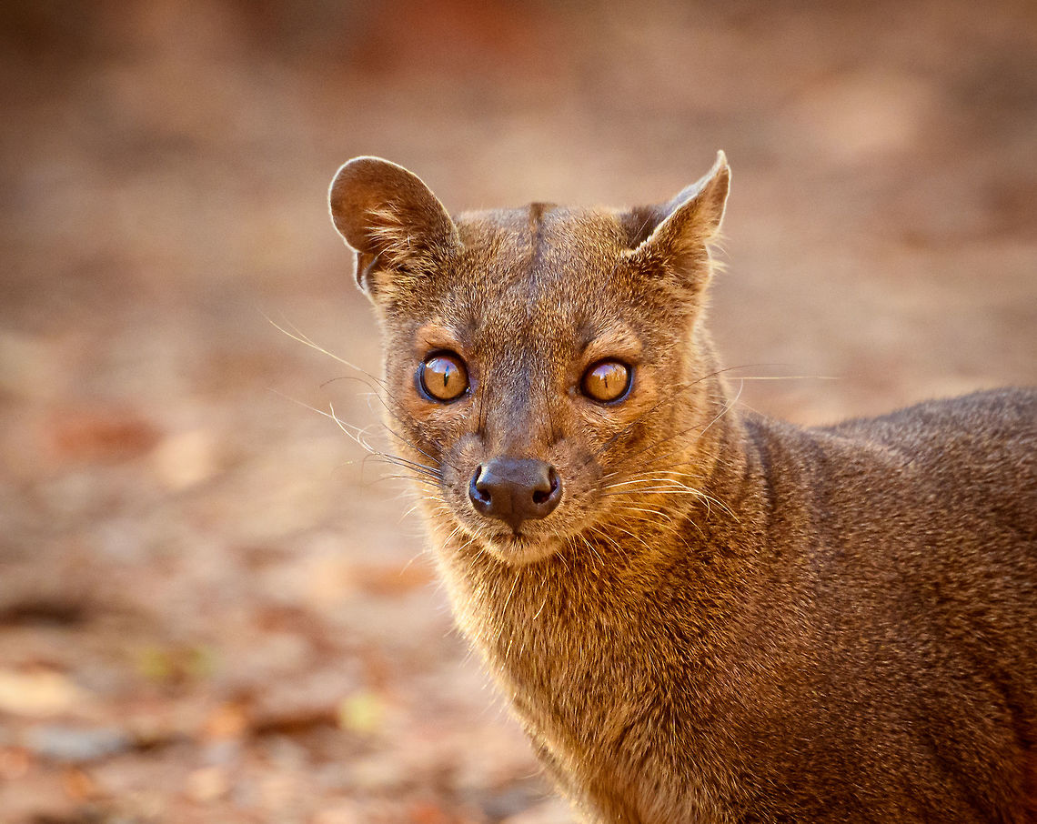 Fossa portrait - 2, Kirindy Reserve, Madagascar Before we were about to start a morning hike in Kirindy, Henriette spotted this Fossa near our lodge. I went into pursuit and was close to losing it when the Fossa bumped into other tourists, forcing it back in my direction. Note that at Kirindy, the Fossa is common to see as it is somewhat domesticated. In the wild you are unlikely to ever see one. They are widespread throughout Madagascar, yet typically local populations are small.<br />
<br />
The Fossa is Madagascar's top mammalian predator. It has an interesting taxonomy. Despite its cat-like appearance, it is believed to be more closely related to the mongoose family:<br />
<a href="https://www.jungledragon.com/wildlife/browse/animalia/chordata/mammalia/carnivora/eupleridae" rel="nofollow">https://www.jungledragon.com/wildlife/browse/animalia/chordata/mammalia/carnivora/eupleridae</a><br />
<br />
It's an iconic species typical of Madagascar, there isn't a comparable species anywhere else. <br />
<br />
The most impressive fact about the Fossa is that over 50% of their diet consists of lemurs. Surprising a lemur in the canopy, who have keen senses and are always on watch, takes an extraordinary skill. For this purpose, the Fossa has flexible ankles, which allow it to climb up and down, as well as jump between trees. Although rare, there have been reports of multiple Fossas cooperating in a hunt, evidence here:<br />
<section class="video"><iframe width="448" height="282" src="https://www.youtube-nocookie.com/embed/vpwM-K2TRR4?hd=1&autoplay=0&rel=0" frameborder="0" allowfullscreen></iframe></section><br />
Well, some may consider another fact even more impressive: the male of the Fossa at times can be considered a five-legged animal as it has an unusually large penis that may reach up to its front legs when erect. Not only is it huge, it's also spiny. The female has equally strange genitalia, it grows an enlarged, penis-like clitoris that is also spiny. This clitoris reduces in size as she ages, it is believed that during the female's first years, this masculization helps her against harassment by young males. The Fossa is the only known species in the world where this process occurs without hormones being involved.<br />
<br />
Despite being the top predator of Madagascar, one does not have to be terrified when seeing one. It's best described as an oversized, very muscular cat. Surely it can do significant damage when provoked, but it's unlikely to be a life threatening encounter. Fossas typically will not grow beyond about 10kg of weight. <br />
<br />
Now extinct, there once was a second species of Fossa: Cryptoprocta spelea, or Giant Fossa. It was almost identicial yet twice as large or heavy. The extra size likely was needed to hunt the Giant lemurs of Madagascar, which have also gone exctinct. Check out this illustration:<br />
<a href="https://www.researchgate.net/profile/Simon_Bearder/publication/262067793/figure/fig3/AS:669429562081292@1536615853540/Some-subfossil-lemur-species-with-extant-Indri-one-of-the-two-largest-living-lemurs.png" rel="nofollow">https://www.researchgate.net/profile/Simon_Bearder/publication/262067793/figure/fig3/AS:669429562081292@1536615853540/Some-subfossil-lemur-species-with-extant-Indri-one-of-the-two-largest-living-lemurs.png</a><br />
<br />
The Indri (in black) is the only species in the illustration still extant, and currently the largest species of lemur. <br />
<br />
<figure class="photo"><a href="https://www.jungledragon.com/image/83032/fossa_portrait_-_1_kirindy_reserve_madagascar.html" title="Fossa portrait - 1, Kirindy Reserve, Madagascar"><img src="https://s3.amazonaws.com/media.jungledragon.com/images/2/83032_thumb.jpg?AWSAccessKeyId=05GMT0V3GWVNE7GGM1R2&Expires=1770854410&Signature=tzYW1JB8GPF%2BPJLGredUKC%2BbxXI%3D" width="200" height="200" alt="Fossa portrait - 1, Kirindy Reserve, Madagascar Before we were about to start a morning hike in Kirindy, Henriette spotted this Fossa near our lodge. I went into pursuit and was close to losing it when the Fossa bumped into other tourists, forcing it back in my direction. Note that at Kirindy, the Fossa is common to see as it is somewhat domesticated. In the wild you are unlikely to ever see one. They are widespread throughout Madagascar, yet typically local populations are small.<br />
<br />
The Fossa is Madagascar's top mammalian predator. It has an interesting taxonomy. Despite its cat-like appearance, it is believed to be more closely related to the mongoose family:<br />
https://www.jungledragon.com/wildlife/browse/animalia/chordata/mammalia/carnivora/eupleridae<br />
<br />
It's an iconic species typical of Madagascar, there isn't a comparable species anywhere else. <br />
<br />
The most impressive fact about the Fossa is that over 50% of their diet consists of lemurs. Surprising a lemur in the canopy, who have keen senses and are always on watch, takes an extraordinary skill. For this purpose, the Fossa has flexible ankles, which allow it to climb up and down, as well as jump between trees. Although rare, there have been reports of multiple Fossas cooperating in a hunt, evidence here:<br />
https://www.youtube.com/watch?v=vpwM-K2TRR4<br />
Well, some may consider another fact even more impressive: the male of the Fossa at times can be considered a five-legged animal as it has an unusually large penis that may reach up to its front legs when erect. Not only is it huge, it's also spiny. The female has equally strange genitalia, it grows an enlarged, penis-like clitoris that is also spiny. This clitoris reduces in size as she ages, it is believed that during the female's first years, this masculization helps her against harassment by young males. The Fossa is the only known species in the world where this process occurs without hormones being involved.<br />
<br />
Despite being the top predator of Madagascar, one does not have to be terrified when seeing one. It's best described as an oversized, very muscular cat. Surely it can do significant damage when provoked, but it's unlikely to be a life threatening encounter. Fossas typically will not grow beyond about 10kg of weight. <br />
<br />
Now extinct, there once was a second species of Fossa: Cryptoprocta spelea, or Giant Fossa. It was almost identicial yet twice as large or heavy. The extra size likely was needed to hunt the Giant lemurs of Madagascar, which have also gone exctinct. Check out this illustration:<br />
https://www.researchgate.net/profile/Simon_Bearder/publication/262067793/figure/fig3/AS:669429562081292@1536615853540/Some-subfossil-lemur-species-with-extant-Indri-one-of-the-two-largest-living-lemurs.png<br />
<br />
The Indri (in black) is the only species in the illustration still extant, and currently the largest species of lemur. <br />
<br />
https://www.jungledragon.com/image/83033/fossa_portrait_-_2_kirindy_reserve_madagascar.html<br />
https://www.jungledragon.com/image/83034/fossa_full_body_kirindy_reserve_madagascar.html<br />
https://www.jungledragon.com/image/83035/fossa_portrait_-_3_kirindy_reserve_madagascar.html<br />
https://www.jungledragon.com/image/83036/fossa_sunbathing_kirindy_reserve_madagascar.html<br />
https://www.jungledragon.com/image/83037/fossa_sunbathing_-_closeup_kirindy_reserve_madagascar.html<br />
https://www.youtube.com/watch?v=hv9VOY2H61Y Africa,Cryptoprocta ferox,Fossa,Geotagged,Kirindy Reserve,Madagascar,Madagascar 2019,Winter,World" /></a></figure><br />
<figure class="photo"><a href="https://www.jungledragon.com/image/83034/fossa_full_body_kirindy_reserve_madagascar.html" title="Fossa full body, Kirindy Reserve, Madagascar"><img src="https://s3.amazonaws.com/media.jungledragon.com/images/2/83034_thumb.jpg?AWSAccessKeyId=05GMT0V3GWVNE7GGM1R2&Expires=1770854410&Signature=Rvd74YZx55fohLfe14dSxcXBdEE%3D" width="200" height="134" alt="Fossa full body, Kirindy Reserve, Madagascar Before we were about to start a morning hike in Kirindy, Henriette spotted this Fossa near our lodge. I went into pursuit and was close to losing it when the Fossa bumped into other tourists, forcing it back in my direction. Note that at Kirindy, the Fossa is common to see as it is somewhat domesticated. In the wild you are unlikely to ever see one. They are widespread throughout Madagascar, yet typically local populations are small.<br />
<br />
The Fossa is Madagascar's top mammalian predator. It has an interesting taxonomy. Despite its cat-like appearance, it is believed to be more closely related to the mongoose family:<br />
https://www.jungledragon.com/wildlife/browse/animalia/chordata/mammalia/carnivora/eupleridae<br />
<br />
It's an iconic species typical of Madagascar, there isn't a comparable species anywhere else. <br />
<br />
The most impressive fact about the Fossa is that over 50% of their diet consists of lemurs. Surprising a lemur in the canopy, who have keen senses and are always on watch, takes an extraordinary skill. For this purpose, the Fossa has flexible ankles, which allow it to climb up and down, as well as jump between trees. Although rare, there have been reports of multiple Fossas cooperating in a hunt, evidence here:<br />
https://www.youtube.com/watch?v=vpwM-K2TRR4<br />
Well, some may consider another fact even more impressive: the male of the Fossa at times can be considered a five-legged animal as it has an unusually large penis that may reach up to its front legs when erect. Not only is it huge, it's also spiny. The female has equally strange genitalia, it grows an enlarged, penis-like clitoris that is also spiny. This clitoris reduces in size as she ages, it is believed that during the female's first years, this masculization helps her against harassment by young males. The Fossa is the only known species in the world where this process occurs without hormones being involved.<br />
<br />
Despite being the top predator of Madagascar, one does not have to be terrified when seeing one. It's best described as an oversized, very muscular cat. Surely it can do significant damage when provoked, but it's unlikely to be a life threatening encounter. Fossas typically will not grow beyond about 10kg of weight. <br />
<br />
Now extinct, there once was a second species of Fossa: Cryptoprocta spelea, or Giant Fossa. It was almost identicial yet twice as large or heavy. The extra size likely was needed to hunt the Giant lemurs of Madagascar, which have also gone exctinct. Check out this illustration:<br />
https://www.researchgate.net/profile/Simon_Bearder/publication/262067793/figure/fig3/AS:669429562081292@1536615853540/Some-subfossil-lemur-species-with-extant-Indri-one-of-the-two-largest-living-lemurs.png<br />
<br />
The Indri (in black) is the only species in the illustration still extant, and currently the largest species of lemur. <br />
<br />
https://www.jungledragon.com/image/83032/fossa_portrait_-_1_kirindy_reserve_madagascar.html<br />
https://www.jungledragon.com/image/83033/fossa_portrait_-_2_kirindy_reserve_madagascar.html<br />
https://www.jungledragon.com/image/83035/fossa_portrait_-_3_kirindy_reserve_madagascar.html<br />
https://www.jungledragon.com/image/83036/fossa_sunbathing_kirindy_reserve_madagascar.html<br />
https://www.jungledragon.com/image/83037/fossa_sunbathing_-_closeup_kirindy_reserve_madagascar.html<br />
https://www.youtube.com/watch?v=hv9VOY2H61Y Africa,Cryptoprocta ferox,Fossa,Geotagged,Kirindy Reserve,Madagascar,Madagascar 2019,Winter,World" /></a></figure><br />
<figure class="photo"><a href="https://www.jungledragon.com/image/83035/fossa_portrait_-_3_kirindy_reserve_madagascar.html" title="Fossa portrait - 3, Kirindy Reserve, Madagascar"><img src="https://s3.amazonaws.com/media.jungledragon.com/images/2/83035_thumb.jpg?AWSAccessKeyId=05GMT0V3GWVNE7GGM1R2&Expires=1770854410&Signature=mJj1b1akIQynUyMG62X3qkYVv4U%3D" width="200" height="200" alt="Fossa portrait - 3, Kirindy Reserve, Madagascar Before we were about to start a morning hike in Kirindy, Henriette spotted this Fossa near our lodge. I went into pursuit and was close to losing it when the Fossa bumped into other tourists, forcing it back in my direction. Note that at Kirindy, the Fossa is common to see as it is somewhat domesticated. In the wild you are unlikely to ever see one. They are widespread throughout Madagascar, yet typically local populations are small.<br />
<br />
The Fossa is Madagascar's top mammalian predator. It has an interesting taxonomy. Despite its cat-like appearance, it is believed to be more closely related to the mongoose family:<br />
https://www.jungledragon.com/wildlife/browse/animalia/chordata/mammalia/carnivora/eupleridae<br />
<br />
It's an iconic species typical of Madagascar, there isn't a comparable species anywhere else. <br />
<br />
The most impressive fact about the Fossa is that over 50% of their diet consists of lemurs. Surprising a lemur in the canopy, who have keen senses and are always on watch, takes an extraordinary skill. For this purpose, the Fossa has flexible ankles, which allow it to climb up and down, as well as jump between trees. Although rare, there have been reports of multiple Fossas cooperating in a hunt, evidence here:<br />
https://www.youtube.com/watch?v=vpwM-K2TRR4<br />
Well, some may consider another fact even more impressive: the male of the Fossa at times can be considered a five-legged animal as it has an unusually large penis that may reach up to its front legs when erect. Not only is it huge, it's also spiny. The female has equally strange genitalia, it grows an enlarged, penis-like clitoris that is also spiny. This clitoris reduces in size as she ages, it is believed that during the female's first years, this masculization helps her against harassment by young males. The Fossa is the only known species in the world where this process occurs without hormones being involved.<br />
<br />
Despite being the top predator of Madagascar, one does not have to be terrified when seeing one. It's best described as an oversized, very muscular cat. Surely it can do significant damage when provoked, but it's unlikely to be a life threatening encounter. Fossas typically will not grow beyond about 10kg of weight. <br />
<br />
Now extinct, there once was a second species of Fossa: Cryptoprocta spelea, or Giant Fossa. It was almost identicial yet twice as large or heavy. The extra size likely was needed to hunt the Giant lemurs of Madagascar, which have also gone exctinct. Check out this illustration:<br />
https://www.researchgate.net/profile/Simon_Bearder/publication/262067793/figure/fig3/AS:669429562081292@1536615853540/Some-subfossil-lemur-species-with-extant-Indri-one-of-the-two-largest-living-lemurs.png<br />
<br />
The Indri (in black) is the only species in the illustration still extant, and currently the largest species of lemur. <br />
<br />
https://www.jungledragon.com/image/83032/fossa_portrait_-_1_kirindy_reserve_madagascar.html<br />
https://www.jungledragon.com/image/83033/fossa_portrait_-_2_kirindy_reserve_madagascar.html<br />
https://www.jungledragon.com/image/83034/fossa_full_body_kirindy_reserve_madagascar.html<br />
https://www.jungledragon.com/image/83036/fossa_sunbathing_kirindy_reserve_madagascar.html<br />
https://www.jungledragon.com/image/83037/fossa_sunbathing_-_closeup_kirindy_reserve_madagascar.html<br />
https://www.youtube.com/watch?v=hv9VOY2H61Y Africa,Cryptoprocta ferox,Fossa,Geotagged,Kirindy Reserve,Madagascar,Madagascar 2019,Winter,World" /></a></figure><br />
<figure class="photo"><a href="https://www.jungledragon.com/image/83036/fossa_sunbathing_kirindy_reserve_madagascar.html" title="Fossa sunbathing, Kirindy Reserve, Madagascar"><img src="https://s3.amazonaws.com/media.jungledragon.com/images/2/83036_thumb.jpg?AWSAccessKeyId=05GMT0V3GWVNE7GGM1R2&Expires=1770854410&Signature=KltVUSmMYsEkTt0kHasi7rXxJuE%3D" width="200" height="162" alt="Fossa sunbathing, Kirindy Reserve, Madagascar Before we were about to start a morning hike in Kirindy, Henriette spotted this Fossa near our lodge. I went into pursuit and was close to losing it when the Fossa bumped into other tourists, forcing it back in my direction. Note that at Kirindy, the Fossa is common to see as it is somewhat domesticated. In the wild you are unlikely to ever see one. They are widespread throughout Madagascar, yet typically local populations are small.<br />
<br />
The Fossa is Madagascar's top mammalian predator. It has an interesting taxonomy. Despite its cat-like appearance, it is believed to be more closely related to the mongoose family:<br />
https://www.jungledragon.com/wildlife/browse/animalia/chordata/mammalia/carnivora/eupleridae<br />
<br />
It's an iconic species typical of Madagascar, there isn't a comparable species anywhere else. <br />
<br />
The most impressive fact about the Fossa is that over 50% of their diet consists of lemurs. Surprising a lemur in the canopy, who have keen senses and are always on watch, takes an extraordinary skill. For this purpose, the Fossa has flexible ankles, which allow it to climb up and down, as well as jump between trees. Although rare, there have been reports of multiple Fossas cooperating in a hunt, evidence here:<br />
https://www.youtube.com/watch?v=vpwM-K2TRR4<br />
Well, some may consider another fact even more impressive: the male of the Fossa at times can be considered a five-legged animal as it has an unusually large penis that may reach up to its front legs when erect. Not only is it huge, it's also spiny. The female has equally strange genitalia, it grows an enlarged, penis-like clitoris that is also spiny. This clitoris reduces in size as she ages, it is believed that during the female's first years, this masculization helps her against harassment by young males. The Fossa is the only known species in the world where this process occurs without hormones being involved.<br />
<br />
Despite being the top predator of Madagascar, one does not have to be terrified when seeing one. It's best described as an oversized, very muscular cat. Surely it can do significant damage when provoked, but it's unlikely to be a life threatening encounter. Fossas typically will not grow beyond about 10kg of weight. <br />
<br />
Now extinct, there once was a second species of Fossa: Cryptoprocta spelea, or Giant Fossa. It was almost identicial yet twice as large or heavy. The extra size likely was needed to hunt the Giant lemurs of Madagascar, which have also gone exctinct. Check out this illustration:<br />
https://www.researchgate.net/profile/Simon_Bearder/publication/262067793/figure/fig3/AS:669429562081292@1536615853540/Some-subfossil-lemur-species-with-extant-Indri-one-of-the-two-largest-living-lemurs.png<br />
<br />
The Indri (in black) is the only species in the illustration still extant, and currently the largest species of lemur. <br />
<br />
https://www.jungledragon.com/image/83032/fossa_portrait_-_1_kirindy_reserve_madagascar.html<br />
https://www.jungledragon.com/image/83033/fossa_portrait_-_2_kirindy_reserve_madagascar.html<br />
https://www.jungledragon.com/image/83034/fossa_full_body_kirindy_reserve_madagascar.html<br />
https://www.jungledragon.com/image/83035/fossa_portrait_-_3_kirindy_reserve_madagascar.html<br />
https://www.jungledragon.com/image/83037/fossa_sunbathing_-_closeup_kirindy_reserve_madagascar.html<br />
https://www.youtube.com/watch?v=hv9VOY2H61Y Africa,Cryptoprocta ferox,Fossa,Kirindy Reserve,Madagascar,Madagascar 2019,World" /></a></figure><br />
<figure class="photo"><a href="https://www.jungledragon.com/image/83037/fossa_sunbathing_-_closeup_kirindy_reserve_madagascar.html" title="Fossa sunbathing - closeup, Kirindy Reserve, Madagascar"><img src="https://s3.amazonaws.com/media.jungledragon.com/images/2/83037_thumb.jpg?AWSAccessKeyId=05GMT0V3GWVNE7GGM1R2&Expires=1770854410&Signature=yjdlBYsjVRKCtGbzCcAuGoiC9Lg%3D" width="200" height="146" alt="Fossa sunbathing - closeup, Kirindy Reserve, Madagascar Before we were about to start a morning hike in Kirindy, Henriette spotted this Fossa near our lodge. I went into pursuit and was close to losing it when the Fossa bumped into other tourists, forcing it back in my direction. Note that at Kirindy, the Fossa is common to see as it is somewhat domesticated. In the wild you are unlikely to ever see one. They are widespread throughout Madagascar, yet typically local populations are small.<br />
<br />
The Fossa is Madagascar's top mammalian predator. It has an interesting taxonomy. Despite its cat-like appearance, it is believed to be more closely related to the mongoose family:<br />
https://www.jungledragon.com/wildlife/browse/animalia/chordata/mammalia/carnivora/eupleridae<br />
<br />
It's an iconic species typical of Madagascar, there isn't a comparable species anywhere else. <br />
<br />
The most impressive fact about the Fossa is that over 50% of their diet consists of lemurs. Surprising a lemur in the canopy, who have keen senses and are always on watch, takes an extraordinary skill. For this purpose, the Fossa has flexible ankles, which allow it to climb up and down, as well as jump between trees. Although rare, there have been reports of multiple Fossas cooperating in a hunt, evidence here:<br />
https://www.youtube.com/watch?v=vpwM-K2TRR4<br />
Well, some may consider another fact even more impressive: the male of the Fossa at times can be considered a five-legged animal as it has an unusually large penis that may reach up to its front legs when erect. Not only is it huge, it's also spiny. The female has equally strange genitalia, it grows an enlarged, penis-like clitoris that is also spiny. This clitoris reduces in size as she ages, it is believed that during the female's first years, this masculization helps her against harassment by young males. The Fossa is the only known species in the world where this process occurs without hormones being involved.<br />
<br />
Despite being the top predator of Madagascar, one does not have to be terrified when seeing one. It's best described as an oversized, very muscular cat. Surely it can do significant damage when provoked, but it's unlikely to be a life threatening encounter. Fossas typically will not grow beyond about 10kg of weight. <br />
<br />
Now extinct, there once was a second species of Fossa: Cryptoprocta spelea, or Giant Fossa. It was almost identicial yet twice as large or heavy. The extra size likely was needed to hunt the Giant lemurs of Madagascar, which have also gone exctinct. Check out this illustration:<br />
https://www.researchgate.net/profile/Simon_Bearder/publication/262067793/figure/fig3/AS:669429562081292@1536615853540/Some-subfossil-lemur-species-with-extant-Indri-one-of-the-two-largest-living-lemurs.png<br />
<br />
The Indri (in black) is the only species in the illustration still extant, and currently the largest species of lemur. <br />
<br />
https://www.jungledragon.com/image/83032/fossa_portrait_-_1_kirindy_reserve_madagascar.html<br />
https://www.jungledragon.com/image/83033/fossa_portrait_-_2_kirindy_reserve_madagascar.html<br />
https://www.jungledragon.com/image/83034/fossa_full_body_kirindy_reserve_madagascar.html<br />
https://www.jungledragon.com/image/83035/fossa_portrait_-_3_kirindy_reserve_madagascar.html<br />
https://www.jungledragon.com/image/83036/fossa_sunbathing_kirindy_reserve_madagascar.html<br />
https://www.youtube.com/watch?v=hv9VOY2H61Y Africa,Cryptoprocta ferox,Fossa,Kirindy Reserve,Madagascar,Madagascar 2019,World" /></a></figure><br />
<section class="video"><iframe width="448" height="282" src="https://www.youtube-nocookie.com/embed/hv9VOY2H61Y?hd=1&autoplay=0&rel=0" frameborder="0" allowfullscreen></iframe></section> Africa,Cryptoprocta ferox,Fossa,Kirindy Reserve,Madagascar,Madagascar 2019,World