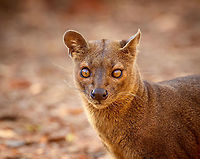 Fossa portrait - 2, Kirindy Reserve, Madagascar Before we were about to start a morning hike in Kirindy, Henriette spotted this Fossa near our lodge. I went into pursuit and was close to losing it when the Fossa bumped into other tourists, forcing it back in my direction. Note that at Kirindy, the Fossa is common to see as it is somewhat domesticated. In the wild you are unlikely to ever see one. They are widespread throughout Madagascar, yet typically local populations are small.<br />
<br />
The Fossa is Madagascar's top mammalian predator. It has an interesting taxonomy. Despite its cat-like appearance, it is believed to be more closely related to the mongoose family:<br />
https://www.jungledragon.com/wildlife/browse/animalia/chordata/mammalia/carnivora/eupleridae<br />
<br />
It's an iconic species typical of Madagascar, there isn't a comparable species anywhere else. <br />
<br />
The most impressive fact about the Fossa is that over 50% of their diet consists of lemurs. Surprising a lemur in the canopy, who have keen senses and are always on watch, takes an extraordinary skill. For this purpose, the Fossa has flexible ankles, which allow it to climb up and down, as well as jump between trees. Although rare, there have been reports of multiple Fossas cooperating in a hunt, evidence here:<br />
https://www.youtube.com/watch?v=vpwM-K2TRR4<br />
Well, some may consider another fact even more impressive: the male of the Fossa at times can be considered a five-legged animal as it has an unusually large penis that may reach up to its front legs when erect. Not only is it huge, it's also spiny. The female has equally strange genitalia, it grows an enlarged, penis-like clitoris that is also spiny. This clitoris reduces in size as she ages, it is believed that during the female's first years, this masculization helps her against harassment by young males. The Fossa is the only known species in the world where this process occurs without hormones being involved.<br />
<br />
Despite being the top predator of Madagascar, one does not have to be terrified when seeing one. It's best described as an oversized, very muscular cat. Surely it can do significant damage when provoked, but it's unlikely to be a life threatening encounter. Fossas typically will not grow beyond about 10kg of weight. <br />
<br />
Now extinct, there once was a second species of Fossa: Cryptoprocta spelea, or Giant Fossa. It was almost identicial yet twice as large or heavy. The extra size likely was needed to hunt the Giant lemurs of Madagascar, which have also gone exctinct. Check out this illustration:<br />
https://www.researchgate.net/profile/Simon_Bearder/publication/262067793/figure/fig3/AS:669429562081292@1536615853540/Some-subfossil-lemur-species-with-extant-Indri-one-of-the-two-largest-living-lemurs.png<br />
<br />
The Indri (in black) is the only species in the illustration still extant, and currently the largest species of lemur. <br />
<br />
https://www.jungledragon.com/image/83032/fossa_portrait_-_1_kirindy_reserve_madagascar.html<br />
https://www.jungledragon.com/image/83034/fossa_full_body_kirindy_reserve_madagascar.html<br />
https://www.jungledragon.com/image/83035/fossa_portrait_-_3_kirindy_reserve_madagascar.html<br />
https://www.jungledragon.com/image/83036/fossa_sunbathing_kirindy_reserve_madagascar.html<br />
https://www.jungledragon.com/image/83037/fossa_sunbathing_-_closeup_kirindy_reserve_madagascar.html<br />
https://www.youtube.com/watch?v=hv9VOY2H61Y Africa,Cryptoprocta ferox,Fossa,Kirindy Reserve,Madagascar,Madagascar 2019,World