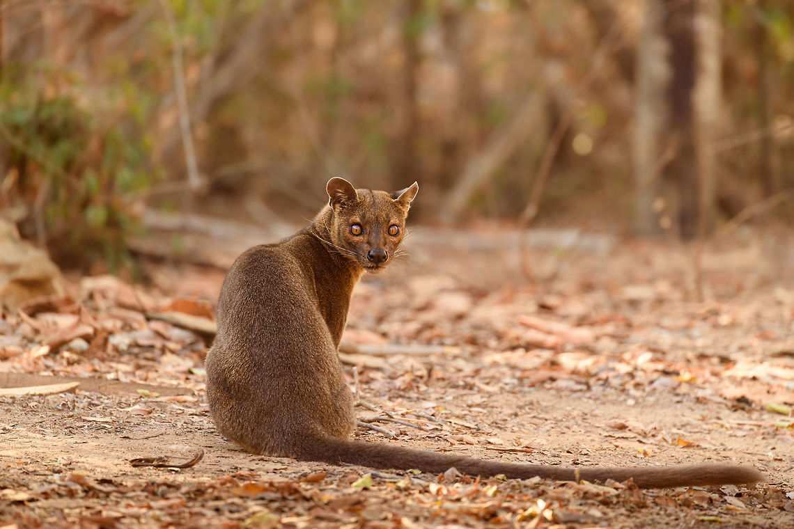 Fossa full body, Kirindy Reserve, Madagascar Before we were about to start a morning hike in Kirindy, Henriette spotted this Fossa near our lodge. I went into pursuit and was close to losing it when the Fossa bumped into other tourists, forcing it back in my direction. Note that at Kirindy, the Fossa is common to see as it is somewhat domesticated. In the wild you are unlikely to ever see one. They are widespread throughout Madagascar, yet typically local populations are small.<br />
<br />
The Fossa is Madagascar&#039;s top mammalian predator. It has an interesting taxonomy. Despite its cat-like appearance, it is believed to be more closely related to the mongoose family:<br />
<a href="https://www.jungledragon.com/wildlife/browse/animalia/chordata/mammalia/carnivora/eupleridae" rel="nofollow">https://www.jungledragon.com/wildlife/browse/animalia/chordata/mammalia/carnivora/eupleridae</a><br />
<br />
It&#039;s an iconic species typical of Madagascar, there isn&#039;t a comparable species anywhere else. <br />
<br />
The most impressive fact about the Fossa is that over 50% of their diet consists of lemurs. Surprising a lemur in the canopy, who have keen senses and are always on watch, takes an extraordinary skill. For this purpose, the Fossa has flexible ankles, which allow it to climb up and down, as well as jump between trees. Although rare, there have been reports of multiple Fossas cooperating in a hunt, evidence here:<br />
<section class="video"><iframe width="448" height="282" src="https://www.youtube-nocookie.com/embed/vpwM-K2TRR4?hd=1&autoplay=0&rel=0" frameborder="0" allowfullscreen></iframe></section><br />
Well, some may consider another fact even more impressive: the male of the Fossa at times can be considered a five-legged animal as it has an unusually large penis that may reach up to its front legs when erect. Not only is it huge, it&#039;s also spiny. The female has equally strange genitalia, it grows an enlarged, penis-like clitoris that is also spiny. This clitoris reduces in size as she ages, it is believed that during the female&#039;s first years, this masculization helps her against harassment by young males. The Fossa is the only known species in the world where this process occurs without hormones being involved.<br />
<br />
Despite being the top predator of Madagascar, one does not have to be terrified when seeing one. It&#039;s best described as an oversized, very muscular cat. Surely it can do significant damage when provoked, but it&#039;s unlikely to be a life threatening encounter. Fossas typically will not grow beyond about 10kg of weight. <br />
<br />
Now extinct, there once was a second species of Fossa: Cryptoprocta spelea, or Giant Fossa. It was almost identicial yet twice as large or heavy. The extra size likely was needed to hunt the Giant lemurs of Madagascar, which have also gone exctinct. Check out this illustration:<br />
<a href="https://www.researchgate.net/profile/Simon_Bearder/publication/262067793/figure/fig3/AS:669429562081292@1536615853540/Some-subfossil-lemur-species-with-extant-Indri-one-of-the-two-largest-living-lemurs.png" rel="nofollow">https://www.researchgate.net/profile/Simon_Bearder/publication/262067793/figure/fig3/AS:669429562081292@1536615853540/Some-subfossil-lemur-species-with-extant-Indri-one-of-the-two-largest-living-lemurs.png</a><br />
<br />
The Indri (in black) is the only species in the illustration still extant, and currently the largest species of lemur. <br />
<br />
<figure class="photo"><a href="https://www.jungledragon.com/image/83032/fossa_portrait_-_1_kirindy_reserve_madagascar.html" title="Fossa portrait - 1, Kirindy Reserve, Madagascar"><img src="https://s3.amazonaws.com/media.jungledragon.com/images/2/83032_thumb.jpg?AWSAccessKeyId=05GMT0V3GWVNE7GGM1R2&Expires=1767225610&Signature=TMGld4m4k9C%2BhgQdmCKwRoAuTmA%3D" width="200" height="200" alt="Fossa portrait - 1, Kirindy Reserve, Madagascar Before we were about to start a morning hike in Kirindy, Henriette spotted this Fossa near our lodge. I went into pursuit and was close to losing it when the Fossa bumped into other tourists, forcing it back in my direction. Note that at Kirindy, the Fossa is common to see as it is somewhat domesticated. In the wild you are unlikely to ever see one. They are widespread throughout Madagascar, yet typically local populations are small.<br />
<br />
The Fossa is Madagascar&#039;s top mammalian predator. It has an interesting taxonomy. Despite its cat-like appearance, it is believed to be more closely related to the mongoose family:<br />
https://www.jungledragon.com/wildlife/browse/animalia/chordata/mammalia/carnivora/eupleridae<br />
<br />
It&#039;s an iconic species typical of Madagascar, there isn&#039;t a comparable species anywhere else. <br />
<br />
The most impressive fact about the Fossa is that over 50% of their diet consists of lemurs. Surprising a lemur in the canopy, who have keen senses and are always on watch, takes an extraordinary skill. For this purpose, the Fossa has flexible ankles, which allow it to climb up and down, as well as jump between trees. Although rare, there have been reports of multiple Fossas cooperating in a hunt, evidence here:<br />
https://www.youtube.com/watch?v=vpwM-K2TRR4<br />
Well, some may consider another fact even more impressive: the male of the Fossa at times can be considered a five-legged animal as it has an unusually large penis that may reach up to its front legs when erect. Not only is it huge, it&#039;s also spiny. The female has equally strange genitalia, it grows an enlarged, penis-like clitoris that is also spiny. This clitoris reduces in size as she ages, it is believed that during the female&#039;s first years, this masculization helps her against harassment by young males. The Fossa is the only known species in the world where this process occurs without hormones being involved.<br />
<br />
Despite being the top predator of Madagascar, one does not have to be terrified when seeing one. It&#039;s best described as an oversized, very muscular cat. Surely it can do significant damage when provoked, but it&#039;s unlikely to be a life threatening encounter. Fossas typically will not grow beyond about 10kg of weight. <br />
<br />
Now extinct, there once was a second species of Fossa: Cryptoprocta spelea, or Giant Fossa. It was almost identicial yet twice as large or heavy. The extra size likely was needed to hunt the Giant lemurs of Madagascar, which have also gone exctinct. Check out this illustration:<br />
https://www.researchgate.net/profile/Simon_Bearder/publication/262067793/figure/fig3/AS:669429562081292@1536615853540/Some-subfossil-lemur-species-with-extant-Indri-one-of-the-two-largest-living-lemurs.png<br />
<br />
The Indri (in black) is the only species in the illustration still extant, and currently the largest species of lemur. <br />
<br />
https://www.jungledragon.com/image/83033/fossa_portrait_-_2_kirindy_reserve_madagascar.html<br />
https://www.jungledragon.com/image/83034/fossa_full_body_kirindy_reserve_madagascar.html<br />
https://www.jungledragon.com/image/83035/fossa_portrait_-_3_kirindy_reserve_madagascar.html<br />
https://www.jungledragon.com/image/83036/fossa_sunbathing_kirindy_reserve_madagascar.html<br />
https://www.jungledragon.com/image/83037/fossa_sunbathing_-_closeup_kirindy_reserve_madagascar.html<br />
https://www.youtube.com/watch?v=hv9VOY2H61Y Africa,Cryptoprocta ferox,Fossa,Geotagged,Kirindy Reserve,Madagascar,Madagascar 2019,Winter,World" /></a></figure><br />
<figure class="photo"><a href="https://www.jungledragon.com/image/83033/fossa_portrait_-_2_kirindy_reserve_madagascar.html" title="Fossa portrait - 2, Kirindy Reserve, Madagascar"><img src="https://s3.amazonaws.com/media.jungledragon.com/images/2/83033_thumb.jpg?AWSAccessKeyId=05GMT0V3GWVNE7GGM1R2&Expires=1767225610&Signature=kDCi9LzvGvWLAORlQYF%2FYDct%2BaE%3D" width="200" height="160" alt="Fossa portrait - 2, Kirindy Reserve, Madagascar Before we were about to start a morning hike in Kirindy, Henriette spotted this Fossa near our lodge. I went into pursuit and was close to losing it when the Fossa bumped into other tourists, forcing it back in my direction. Note that at Kirindy, the Fossa is common to see as it is somewhat domesticated. In the wild you are unlikely to ever see one. They are widespread throughout Madagascar, yet typically local populations are small.<br />
<br />
The Fossa is Madagascar&#039;s top mammalian predator. It has an interesting taxonomy. Despite its cat-like appearance, it is believed to be more closely related to the mongoose family:<br />
https://www.jungledragon.com/wildlife/browse/animalia/chordata/mammalia/carnivora/eupleridae<br />
<br />
It&#039;s an iconic species typical of Madagascar, there isn&#039;t a comparable species anywhere else. <br />
<br />
The most impressive fact about the Fossa is that over 50% of their diet consists of lemurs. Surprising a lemur in the canopy, who have keen senses and are always on watch, takes an extraordinary skill. For this purpose, the Fossa has flexible ankles, which allow it to climb up and down, as well as jump between trees. Although rare, there have been reports of multiple Fossas cooperating in a hunt, evidence here:<br />
https://www.youtube.com/watch?v=vpwM-K2TRR4<br />
Well, some may consider another fact even more impressive: the male of the Fossa at times can be considered a five-legged animal as it has an unusually large penis that may reach up to its front legs when erect. Not only is it huge, it&#039;s also spiny. The female has equally strange genitalia, it grows an enlarged, penis-like clitoris that is also spiny. This clitoris reduces in size as she ages, it is believed that during the female&#039;s first years, this masculization helps her against harassment by young males. The Fossa is the only known species in the world where this process occurs without hormones being involved.<br />
<br />
Despite being the top predator of Madagascar, one does not have to be terrified when seeing one. It&#039;s best described as an oversized, very muscular cat. Surely it can do significant damage when provoked, but it&#039;s unlikely to be a life threatening encounter. Fossas typically will not grow beyond about 10kg of weight. <br />
<br />
Now extinct, there once was a second species of Fossa: Cryptoprocta spelea, or Giant Fossa. It was almost identicial yet twice as large or heavy. The extra size likely was needed to hunt the Giant lemurs of Madagascar, which have also gone exctinct. Check out this illustration:<br />
https://www.researchgate.net/profile/Simon_Bearder/publication/262067793/figure/fig3/AS:669429562081292@1536615853540/Some-subfossil-lemur-species-with-extant-Indri-one-of-the-two-largest-living-lemurs.png<br />
<br />
The Indri (in black) is the only species in the illustration still extant, and currently the largest species of lemur. <br />
<br />
https://www.jungledragon.com/image/83032/fossa_portrait_-_1_kirindy_reserve_madagascar.html<br />
https://www.jungledragon.com/image/83034/fossa_full_body_kirindy_reserve_madagascar.html<br />
https://www.jungledragon.com/image/83035/fossa_portrait_-_3_kirindy_reserve_madagascar.html<br />
https://www.jungledragon.com/image/83036/fossa_sunbathing_kirindy_reserve_madagascar.html<br />
https://www.jungledragon.com/image/83037/fossa_sunbathing_-_closeup_kirindy_reserve_madagascar.html<br />
https://www.youtube.com/watch?v=hv9VOY2H61Y Africa,Cryptoprocta ferox,Fossa,Kirindy Reserve,Madagascar,Madagascar 2019,World" /></a></figure><br />
<figure class="photo"><a href="https://www.jungledragon.com/image/83035/fossa_portrait_-_3_kirindy_reserve_madagascar.html" title="Fossa portrait - 3, Kirindy Reserve, Madagascar"><img src="https://s3.amazonaws.com/media.jungledragon.com/images/2/83035_thumb.jpg?AWSAccessKeyId=05GMT0V3GWVNE7GGM1R2&Expires=1767225610&Signature=NB9nAJou2NBwmgQ56Dxz%2FBZoHFc%3D" width="200" height="200" alt="Fossa portrait - 3, Kirindy Reserve, Madagascar Before we were about to start a morning hike in Kirindy, Henriette spotted this Fossa near our lodge. I went into pursuit and was close to losing it when the Fossa bumped into other tourists, forcing it back in my direction. Note that at Kirindy, the Fossa is common to see as it is somewhat domesticated. In the wild you are unlikely to ever see one. They are widespread throughout Madagascar, yet typically local populations are small.<br />
<br />
The Fossa is Madagascar&#039;s top mammalian predator. It has an interesting taxonomy. Despite its cat-like appearance, it is believed to be more closely related to the mongoose family:<br />
https://www.jungledragon.com/wildlife/browse/animalia/chordata/mammalia/carnivora/eupleridae<br />
<br />
It&#039;s an iconic species typical of Madagascar, there isn&#039;t a comparable species anywhere else. <br />
<br />
The most impressive fact about the Fossa is that over 50% of their diet consists of lemurs. Surprising a lemur in the canopy, who have keen senses and are always on watch, takes an extraordinary skill. For this purpose, the Fossa has flexible ankles, which allow it to climb up and down, as well as jump between trees. Although rare, there have been reports of multiple Fossas cooperating in a hunt, evidence here:<br />
https://www.youtube.com/watch?v=vpwM-K2TRR4<br />
Well, some may consider another fact even more impressive: the male of the Fossa at times can be considered a five-legged animal as it has an unusually large penis that may reach up to its front legs when erect. Not only is it huge, it&#039;s also spiny. The female has equally strange genitalia, it grows an enlarged, penis-like clitoris that is also spiny. This clitoris reduces in size as she ages, it is believed that during the female&#039;s first years, this masculization helps her against harassment by young males. The Fossa is the only known species in the world where this process occurs without hormones being involved.<br />
<br />
Despite being the top predator of Madagascar, one does not have to be terrified when seeing one. It&#039;s best described as an oversized, very muscular cat. Surely it can do significant damage when provoked, but it&#039;s unlikely to be a life threatening encounter. Fossas typically will not grow beyond about 10kg of weight. <br />
<br />
Now extinct, there once was a second species of Fossa: Cryptoprocta spelea, or Giant Fossa. It was almost identicial yet twice as large or heavy. The extra size likely was needed to hunt the Giant lemurs of Madagascar, which have also gone exctinct. Check out this illustration:<br />
https://www.researchgate.net/profile/Simon_Bearder/publication/262067793/figure/fig3/AS:669429562081292@1536615853540/Some-subfossil-lemur-species-with-extant-Indri-one-of-the-two-largest-living-lemurs.png<br />
<br />
The Indri (in black) is the only species in the illustration still extant, and currently the largest species of lemur. <br />
<br />
https://www.jungledragon.com/image/83032/fossa_portrait_-_1_kirindy_reserve_madagascar.html<br />
https://www.jungledragon.com/image/83033/fossa_portrait_-_2_kirindy_reserve_madagascar.html<br />
https://www.jungledragon.com/image/83034/fossa_full_body_kirindy_reserve_madagascar.html<br />
https://www.jungledragon.com/image/83036/fossa_sunbathing_kirindy_reserve_madagascar.html<br />
https://www.jungledragon.com/image/83037/fossa_sunbathing_-_closeup_kirindy_reserve_madagascar.html<br />
https://www.youtube.com/watch?v=hv9VOY2H61Y Africa,Cryptoprocta ferox,Fossa,Geotagged,Kirindy Reserve,Madagascar,Madagascar 2019,Winter,World" /></a></figure><br />
<figure class="photo"><a href="https://www.jungledragon.com/image/83036/fossa_sunbathing_kirindy_reserve_madagascar.html" title="Fossa sunbathing, Kirindy Reserve, Madagascar"><img src="https://s3.amazonaws.com/media.jungledragon.com/images/2/83036_thumb.jpg?AWSAccessKeyId=05GMT0V3GWVNE7GGM1R2&Expires=1767225610&Signature=p%2FJSQQ8EdyOafYGsUuhLuJwg7QM%3D" width="200" height="162" alt="Fossa sunbathing, Kirindy Reserve, Madagascar Before we were about to start a morning hike in Kirindy, Henriette spotted this Fossa near our lodge. I went into pursuit and was close to losing it when the Fossa bumped into other tourists, forcing it back in my direction. Note that at Kirindy, the Fossa is common to see as it is somewhat domesticated. In the wild you are unlikely to ever see one. They are widespread throughout Madagascar, yet typically local populations are small.<br />
<br />
The Fossa is Madagascar&#039;s top mammalian predator. It has an interesting taxonomy. Despite its cat-like appearance, it is believed to be more closely related to the mongoose family:<br />
https://www.jungledragon.com/wildlife/browse/animalia/chordata/mammalia/carnivora/eupleridae<br />
<br />
It&#039;s an iconic species typical of Madagascar, there isn&#039;t a comparable species anywhere else. <br />
<br />
The most impressive fact about the Fossa is that over 50% of their diet consists of lemurs. Surprising a lemur in the canopy, who have keen senses and are always on watch, takes an extraordinary skill. For this purpose, the Fossa has flexible ankles, which allow it to climb up and down, as well as jump between trees. Although rare, there have been reports of multiple Fossas cooperating in a hunt, evidence here:<br />
https://www.youtube.com/watch?v=vpwM-K2TRR4<br />
Well, some may consider another fact even more impressive: the male of the Fossa at times can be considered a five-legged animal as it has an unusually large penis that may reach up to its front legs when erect. Not only is it huge, it&#039;s also spiny. The female has equally strange genitalia, it grows an enlarged, penis-like clitoris that is also spiny. This clitoris reduces in size as she ages, it is believed that during the female&#039;s first years, this masculization helps her against harassment by young males. The Fossa is the only known species in the world where this process occurs without hormones being involved.<br />
<br />
Despite being the top predator of Madagascar, one does not have to be terrified when seeing one. It&#039;s best described as an oversized, very muscular cat. Surely it can do significant damage when provoked, but it&#039;s unlikely to be a life threatening encounter. Fossas typically will not grow beyond about 10kg of weight. <br />
<br />
Now extinct, there once was a second species of Fossa: Cryptoprocta spelea, or Giant Fossa. It was almost identicial yet twice as large or heavy. The extra size likely was needed to hunt the Giant lemurs of Madagascar, which have also gone exctinct. Check out this illustration:<br />
https://www.researchgate.net/profile/Simon_Bearder/publication/262067793/figure/fig3/AS:669429562081292@1536615853540/Some-subfossil-lemur-species-with-extant-Indri-one-of-the-two-largest-living-lemurs.png<br />
<br />
The Indri (in black) is the only species in the illustration still extant, and currently the largest species of lemur. <br />
<br />
https://www.jungledragon.com/image/83032/fossa_portrait_-_1_kirindy_reserve_madagascar.html<br />
https://www.jungledragon.com/image/83033/fossa_portrait_-_2_kirindy_reserve_madagascar.html<br />
https://www.jungledragon.com/image/83034/fossa_full_body_kirindy_reserve_madagascar.html<br />
https://www.jungledragon.com/image/83035/fossa_portrait_-_3_kirindy_reserve_madagascar.html<br />
https://www.jungledragon.com/image/83037/fossa_sunbathing_-_closeup_kirindy_reserve_madagascar.html<br />
https://www.youtube.com/watch?v=hv9VOY2H61Y Africa,Cryptoprocta ferox,Fossa,Kirindy Reserve,Madagascar,Madagascar 2019,World" /></a></figure><br />
<figure class="photo"><a href="https://www.jungledragon.com/image/83037/fossa_sunbathing_-_closeup_kirindy_reserve_madagascar.html" title="Fossa sunbathing - closeup, Kirindy Reserve, Madagascar"><img src="https://s3.amazonaws.com/media.jungledragon.com/images/2/83037_thumb.jpg?AWSAccessKeyId=05GMT0V3GWVNE7GGM1R2&Expires=1767225610&Signature=G52p0o8L0tY6dIT%2BqQxH52NMj%2Fo%3D" width="200" height="146" alt="Fossa sunbathing - closeup, Kirindy Reserve, Madagascar Before we were about to start a morning hike in Kirindy, Henriette spotted this Fossa near our lodge. I went into pursuit and was close to losing it when the Fossa bumped into other tourists, forcing it back in my direction. Note that at Kirindy, the Fossa is common to see as it is somewhat domesticated. In the wild you are unlikely to ever see one. They are widespread throughout Madagascar, yet typically local populations are small.<br />
<br />
The Fossa is Madagascar&#039;s top mammalian predator. It has an interesting taxonomy. Despite its cat-like appearance, it is believed to be more closely related to the mongoose family:<br />
https://www.jungledragon.com/wildlife/browse/animalia/chordata/mammalia/carnivora/eupleridae<br />
<br />
It&#039;s an iconic species typical of Madagascar, there isn&#039;t a comparable species anywhere else. <br />
<br />
The most impressive fact about the Fossa is that over 50% of their diet consists of lemurs. Surprising a lemur in the canopy, who have keen senses and are always on watch, takes an extraordinary skill. For this purpose, the Fossa has flexible ankles, which allow it to climb up and down, as well as jump between trees. Although rare, there have been reports of multiple Fossas cooperating in a hunt, evidence here:<br />
https://www.youtube.com/watch?v=vpwM-K2TRR4<br />
Well, some may consider another fact even more impressive: the male of the Fossa at times can be considered a five-legged animal as it has an unusually large penis that may reach up to its front legs when erect. Not only is it huge, it&#039;s also spiny. The female has equally strange genitalia, it grows an enlarged, penis-like clitoris that is also spiny. This clitoris reduces in size as she ages, it is believed that during the female&#039;s first years, this masculization helps her against harassment by young males. The Fossa is the only known species in the world where this process occurs without hormones being involved.<br />
<br />
Despite being the top predator of Madagascar, one does not have to be terrified when seeing one. It&#039;s best described as an oversized, very muscular cat. Surely it can do significant damage when provoked, but it&#039;s unlikely to be a life threatening encounter. Fossas typically will not grow beyond about 10kg of weight. <br />
<br />
Now extinct, there once was a second species of Fossa: Cryptoprocta spelea, or Giant Fossa. It was almost identicial yet twice as large or heavy. The extra size likely was needed to hunt the Giant lemurs of Madagascar, which have also gone exctinct. Check out this illustration:<br />
https://www.researchgate.net/profile/Simon_Bearder/publication/262067793/figure/fig3/AS:669429562081292@1536615853540/Some-subfossil-lemur-species-with-extant-Indri-one-of-the-two-largest-living-lemurs.png<br />
<br />
The Indri (in black) is the only species in the illustration still extant, and currently the largest species of lemur. <br />
<br />
https://www.jungledragon.com/image/83032/fossa_portrait_-_1_kirindy_reserve_madagascar.html<br />
https://www.jungledragon.com/image/83033/fossa_portrait_-_2_kirindy_reserve_madagascar.html<br />
https://www.jungledragon.com/image/83034/fossa_full_body_kirindy_reserve_madagascar.html<br />
https://www.jungledragon.com/image/83035/fossa_portrait_-_3_kirindy_reserve_madagascar.html<br />
https://www.jungledragon.com/image/83036/fossa_sunbathing_kirindy_reserve_madagascar.html<br />
https://www.youtube.com/watch?v=hv9VOY2H61Y Africa,Cryptoprocta ferox,Fossa,Kirindy Reserve,Madagascar,Madagascar 2019,World" /></a></figure><br />
<section class="video"><iframe width="448" height="282" src="https://www.youtube-nocookie.com/embed/hv9VOY2H61Y?hd=1&autoplay=0&rel=0" frameborder="0" allowfullscreen></iframe></section> Africa,Cryptoprocta ferox,Fossa,Geotagged,Kirindy Reserve,Madagascar,Madagascar 2019,Winter,World