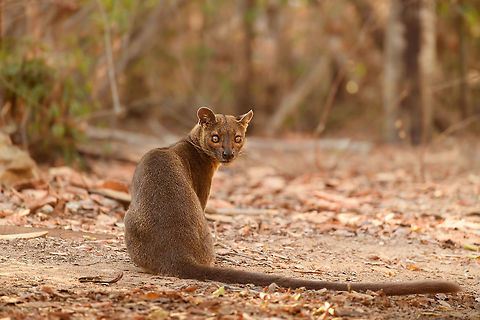 Fossa full body, Kirindy Reserve, Madagascar Before we were about to start a morning hike in Kirindy, Henriette spotted this Fossa near our lodge. I went into pursuit and was close to losing it when the Fossa bumped into other tourists, forcing it back in my direction. Note that at Kirindy, the Fossa is common to see as it is somewhat domesticated. In the wild you are unlikely to ever see one. They are widespread throughout Madagascar, yet typically local populations are small.

The Fossa is Madagascar's top mammalian predator. It has an interesting taxonomy. Despite its cat-like appearance, it is believed to be more closely related to the mongoose family:
https://www.jungledragon.com/wildlife/browse/animalia/chordata/mammalia/carnivora/eupleridae

It's an iconic species typical of Madagascar, there isn't a comparable species anywhere else. 

The most impressive fact about the Fossa is that over 50% of their diet consists of lemurs. Surprising a lemur in the canopy, who have keen senses and are always on watch, takes an extraordinary skill. For this purpose, the Fossa has flexible ankles, which allow it to climb up and down, as well as jump between trees. Although rare, there have been reports of multiple Fossas cooperating in a hunt, evidence here:
https://www.youtube.com/watch?v=vpwM-K2TRR4
Well, some may consider another fact even more impressive: the male of the Fossa at times can be considered a five-legged animal as it has an unusually large penis that may reach up to its front legs when erect. Not only is it huge, it's also spiny. The female has equally strange genitalia, it grows an enlarged, penis-like clitoris that is also spiny. This clitoris reduces in size as she ages, it is believed that during the female's first years, this masculization helps her against harassment by young males. The Fossa is the only known species in the world where this process occurs without hormones being involved.

Despite being the top predator of Madagascar, one does not have to be terrified when seeing one. It's best described as an oversized, very muscular cat. Surely it can do significant damage when provoked, but it's unlikely to be a life threatening encounter. Fossas typically will not grow beyond about 10kg of weight. 

Now extinct, there once was a second species of Fossa: Cryptoprocta spelea, or Giant Fossa. It was almost identicial yet twice as large or heavy. The extra size likely was needed to hunt the Giant lemurs of Madagascar, which have also gone exctinct. Check out this illustration:
https://www.researchgate.net/profile/Simon_Bearder/publication/262067793/figure/fig3/AS:669429562081292@1536615853540/Some-subfossil-lemur-species-with-extant-Indri-one-of-the-two-largest-living-lemurs.png

The Indri (in black) is the only species in the illustration still extant, and currently the largest species of lemur. 

https://www.jungledragon.com/image/83032/fossa_portrait_-_1_kirindy_reserve_madagascar.html
https://www.jungledragon.com/image/83033/fossa_portrait_-_2_kirindy_reserve_madagascar.html
https://www.jungledragon.com/image/83035/fossa_portrait_-_3_kirindy_reserve_madagascar.html
https://www.jungledragon.com/image/83036/fossa_sunbathing_kirindy_reserve_madagascar.html
https://www.jungledragon.com/image/83037/fossa_sunbathing_-_closeup_kirindy_reserve_madagascar.html
https://www.youtube.com/watch?v=hv9VOY2H61Y Africa,Cryptoprocta ferox,Fossa,Geotagged,Kirindy Reserve,Madagascar,Madagascar 2019,Winter,World