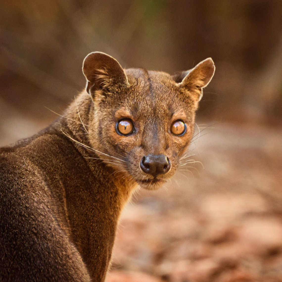 Fossa portrait - 3, Kirindy Reserve, Madagascar Before we were about to start a morning hike in Kirindy, Henriette spotted this Fossa near our lodge. I went into pursuit and was close to losing it when the Fossa bumped into other tourists, forcing it back in my direction. Note that at Kirindy, the Fossa is common to see as it is somewhat domesticated. In the wild you are unlikely to ever see one. They are widespread throughout Madagascar, yet typically local populations are small.<br />
<br />
The Fossa is Madagascar&#039;s top mammalian predator. It has an interesting taxonomy. Despite its cat-like appearance, it is believed to be more closely related to the mongoose family:<br />
<a href="https://www.jungledragon.com/wildlife/browse/animalia/chordata/mammalia/carnivora/eupleridae" rel="nofollow">https://www.jungledragon.com/wildlife/browse/animalia/chordata/mammalia/carnivora/eupleridae</a><br />
<br />
It&#039;s an iconic species typical of Madagascar, there isn&#039;t a comparable species anywhere else. <br />
<br />
The most impressive fact about the Fossa is that over 50% of their diet consists of lemurs. Surprising a lemur in the canopy, who have keen senses and are always on watch, takes an extraordinary skill. For this purpose, the Fossa has flexible ankles, which allow it to climb up and down, as well as jump between trees. Although rare, there have been reports of multiple Fossas cooperating in a hunt, evidence here:<br />
<section class="video"><iframe width="448" height="282" src="https://www.youtube-nocookie.com/embed/vpwM-K2TRR4?hd=1&autoplay=0&rel=0" frameborder="0" allowfullscreen></iframe></section><br />
Well, some may consider another fact even more impressive: the male of the Fossa at times can be considered a five-legged animal as it has an unusually large penis that may reach up to its front legs when erect. Not only is it huge, it&#039;s also spiny. The female has equally strange genitalia, it grows an enlarged, penis-like clitoris that is also spiny. This clitoris reduces in size as she ages, it is believed that during the female&#039;s first years, this masculization helps her against harassment by young males. The Fossa is the only known species in the world where this process occurs without hormones being involved.<br />
<br />
Despite being the top predator of Madagascar, one does not have to be terrified when seeing one. It&#039;s best described as an oversized, very muscular cat. Surely it can do significant damage when provoked, but it&#039;s unlikely to be a life threatening encounter. Fossas typically will not grow beyond about 10kg of weight. <br />
<br />
Now extinct, there once was a second species of Fossa: Cryptoprocta spelea, or Giant Fossa. It was almost identicial yet twice as large or heavy. The extra size likely was needed to hunt the Giant lemurs of Madagascar, which have also gone exctinct. Check out this illustration:<br />
<a href="https://www.researchgate.net/profile/Simon_Bearder/publication/262067793/figure/fig3/AS:669429562081292@1536615853540/Some-subfossil-lemur-species-with-extant-Indri-one-of-the-two-largest-living-lemurs.png" rel="nofollow">https://www.researchgate.net/profile/Simon_Bearder/publication/262067793/figure/fig3/AS:669429562081292@1536615853540/Some-subfossil-lemur-species-with-extant-Indri-one-of-the-two-largest-living-lemurs.png</a><br />
<br />
The Indri (in black) is the only species in the illustration still extant, and currently the largest species of lemur. <br />
<br />
<figure class="photo"><a href="https://www.jungledragon.com/image/83032/fossa_portrait_-_1_kirindy_reserve_madagascar.html" title="Fossa portrait - 1, Kirindy Reserve, Madagascar"><img src="https://s3.amazonaws.com/media.jungledragon.com/images/2/83032_thumb.jpg?AWSAccessKeyId=05GMT0V3GWVNE7GGM1R2&Expires=1767225610&Signature=TMGld4m4k9C%2BhgQdmCKwRoAuTmA%3D" width="200" height="200" alt="Fossa portrait - 1, Kirindy Reserve, Madagascar Before we were about to start a morning hike in Kirindy, Henriette spotted this Fossa near our lodge. I went into pursuit and was close to losing it when the Fossa bumped into other tourists, forcing it back in my direction. Note that at Kirindy, the Fossa is common to see as it is somewhat domesticated. In the wild you are unlikely to ever see one. They are widespread throughout Madagascar, yet typically local populations are small.<br />
<br />
The Fossa is Madagascar&#039;s top mammalian predator. It has an interesting taxonomy. Despite its cat-like appearance, it is believed to be more closely related to the mongoose family:<br />
https://www.jungledragon.com/wildlife/browse/animalia/chordata/mammalia/carnivora/eupleridae<br />
<br />
It&#039;s an iconic species typical of Madagascar, there isn&#039;t a comparable species anywhere else. <br />
<br />
The most impressive fact about the Fossa is that over 50% of their diet consists of lemurs. Surprising a lemur in the canopy, who have keen senses and are always on watch, takes an extraordinary skill. For this purpose, the Fossa has flexible ankles, which allow it to climb up and down, as well as jump between trees. Although rare, there have been reports of multiple Fossas cooperating in a hunt, evidence here:<br />
https://www.youtube.com/watch?v=vpwM-K2TRR4<br />
Well, some may consider another fact even more impressive: the male of the Fossa at times can be considered a five-legged animal as it has an unusually large penis that may reach up to its front legs when erect. Not only is it huge, it&#039;s also spiny. The female has equally strange genitalia, it grows an enlarged, penis-like clitoris that is also spiny. This clitoris reduces in size as she ages, it is believed that during the female&#039;s first years, this masculization helps her against harassment by young males. The Fossa is the only known species in the world where this process occurs without hormones being involved.<br />
<br />
Despite being the top predator of Madagascar, one does not have to be terrified when seeing one. It&#039;s best described as an oversized, very muscular cat. Surely it can do significant damage when provoked, but it&#039;s unlikely to be a life threatening encounter. Fossas typically will not grow beyond about 10kg of weight. <br />
<br />
Now extinct, there once was a second species of Fossa: Cryptoprocta spelea, or Giant Fossa. It was almost identicial yet twice as large or heavy. The extra size likely was needed to hunt the Giant lemurs of Madagascar, which have also gone exctinct. Check out this illustration:<br />
https://www.researchgate.net/profile/Simon_Bearder/publication/262067793/figure/fig3/AS:669429562081292@1536615853540/Some-subfossil-lemur-species-with-extant-Indri-one-of-the-two-largest-living-lemurs.png<br />
<br />
The Indri (in black) is the only species in the illustration still extant, and currently the largest species of lemur. <br />
<br />
https://www.jungledragon.com/image/83033/fossa_portrait_-_2_kirindy_reserve_madagascar.html<br />
https://www.jungledragon.com/image/83034/fossa_full_body_kirindy_reserve_madagascar.html<br />
https://www.jungledragon.com/image/83035/fossa_portrait_-_3_kirindy_reserve_madagascar.html<br />
https://www.jungledragon.com/image/83036/fossa_sunbathing_kirindy_reserve_madagascar.html<br />
https://www.jungledragon.com/image/83037/fossa_sunbathing_-_closeup_kirindy_reserve_madagascar.html<br />
https://www.youtube.com/watch?v=hv9VOY2H61Y Africa,Cryptoprocta ferox,Fossa,Geotagged,Kirindy Reserve,Madagascar,Madagascar 2019,Winter,World" /></a></figure><br />
<figure class="photo"><a href="https://www.jungledragon.com/image/83033/fossa_portrait_-_2_kirindy_reserve_madagascar.html" title="Fossa portrait - 2, Kirindy Reserve, Madagascar"><img src="https://s3.amazonaws.com/media.jungledragon.com/images/2/83033_thumb.jpg?AWSAccessKeyId=05GMT0V3GWVNE7GGM1R2&Expires=1767225610&Signature=kDCi9LzvGvWLAORlQYF%2FYDct%2BaE%3D" width="200" height="160" alt="Fossa portrait - 2, Kirindy Reserve, Madagascar Before we were about to start a morning hike in Kirindy, Henriette spotted this Fossa near our lodge. I went into pursuit and was close to losing it when the Fossa bumped into other tourists, forcing it back in my direction. Note that at Kirindy, the Fossa is common to see as it is somewhat domesticated. In the wild you are unlikely to ever see one. They are widespread throughout Madagascar, yet typically local populations are small.<br />
<br />
The Fossa is Madagascar&#039;s top mammalian predator. It has an interesting taxonomy. Despite its cat-like appearance, it is believed to be more closely related to the mongoose family:<br />
https://www.jungledragon.com/wildlife/browse/animalia/chordata/mammalia/carnivora/eupleridae<br />
<br />
It&#039;s an iconic species typical of Madagascar, there isn&#039;t a comparable species anywhere else. <br />
<br />
The most impressive fact about the Fossa is that over 50% of their diet consists of lemurs. Surprising a lemur in the canopy, who have keen senses and are always on watch, takes an extraordinary skill. For this purpose, the Fossa has flexible ankles, which allow it to climb up and down, as well as jump between trees. Although rare, there have been reports of multiple Fossas cooperating in a hunt, evidence here:<br />
https://www.youtube.com/watch?v=vpwM-K2TRR4<br />
Well, some may consider another fact even more impressive: the male of the Fossa at times can be considered a five-legged animal as it has an unusually large penis that may reach up to its front legs when erect. Not only is it huge, it&#039;s also spiny. The female has equally strange genitalia, it grows an enlarged, penis-like clitoris that is also spiny. This clitoris reduces in size as she ages, it is believed that during the female&#039;s first years, this masculization helps her against harassment by young males. The Fossa is the only known species in the world where this process occurs without hormones being involved.<br />
<br />
Despite being the top predator of Madagascar, one does not have to be terrified when seeing one. It&#039;s best described as an oversized, very muscular cat. Surely it can do significant damage when provoked, but it&#039;s unlikely to be a life threatening encounter. Fossas typically will not grow beyond about 10kg of weight. <br />
<br />
Now extinct, there once was a second species of Fossa: Cryptoprocta spelea, or Giant Fossa. It was almost identicial yet twice as large or heavy. The extra size likely was needed to hunt the Giant lemurs of Madagascar, which have also gone exctinct. Check out this illustration:<br />
https://www.researchgate.net/profile/Simon_Bearder/publication/262067793/figure/fig3/AS:669429562081292@1536615853540/Some-subfossil-lemur-species-with-extant-Indri-one-of-the-two-largest-living-lemurs.png<br />
<br />
The Indri (in black) is the only species in the illustration still extant, and currently the largest species of lemur. <br />
<br />
https://www.jungledragon.com/image/83032/fossa_portrait_-_1_kirindy_reserve_madagascar.html<br />
https://www.jungledragon.com/image/83034/fossa_full_body_kirindy_reserve_madagascar.html<br />
https://www.jungledragon.com/image/83035/fossa_portrait_-_3_kirindy_reserve_madagascar.html<br />
https://www.jungledragon.com/image/83036/fossa_sunbathing_kirindy_reserve_madagascar.html<br />
https://www.jungledragon.com/image/83037/fossa_sunbathing_-_closeup_kirindy_reserve_madagascar.html<br />
https://www.youtube.com/watch?v=hv9VOY2H61Y Africa,Cryptoprocta ferox,Fossa,Kirindy Reserve,Madagascar,Madagascar 2019,World" /></a></figure><br />
<figure class="photo"><a href="https://www.jungledragon.com/image/83034/fossa_full_body_kirindy_reserve_madagascar.html" title="Fossa full body, Kirindy Reserve, Madagascar"><img src="https://s3.amazonaws.com/media.jungledragon.com/images/2/83034_thumb.jpg?AWSAccessKeyId=05GMT0V3GWVNE7GGM1R2&Expires=1767225610&Signature=rj8CB7AW5lmOGZmzCvFUlkDSsFQ%3D" width="200" height="134" alt="Fossa full body, Kirindy Reserve, Madagascar Before we were about to start a morning hike in Kirindy, Henriette spotted this Fossa near our lodge. I went into pursuit and was close to losing it when the Fossa bumped into other tourists, forcing it back in my direction. Note that at Kirindy, the Fossa is common to see as it is somewhat domesticated. In the wild you are unlikely to ever see one. They are widespread throughout Madagascar, yet typically local populations are small.<br />
<br />
The Fossa is Madagascar&#039;s top mammalian predator. It has an interesting taxonomy. Despite its cat-like appearance, it is believed to be more closely related to the mongoose family:<br />
https://www.jungledragon.com/wildlife/browse/animalia/chordata/mammalia/carnivora/eupleridae<br />
<br />
It&#039;s an iconic species typical of Madagascar, there isn&#039;t a comparable species anywhere else. <br />
<br />
The most impressive fact about the Fossa is that over 50% of their diet consists of lemurs. Surprising a lemur in the canopy, who have keen senses and are always on watch, takes an extraordinary skill. For this purpose, the Fossa has flexible ankles, which allow it to climb up and down, as well as jump between trees. Although rare, there have been reports of multiple Fossas cooperating in a hunt, evidence here:<br />
https://www.youtube.com/watch?v=vpwM-K2TRR4<br />
Well, some may consider another fact even more impressive: the male of the Fossa at times can be considered a five-legged animal as it has an unusually large penis that may reach up to its front legs when erect. Not only is it huge, it&#039;s also spiny. The female has equally strange genitalia, it grows an enlarged, penis-like clitoris that is also spiny. This clitoris reduces in size as she ages, it is believed that during the female&#039;s first years, this masculization helps her against harassment by young males. The Fossa is the only known species in the world where this process occurs without hormones being involved.<br />
<br />
Despite being the top predator of Madagascar, one does not have to be terrified when seeing one. It&#039;s best described as an oversized, very muscular cat. Surely it can do significant damage when provoked, but it&#039;s unlikely to be a life threatening encounter. Fossas typically will not grow beyond about 10kg of weight. <br />
<br />
Now extinct, there once was a second species of Fossa: Cryptoprocta spelea, or Giant Fossa. It was almost identicial yet twice as large or heavy. The extra size likely was needed to hunt the Giant lemurs of Madagascar, which have also gone exctinct. Check out this illustration:<br />
https://www.researchgate.net/profile/Simon_Bearder/publication/262067793/figure/fig3/AS:669429562081292@1536615853540/Some-subfossil-lemur-species-with-extant-Indri-one-of-the-two-largest-living-lemurs.png<br />
<br />
The Indri (in black) is the only species in the illustration still extant, and currently the largest species of lemur. <br />
<br />
https://www.jungledragon.com/image/83032/fossa_portrait_-_1_kirindy_reserve_madagascar.html<br />
https://www.jungledragon.com/image/83033/fossa_portrait_-_2_kirindy_reserve_madagascar.html<br />
https://www.jungledragon.com/image/83035/fossa_portrait_-_3_kirindy_reserve_madagascar.html<br />
https://www.jungledragon.com/image/83036/fossa_sunbathing_kirindy_reserve_madagascar.html<br />
https://www.jungledragon.com/image/83037/fossa_sunbathing_-_closeup_kirindy_reserve_madagascar.html<br />
https://www.youtube.com/watch?v=hv9VOY2H61Y Africa,Cryptoprocta ferox,Fossa,Geotagged,Kirindy Reserve,Madagascar,Madagascar 2019,Winter,World" /></a></figure><br />
<figure class="photo"><a href="https://www.jungledragon.com/image/83036/fossa_sunbathing_kirindy_reserve_madagascar.html" title="Fossa sunbathing, Kirindy Reserve, Madagascar"><img src="https://s3.amazonaws.com/media.jungledragon.com/images/2/83036_thumb.jpg?AWSAccessKeyId=05GMT0V3GWVNE7GGM1R2&Expires=1767225610&Signature=p%2FJSQQ8EdyOafYGsUuhLuJwg7QM%3D" width="200" height="162" alt="Fossa sunbathing, Kirindy Reserve, Madagascar Before we were about to start a morning hike in Kirindy, Henriette spotted this Fossa near our lodge. I went into pursuit and was close to losing it when the Fossa bumped into other tourists, forcing it back in my direction. Note that at Kirindy, the Fossa is common to see as it is somewhat domesticated. In the wild you are unlikely to ever see one. They are widespread throughout Madagascar, yet typically local populations are small.<br />
<br />
The Fossa is Madagascar&#039;s top mammalian predator. It has an interesting taxonomy. Despite its cat-like appearance, it is believed to be more closely related to the mongoose family:<br />
https://www.jungledragon.com/wildlife/browse/animalia/chordata/mammalia/carnivora/eupleridae<br />
<br />
It&#039;s an iconic species typical of Madagascar, there isn&#039;t a comparable species anywhere else. <br />
<br />
The most impressive fact about the Fossa is that over 50% of their diet consists of lemurs. Surprising a lemur in the canopy, who have keen senses and are always on watch, takes an extraordinary skill. For this purpose, the Fossa has flexible ankles, which allow it to climb up and down, as well as jump between trees. Although rare, there have been reports of multiple Fossas cooperating in a hunt, evidence here:<br />
https://www.youtube.com/watch?v=vpwM-K2TRR4<br />
Well, some may consider another fact even more impressive: the male of the Fossa at times can be considered a five-legged animal as it has an unusually large penis that may reach up to its front legs when erect. Not only is it huge, it&#039;s also spiny. The female has equally strange genitalia, it grows an enlarged, penis-like clitoris that is also spiny. This clitoris reduces in size as she ages, it is believed that during the female&#039;s first years, this masculization helps her against harassment by young males. The Fossa is the only known species in the world where this process occurs without hormones being involved.<br />
<br />
Despite being the top predator of Madagascar, one does not have to be terrified when seeing one. It&#039;s best described as an oversized, very muscular cat. Surely it can do significant damage when provoked, but it&#039;s unlikely to be a life threatening encounter. Fossas typically will not grow beyond about 10kg of weight. <br />
<br />
Now extinct, there once was a second species of Fossa: Cryptoprocta spelea, or Giant Fossa. It was almost identicial yet twice as large or heavy. The extra size likely was needed to hunt the Giant lemurs of Madagascar, which have also gone exctinct. Check out this illustration:<br />
https://www.researchgate.net/profile/Simon_Bearder/publication/262067793/figure/fig3/AS:669429562081292@1536615853540/Some-subfossil-lemur-species-with-extant-Indri-one-of-the-two-largest-living-lemurs.png<br />
<br />
The Indri (in black) is the only species in the illustration still extant, and currently the largest species of lemur. <br />
<br />
https://www.jungledragon.com/image/83032/fossa_portrait_-_1_kirindy_reserve_madagascar.html<br />
https://www.jungledragon.com/image/83033/fossa_portrait_-_2_kirindy_reserve_madagascar.html<br />
https://www.jungledragon.com/image/83034/fossa_full_body_kirindy_reserve_madagascar.html<br />
https://www.jungledragon.com/image/83035/fossa_portrait_-_3_kirindy_reserve_madagascar.html<br />
https://www.jungledragon.com/image/83037/fossa_sunbathing_-_closeup_kirindy_reserve_madagascar.html<br />
https://www.youtube.com/watch?v=hv9VOY2H61Y Africa,Cryptoprocta ferox,Fossa,Kirindy Reserve,Madagascar,Madagascar 2019,World" /></a></figure><br />
<figure class="photo"><a href="https://www.jungledragon.com/image/83037/fossa_sunbathing_-_closeup_kirindy_reserve_madagascar.html" title="Fossa sunbathing - closeup, Kirindy Reserve, Madagascar"><img src="https://s3.amazonaws.com/media.jungledragon.com/images/2/83037_thumb.jpg?AWSAccessKeyId=05GMT0V3GWVNE7GGM1R2&Expires=1767225610&Signature=G52p0o8L0tY6dIT%2BqQxH52NMj%2Fo%3D" width="200" height="146" alt="Fossa sunbathing - closeup, Kirindy Reserve, Madagascar Before we were about to start a morning hike in Kirindy, Henriette spotted this Fossa near our lodge. I went into pursuit and was close to losing it when the Fossa bumped into other tourists, forcing it back in my direction. Note that at Kirindy, the Fossa is common to see as it is somewhat domesticated. In the wild you are unlikely to ever see one. They are widespread throughout Madagascar, yet typically local populations are small.<br />
<br />
The Fossa is Madagascar&#039;s top mammalian predator. It has an interesting taxonomy. Despite its cat-like appearance, it is believed to be more closely related to the mongoose family:<br />
https://www.jungledragon.com/wildlife/browse/animalia/chordata/mammalia/carnivora/eupleridae<br />
<br />
It&#039;s an iconic species typical of Madagascar, there isn&#039;t a comparable species anywhere else. <br />
<br />
The most impressive fact about the Fossa is that over 50% of their diet consists of lemurs. Surprising a lemur in the canopy, who have keen senses and are always on watch, takes an extraordinary skill. For this purpose, the Fossa has flexible ankles, which allow it to climb up and down, as well as jump between trees. Although rare, there have been reports of multiple Fossas cooperating in a hunt, evidence here:<br />
https://www.youtube.com/watch?v=vpwM-K2TRR4<br />
Well, some may consider another fact even more impressive: the male of the Fossa at times can be considered a five-legged animal as it has an unusually large penis that may reach up to its front legs when erect. Not only is it huge, it&#039;s also spiny. The female has equally strange genitalia, it grows an enlarged, penis-like clitoris that is also spiny. This clitoris reduces in size as she ages, it is believed that during the female&#039;s first years, this masculization helps her against harassment by young males. The Fossa is the only known species in the world where this process occurs without hormones being involved.<br />
<br />
Despite being the top predator of Madagascar, one does not have to be terrified when seeing one. It&#039;s best described as an oversized, very muscular cat. Surely it can do significant damage when provoked, but it&#039;s unlikely to be a life threatening encounter. Fossas typically will not grow beyond about 10kg of weight. <br />
<br />
Now extinct, there once was a second species of Fossa: Cryptoprocta spelea, or Giant Fossa. It was almost identicial yet twice as large or heavy. The extra size likely was needed to hunt the Giant lemurs of Madagascar, which have also gone exctinct. Check out this illustration:<br />
https://www.researchgate.net/profile/Simon_Bearder/publication/262067793/figure/fig3/AS:669429562081292@1536615853540/Some-subfossil-lemur-species-with-extant-Indri-one-of-the-two-largest-living-lemurs.png<br />
<br />
The Indri (in black) is the only species in the illustration still extant, and currently the largest species of lemur. <br />
<br />
https://www.jungledragon.com/image/83032/fossa_portrait_-_1_kirindy_reserve_madagascar.html<br />
https://www.jungledragon.com/image/83033/fossa_portrait_-_2_kirindy_reserve_madagascar.html<br />
https://www.jungledragon.com/image/83034/fossa_full_body_kirindy_reserve_madagascar.html<br />
https://www.jungledragon.com/image/83035/fossa_portrait_-_3_kirindy_reserve_madagascar.html<br />
https://www.jungledragon.com/image/83036/fossa_sunbathing_kirindy_reserve_madagascar.html<br />
https://www.youtube.com/watch?v=hv9VOY2H61Y Africa,Cryptoprocta ferox,Fossa,Kirindy Reserve,Madagascar,Madagascar 2019,World" /></a></figure><br />
<section class="video"><iframe width="448" height="282" src="https://www.youtube-nocookie.com/embed/hv9VOY2H61Y?hd=1&autoplay=0&rel=0" frameborder="0" allowfullscreen></iframe></section> Africa,Cryptoprocta ferox,Fossa,Geotagged,Kirindy Reserve,Madagascar,Madagascar 2019,Winter,World