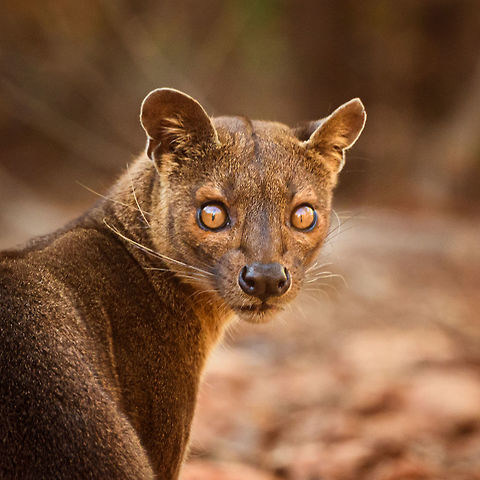 Fossa portrait - 3, Kirindy Reserve, Madagascar Before we were about to start a morning hike in Kirindy, Henriette spotted this Fossa near our lodge. I went into pursuit and was close to losing it when the Fossa bumped into other tourists, forcing it back in my direction. Note that at Kirindy, the Fossa is common to see as it is somewhat domesticated. In the wild you are unlikely to ever see one. They are widespread throughout Madagascar, yet typically local populations are small.

The Fossa is Madagascar's top mammalian predator. It has an interesting taxonomy. Despite its cat-like appearance, it is believed to be more closely related to the mongoose family:
https://www.jungledragon.com/wildlife/browse/animalia/chordata/mammalia/carnivora/eupleridae

It's an iconic species typical of Madagascar, there isn't a comparable species anywhere else. 

The most impressive fact about the Fossa is that over 50% of their diet consists of lemurs. Surprising a lemur in the canopy, who have keen senses and are always on watch, takes an extraordinary skill. For this purpose, the Fossa has flexible ankles, which allow it to climb up and down, as well as jump between trees. Although rare, there have been reports of multiple Fossas cooperating in a hunt, evidence here:
https://www.youtube.com/watch?v=vpwM-K2TRR4
Well, some may consider another fact even more impressive: the male of the Fossa at times can be considered a five-legged animal as it has an unusually large penis that may reach up to its front legs when erect. Not only is it huge, it's also spiny. The female has equally strange genitalia, it grows an enlarged, penis-like clitoris that is also spiny. This clitoris reduces in size as she ages, it is believed that during the female's first years, this masculization helps her against harassment by young males. The Fossa is the only known species in the world where this process occurs without hormones being involved.

Despite being the top predator of Madagascar, one does not have to be terrified when seeing one. It's best described as an oversized, very muscular cat. Surely it can do significant damage when provoked, but it's unlikely to be a life threatening encounter. Fossas typically will not grow beyond about 10kg of weight. 

Now extinct, there once was a second species of Fossa: Cryptoprocta spelea, or Giant Fossa. It was almost identicial yet twice as large or heavy. The extra size likely was needed to hunt the Giant lemurs of Madagascar, which have also gone exctinct. Check out this illustration:
https://www.researchgate.net/profile/Simon_Bearder/publication/262067793/figure/fig3/AS:669429562081292@1536615853540/Some-subfossil-lemur-species-with-extant-Indri-one-of-the-two-largest-living-lemurs.png

The Indri (in black) is the only species in the illustration still extant, and currently the largest species of lemur. 

https://www.jungledragon.com/image/83032/fossa_portrait_-_1_kirindy_reserve_madagascar.html
https://www.jungledragon.com/image/83033/fossa_portrait_-_2_kirindy_reserve_madagascar.html
https://www.jungledragon.com/image/83034/fossa_full_body_kirindy_reserve_madagascar.html
https://www.jungledragon.com/image/83036/fossa_sunbathing_kirindy_reserve_madagascar.html
https://www.jungledragon.com/image/83037/fossa_sunbathing_-_closeup_kirindy_reserve_madagascar.html
https://www.youtube.com/watch?v=hv9VOY2H61Y Africa,Cryptoprocta ferox,Fossa,Geotagged,Kirindy Reserve,Madagascar,Madagascar 2019,Winter,World