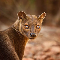 Fossa portrait - 3, Kirindy Reserve, Madagascar Before we were about to start a morning hike in Kirindy, Henriette spotted this Fossa near our lodge. I went into pursuit and was close to losing it when the Fossa bumped into other tourists, forcing it back in my direction. Note that at Kirindy, the Fossa is common to see as it is somewhat domesticated. In the wild you are unlikely to ever see one. They are widespread throughout Madagascar, yet typically local populations are small.<br />
<br />
The Fossa is Madagascar's top mammalian predator. It has an interesting taxonomy. Despite its cat-like appearance, it is believed to be more closely related to the mongoose family:<br />
https://www.jungledragon.com/wildlife/browse/animalia/chordata/mammalia/carnivora/eupleridae<br />
<br />
It's an iconic species typical of Madagascar, there isn't a comparable species anywhere else. <br />
<br />
The most impressive fact about the Fossa is that over 50% of their diet consists of lemurs. Surprising a lemur in the canopy, who have keen senses and are always on watch, takes an extraordinary skill. For this purpose, the Fossa has flexible ankles, which allow it to climb up and down, as well as jump between trees. Although rare, there have been reports of multiple Fossas cooperating in a hunt, evidence here:<br />
https://www.youtube.com/watch?v=vpwM-K2TRR4<br />
Well, some may consider another fact even more impressive: the male of the Fossa at times can be considered a five-legged animal as it has an unusually large penis that may reach up to its front legs when erect. Not only is it huge, it's also spiny. The female has equally strange genitalia, it grows an enlarged, penis-like clitoris that is also spiny. This clitoris reduces in size as she ages, it is believed that during the female's first years, this masculization helps her against harassment by young males. The Fossa is the only known species in the world where this process occurs without hormones being involved.<br />
<br />
Despite being the top predator of Madagascar, one does not have to be terrified when seeing one. It's best described as an oversized, very muscular cat. Surely it can do significant damage when provoked, but it's unlikely to be a life threatening encounter. Fossas typically will not grow beyond about 10kg of weight. <br />
<br />
Now extinct, there once was a second species of Fossa: Cryptoprocta spelea, or Giant Fossa. It was almost identicial yet twice as large or heavy. The extra size likely was needed to hunt the Giant lemurs of Madagascar, which have also gone exctinct. Check out this illustration:<br />
https://www.researchgate.net/profile/Simon_Bearder/publication/262067793/figure/fig3/AS:669429562081292@1536615853540/Some-subfossil-lemur-species-with-extant-Indri-one-of-the-two-largest-living-lemurs.png<br />
<br />
The Indri (in black) is the only species in the illustration still extant, and currently the largest species of lemur. <br />
<br />
https://www.jungledragon.com/image/83032/fossa_portrait_-_1_kirindy_reserve_madagascar.html<br />
https://www.jungledragon.com/image/83033/fossa_portrait_-_2_kirindy_reserve_madagascar.html<br />
https://www.jungledragon.com/image/83034/fossa_full_body_kirindy_reserve_madagascar.html<br />
https://www.jungledragon.com/image/83036/fossa_sunbathing_kirindy_reserve_madagascar.html<br />
https://www.jungledragon.com/image/83037/fossa_sunbathing_-_closeup_kirindy_reserve_madagascar.html<br />
https://www.youtube.com/watch?v=hv9VOY2H61Y Africa,Cryptoprocta ferox,Fossa,Geotagged,Kirindy Reserve,Madagascar,Madagascar 2019,Winter,World