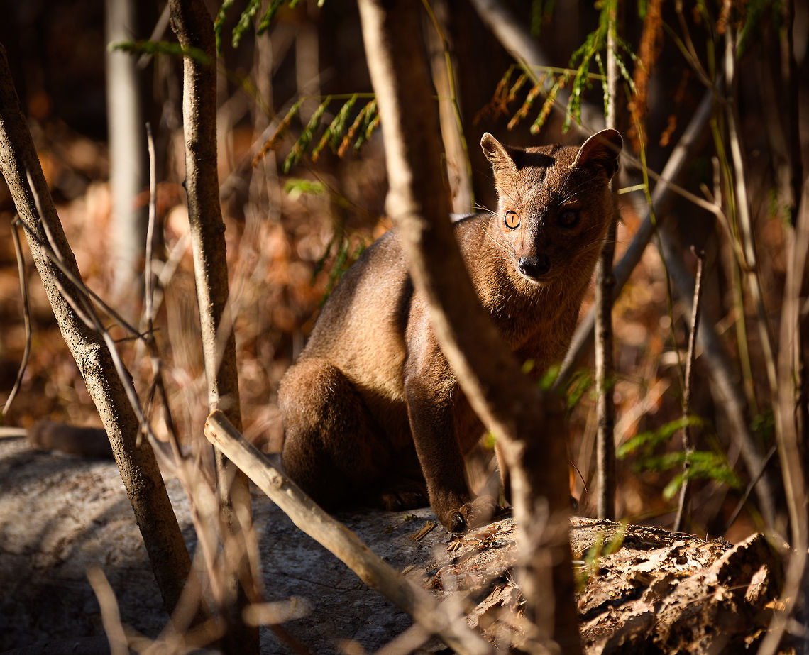 Fossa sunbathing, Kirindy Reserve, Madagascar Before we were about to start a morning hike in Kirindy, Henriette spotted this Fossa near our lodge. I went into pursuit and was close to losing it when the Fossa bumped into other tourists, forcing it back in my direction. Note that at Kirindy, the Fossa is common to see as it is somewhat domesticated. In the wild you are unlikely to ever see one. They are widespread throughout Madagascar, yet typically local populations are small.<br />
<br />
The Fossa is Madagascar&#039;s top mammalian predator. It has an interesting taxonomy. Despite its cat-like appearance, it is believed to be more closely related to the mongoose family:<br />
<a href="https://www.jungledragon.com/wildlife/browse/animalia/chordata/mammalia/carnivora/eupleridae" rel="nofollow">https://www.jungledragon.com/wildlife/browse/animalia/chordata/mammalia/carnivora/eupleridae</a><br />
<br />
It&#039;s an iconic species typical of Madagascar, there isn&#039;t a comparable species anywhere else. <br />
<br />
The most impressive fact about the Fossa is that over 50% of their diet consists of lemurs. Surprising a lemur in the canopy, who have keen senses and are always on watch, takes an extraordinary skill. For this purpose, the Fossa has flexible ankles, which allow it to climb up and down, as well as jump between trees. Although rare, there have been reports of multiple Fossas cooperating in a hunt, evidence here:<br />
<section class="video"><iframe width="448" height="282" src="https://www.youtube-nocookie.com/embed/vpwM-K2TRR4?hd=1&autoplay=0&rel=0" frameborder="0" allowfullscreen></iframe></section><br />
Well, some may consider another fact even more impressive: the male of the Fossa at times can be considered a five-legged animal as it has an unusually large penis that may reach up to its front legs when erect. Not only is it huge, it&#039;s also spiny. The female has equally strange genitalia, it grows an enlarged, penis-like clitoris that is also spiny. This clitoris reduces in size as she ages, it is believed that during the female&#039;s first years, this masculization helps her against harassment by young males. The Fossa is the only known species in the world where this process occurs without hormones being involved.<br />
<br />
Despite being the top predator of Madagascar, one does not have to be terrified when seeing one. It&#039;s best described as an oversized, very muscular cat. Surely it can do significant damage when provoked, but it&#039;s unlikely to be a life threatening encounter. Fossas typically will not grow beyond about 10kg of weight. <br />
<br />
Now extinct, there once was a second species of Fossa: Cryptoprocta spelea, or Giant Fossa. It was almost identicial yet twice as large or heavy. The extra size likely was needed to hunt the Giant lemurs of Madagascar, which have also gone exctinct. Check out this illustration:<br />
<a href="https://www.researchgate.net/profile/Simon_Bearder/publication/262067793/figure/fig3/AS:669429562081292@1536615853540/Some-subfossil-lemur-species-with-extant-Indri-one-of-the-two-largest-living-lemurs.png" rel="nofollow">https://www.researchgate.net/profile/Simon_Bearder/publication/262067793/figure/fig3/AS:669429562081292@1536615853540/Some-subfossil-lemur-species-with-extant-Indri-one-of-the-two-largest-living-lemurs.png</a><br />
<br />
The Indri (in black) is the only species in the illustration still extant, and currently the largest species of lemur. <br />
<br />
<figure class="photo"><a href="https://www.jungledragon.com/image/83032/fossa_portrait_-_1_kirindy_reserve_madagascar.html" title="Fossa portrait - 1, Kirindy Reserve, Madagascar"><img src="https://s3.amazonaws.com/media.jungledragon.com/images/2/83032_thumb.jpg?AWSAccessKeyId=05GMT0V3GWVNE7GGM1R2&Expires=1767225610&Signature=TMGld4m4k9C%2BhgQdmCKwRoAuTmA%3D" width="200" height="200" alt="Fossa portrait - 1, Kirindy Reserve, Madagascar Before we were about to start a morning hike in Kirindy, Henriette spotted this Fossa near our lodge. I went into pursuit and was close to losing it when the Fossa bumped into other tourists, forcing it back in my direction. Note that at Kirindy, the Fossa is common to see as it is somewhat domesticated. In the wild you are unlikely to ever see one. They are widespread throughout Madagascar, yet typically local populations are small.<br />
<br />
The Fossa is Madagascar&#039;s top mammalian predator. It has an interesting taxonomy. Despite its cat-like appearance, it is believed to be more closely related to the mongoose family:<br />
https://www.jungledragon.com/wildlife/browse/animalia/chordata/mammalia/carnivora/eupleridae<br />
<br />
It&#039;s an iconic species typical of Madagascar, there isn&#039;t a comparable species anywhere else. <br />
<br />
The most impressive fact about the Fossa is that over 50% of their diet consists of lemurs. Surprising a lemur in the canopy, who have keen senses and are always on watch, takes an extraordinary skill. For this purpose, the Fossa has flexible ankles, which allow it to climb up and down, as well as jump between trees. Although rare, there have been reports of multiple Fossas cooperating in a hunt, evidence here:<br />
https://www.youtube.com/watch?v=vpwM-K2TRR4<br />
Well, some may consider another fact even more impressive: the male of the Fossa at times can be considered a five-legged animal as it has an unusually large penis that may reach up to its front legs when erect. Not only is it huge, it&#039;s also spiny. The female has equally strange genitalia, it grows an enlarged, penis-like clitoris that is also spiny. This clitoris reduces in size as she ages, it is believed that during the female&#039;s first years, this masculization helps her against harassment by young males. The Fossa is the only known species in the world where this process occurs without hormones being involved.<br />
<br />
Despite being the top predator of Madagascar, one does not have to be terrified when seeing one. It&#039;s best described as an oversized, very muscular cat. Surely it can do significant damage when provoked, but it&#039;s unlikely to be a life threatening encounter. Fossas typically will not grow beyond about 10kg of weight. <br />
<br />
Now extinct, there once was a second species of Fossa: Cryptoprocta spelea, or Giant Fossa. It was almost identicial yet twice as large or heavy. The extra size likely was needed to hunt the Giant lemurs of Madagascar, which have also gone exctinct. Check out this illustration:<br />
https://www.researchgate.net/profile/Simon_Bearder/publication/262067793/figure/fig3/AS:669429562081292@1536615853540/Some-subfossil-lemur-species-with-extant-Indri-one-of-the-two-largest-living-lemurs.png<br />
<br />
The Indri (in black) is the only species in the illustration still extant, and currently the largest species of lemur. <br />
<br />
https://www.jungledragon.com/image/83033/fossa_portrait_-_2_kirindy_reserve_madagascar.html<br />
https://www.jungledragon.com/image/83034/fossa_full_body_kirindy_reserve_madagascar.html<br />
https://www.jungledragon.com/image/83035/fossa_portrait_-_3_kirindy_reserve_madagascar.html<br />
https://www.jungledragon.com/image/83036/fossa_sunbathing_kirindy_reserve_madagascar.html<br />
https://www.jungledragon.com/image/83037/fossa_sunbathing_-_closeup_kirindy_reserve_madagascar.html<br />
https://www.youtube.com/watch?v=hv9VOY2H61Y Africa,Cryptoprocta ferox,Fossa,Geotagged,Kirindy Reserve,Madagascar,Madagascar 2019,Winter,World" /></a></figure><br />
<figure class="photo"><a href="https://www.jungledragon.com/image/83033/fossa_portrait_-_2_kirindy_reserve_madagascar.html" title="Fossa portrait - 2, Kirindy Reserve, Madagascar"><img src="https://s3.amazonaws.com/media.jungledragon.com/images/2/83033_thumb.jpg?AWSAccessKeyId=05GMT0V3GWVNE7GGM1R2&Expires=1767225610&Signature=kDCi9LzvGvWLAORlQYF%2FYDct%2BaE%3D" width="200" height="160" alt="Fossa portrait - 2, Kirindy Reserve, Madagascar Before we were about to start a morning hike in Kirindy, Henriette spotted this Fossa near our lodge. I went into pursuit and was close to losing it when the Fossa bumped into other tourists, forcing it back in my direction. Note that at Kirindy, the Fossa is common to see as it is somewhat domesticated. In the wild you are unlikely to ever see one. They are widespread throughout Madagascar, yet typically local populations are small.<br />
<br />
The Fossa is Madagascar&#039;s top mammalian predator. It has an interesting taxonomy. Despite its cat-like appearance, it is believed to be more closely related to the mongoose family:<br />
https://www.jungledragon.com/wildlife/browse/animalia/chordata/mammalia/carnivora/eupleridae<br />
<br />
It&#039;s an iconic species typical of Madagascar, there isn&#039;t a comparable species anywhere else. <br />
<br />
The most impressive fact about the Fossa is that over 50% of their diet consists of lemurs. Surprising a lemur in the canopy, who have keen senses and are always on watch, takes an extraordinary skill. For this purpose, the Fossa has flexible ankles, which allow it to climb up and down, as well as jump between trees. Although rare, there have been reports of multiple Fossas cooperating in a hunt, evidence here:<br />
https://www.youtube.com/watch?v=vpwM-K2TRR4<br />
Well, some may consider another fact even more impressive: the male of the Fossa at times can be considered a five-legged animal as it has an unusually large penis that may reach up to its front legs when erect. Not only is it huge, it&#039;s also spiny. The female has equally strange genitalia, it grows an enlarged, penis-like clitoris that is also spiny. This clitoris reduces in size as she ages, it is believed that during the female&#039;s first years, this masculization helps her against harassment by young males. The Fossa is the only known species in the world where this process occurs without hormones being involved.<br />
<br />
Despite being the top predator of Madagascar, one does not have to be terrified when seeing one. It&#039;s best described as an oversized, very muscular cat. Surely it can do significant damage when provoked, but it&#039;s unlikely to be a life threatening encounter. Fossas typically will not grow beyond about 10kg of weight. <br />
<br />
Now extinct, there once was a second species of Fossa: Cryptoprocta spelea, or Giant Fossa. It was almost identicial yet twice as large or heavy. The extra size likely was needed to hunt the Giant lemurs of Madagascar, which have also gone exctinct. Check out this illustration:<br />
https://www.researchgate.net/profile/Simon_Bearder/publication/262067793/figure/fig3/AS:669429562081292@1536615853540/Some-subfossil-lemur-species-with-extant-Indri-one-of-the-two-largest-living-lemurs.png<br />
<br />
The Indri (in black) is the only species in the illustration still extant, and currently the largest species of lemur. <br />
<br />
https://www.jungledragon.com/image/83032/fossa_portrait_-_1_kirindy_reserve_madagascar.html<br />
https://www.jungledragon.com/image/83034/fossa_full_body_kirindy_reserve_madagascar.html<br />
https://www.jungledragon.com/image/83035/fossa_portrait_-_3_kirindy_reserve_madagascar.html<br />
https://www.jungledragon.com/image/83036/fossa_sunbathing_kirindy_reserve_madagascar.html<br />
https://www.jungledragon.com/image/83037/fossa_sunbathing_-_closeup_kirindy_reserve_madagascar.html<br />
https://www.youtube.com/watch?v=hv9VOY2H61Y Africa,Cryptoprocta ferox,Fossa,Kirindy Reserve,Madagascar,Madagascar 2019,World" /></a></figure><br />
<figure class="photo"><a href="https://www.jungledragon.com/image/83034/fossa_full_body_kirindy_reserve_madagascar.html" title="Fossa full body, Kirindy Reserve, Madagascar"><img src="https://s3.amazonaws.com/media.jungledragon.com/images/2/83034_thumb.jpg?AWSAccessKeyId=05GMT0V3GWVNE7GGM1R2&Expires=1767225610&Signature=rj8CB7AW5lmOGZmzCvFUlkDSsFQ%3D" width="200" height="134" alt="Fossa full body, Kirindy Reserve, Madagascar Before we were about to start a morning hike in Kirindy, Henriette spotted this Fossa near our lodge. I went into pursuit and was close to losing it when the Fossa bumped into other tourists, forcing it back in my direction. Note that at Kirindy, the Fossa is common to see as it is somewhat domesticated. In the wild you are unlikely to ever see one. They are widespread throughout Madagascar, yet typically local populations are small.<br />
<br />
The Fossa is Madagascar&#039;s top mammalian predator. It has an interesting taxonomy. Despite its cat-like appearance, it is believed to be more closely related to the mongoose family:<br />
https://www.jungledragon.com/wildlife/browse/animalia/chordata/mammalia/carnivora/eupleridae<br />
<br />
It&#039;s an iconic species typical of Madagascar, there isn&#039;t a comparable species anywhere else. <br />
<br />
The most impressive fact about the Fossa is that over 50% of their diet consists of lemurs. Surprising a lemur in the canopy, who have keen senses and are always on watch, takes an extraordinary skill. For this purpose, the Fossa has flexible ankles, which allow it to climb up and down, as well as jump between trees. Although rare, there have been reports of multiple Fossas cooperating in a hunt, evidence here:<br />
https://www.youtube.com/watch?v=vpwM-K2TRR4<br />
Well, some may consider another fact even more impressive: the male of the Fossa at times can be considered a five-legged animal as it has an unusually large penis that may reach up to its front legs when erect. Not only is it huge, it&#039;s also spiny. The female has equally strange genitalia, it grows an enlarged, penis-like clitoris that is also spiny. This clitoris reduces in size as she ages, it is believed that during the female&#039;s first years, this masculization helps her against harassment by young males. The Fossa is the only known species in the world where this process occurs without hormones being involved.<br />
<br />
Despite being the top predator of Madagascar, one does not have to be terrified when seeing one. It&#039;s best described as an oversized, very muscular cat. Surely it can do significant damage when provoked, but it&#039;s unlikely to be a life threatening encounter. Fossas typically will not grow beyond about 10kg of weight. <br />
<br />
Now extinct, there once was a second species of Fossa: Cryptoprocta spelea, or Giant Fossa. It was almost identicial yet twice as large or heavy. The extra size likely was needed to hunt the Giant lemurs of Madagascar, which have also gone exctinct. Check out this illustration:<br />
https://www.researchgate.net/profile/Simon_Bearder/publication/262067793/figure/fig3/AS:669429562081292@1536615853540/Some-subfossil-lemur-species-with-extant-Indri-one-of-the-two-largest-living-lemurs.png<br />
<br />
The Indri (in black) is the only species in the illustration still extant, and currently the largest species of lemur. <br />
<br />
https://www.jungledragon.com/image/83032/fossa_portrait_-_1_kirindy_reserve_madagascar.html<br />
https://www.jungledragon.com/image/83033/fossa_portrait_-_2_kirindy_reserve_madagascar.html<br />
https://www.jungledragon.com/image/83035/fossa_portrait_-_3_kirindy_reserve_madagascar.html<br />
https://www.jungledragon.com/image/83036/fossa_sunbathing_kirindy_reserve_madagascar.html<br />
https://www.jungledragon.com/image/83037/fossa_sunbathing_-_closeup_kirindy_reserve_madagascar.html<br />
https://www.youtube.com/watch?v=hv9VOY2H61Y Africa,Cryptoprocta ferox,Fossa,Geotagged,Kirindy Reserve,Madagascar,Madagascar 2019,Winter,World" /></a></figure><br />
<figure class="photo"><a href="https://www.jungledragon.com/image/83035/fossa_portrait_-_3_kirindy_reserve_madagascar.html" title="Fossa portrait - 3, Kirindy Reserve, Madagascar"><img src="https://s3.amazonaws.com/media.jungledragon.com/images/2/83035_thumb.jpg?AWSAccessKeyId=05GMT0V3GWVNE7GGM1R2&Expires=1767225610&Signature=NB9nAJou2NBwmgQ56Dxz%2FBZoHFc%3D" width="200" height="200" alt="Fossa portrait - 3, Kirindy Reserve, Madagascar Before we were about to start a morning hike in Kirindy, Henriette spotted this Fossa near our lodge. I went into pursuit and was close to losing it when the Fossa bumped into other tourists, forcing it back in my direction. Note that at Kirindy, the Fossa is common to see as it is somewhat domesticated. In the wild you are unlikely to ever see one. They are widespread throughout Madagascar, yet typically local populations are small.<br />
<br />
The Fossa is Madagascar&#039;s top mammalian predator. It has an interesting taxonomy. Despite its cat-like appearance, it is believed to be more closely related to the mongoose family:<br />
https://www.jungledragon.com/wildlife/browse/animalia/chordata/mammalia/carnivora/eupleridae<br />
<br />
It&#039;s an iconic species typical of Madagascar, there isn&#039;t a comparable species anywhere else. <br />
<br />
The most impressive fact about the Fossa is that over 50% of their diet consists of lemurs. Surprising a lemur in the canopy, who have keen senses and are always on watch, takes an extraordinary skill. For this purpose, the Fossa has flexible ankles, which allow it to climb up and down, as well as jump between trees. Although rare, there have been reports of multiple Fossas cooperating in a hunt, evidence here:<br />
https://www.youtube.com/watch?v=vpwM-K2TRR4<br />
Well, some may consider another fact even more impressive: the male of the Fossa at times can be considered a five-legged animal as it has an unusually large penis that may reach up to its front legs when erect. Not only is it huge, it&#039;s also spiny. The female has equally strange genitalia, it grows an enlarged, penis-like clitoris that is also spiny. This clitoris reduces in size as she ages, it is believed that during the female&#039;s first years, this masculization helps her against harassment by young males. The Fossa is the only known species in the world where this process occurs without hormones being involved.<br />
<br />
Despite being the top predator of Madagascar, one does not have to be terrified when seeing one. It&#039;s best described as an oversized, very muscular cat. Surely it can do significant damage when provoked, but it&#039;s unlikely to be a life threatening encounter. Fossas typically will not grow beyond about 10kg of weight. <br />
<br />
Now extinct, there once was a second species of Fossa: Cryptoprocta spelea, or Giant Fossa. It was almost identicial yet twice as large or heavy. The extra size likely was needed to hunt the Giant lemurs of Madagascar, which have also gone exctinct. Check out this illustration:<br />
https://www.researchgate.net/profile/Simon_Bearder/publication/262067793/figure/fig3/AS:669429562081292@1536615853540/Some-subfossil-lemur-species-with-extant-Indri-one-of-the-two-largest-living-lemurs.png<br />
<br />
The Indri (in black) is the only species in the illustration still extant, and currently the largest species of lemur. <br />
<br />
https://www.jungledragon.com/image/83032/fossa_portrait_-_1_kirindy_reserve_madagascar.html<br />
https://www.jungledragon.com/image/83033/fossa_portrait_-_2_kirindy_reserve_madagascar.html<br />
https://www.jungledragon.com/image/83034/fossa_full_body_kirindy_reserve_madagascar.html<br />
https://www.jungledragon.com/image/83036/fossa_sunbathing_kirindy_reserve_madagascar.html<br />
https://www.jungledragon.com/image/83037/fossa_sunbathing_-_closeup_kirindy_reserve_madagascar.html<br />
https://www.youtube.com/watch?v=hv9VOY2H61Y Africa,Cryptoprocta ferox,Fossa,Geotagged,Kirindy Reserve,Madagascar,Madagascar 2019,Winter,World" /></a></figure><br />
<figure class="photo"><a href="https://www.jungledragon.com/image/83037/fossa_sunbathing_-_closeup_kirindy_reserve_madagascar.html" title="Fossa sunbathing - closeup, Kirindy Reserve, Madagascar"><img src="https://s3.amazonaws.com/media.jungledragon.com/images/2/83037_thumb.jpg?AWSAccessKeyId=05GMT0V3GWVNE7GGM1R2&Expires=1767225610&Signature=G52p0o8L0tY6dIT%2BqQxH52NMj%2Fo%3D" width="200" height="146" alt="Fossa sunbathing - closeup, Kirindy Reserve, Madagascar Before we were about to start a morning hike in Kirindy, Henriette spotted this Fossa near our lodge. I went into pursuit and was close to losing it when the Fossa bumped into other tourists, forcing it back in my direction. Note that at Kirindy, the Fossa is common to see as it is somewhat domesticated. In the wild you are unlikely to ever see one. They are widespread throughout Madagascar, yet typically local populations are small.<br />
<br />
The Fossa is Madagascar&#039;s top mammalian predator. It has an interesting taxonomy. Despite its cat-like appearance, it is believed to be more closely related to the mongoose family:<br />
https://www.jungledragon.com/wildlife/browse/animalia/chordata/mammalia/carnivora/eupleridae<br />
<br />
It&#039;s an iconic species typical of Madagascar, there isn&#039;t a comparable species anywhere else. <br />
<br />
The most impressive fact about the Fossa is that over 50% of their diet consists of lemurs. Surprising a lemur in the canopy, who have keen senses and are always on watch, takes an extraordinary skill. For this purpose, the Fossa has flexible ankles, which allow it to climb up and down, as well as jump between trees. Although rare, there have been reports of multiple Fossas cooperating in a hunt, evidence here:<br />
https://www.youtube.com/watch?v=vpwM-K2TRR4<br />
Well, some may consider another fact even more impressive: the male of the Fossa at times can be considered a five-legged animal as it has an unusually large penis that may reach up to its front legs when erect. Not only is it huge, it&#039;s also spiny. The female has equally strange genitalia, it grows an enlarged, penis-like clitoris that is also spiny. This clitoris reduces in size as she ages, it is believed that during the female&#039;s first years, this masculization helps her against harassment by young males. The Fossa is the only known species in the world where this process occurs without hormones being involved.<br />
<br />
Despite being the top predator of Madagascar, one does not have to be terrified when seeing one. It&#039;s best described as an oversized, very muscular cat. Surely it can do significant damage when provoked, but it&#039;s unlikely to be a life threatening encounter. Fossas typically will not grow beyond about 10kg of weight. <br />
<br />
Now extinct, there once was a second species of Fossa: Cryptoprocta spelea, or Giant Fossa. It was almost identicial yet twice as large or heavy. The extra size likely was needed to hunt the Giant lemurs of Madagascar, which have also gone exctinct. Check out this illustration:<br />
https://www.researchgate.net/profile/Simon_Bearder/publication/262067793/figure/fig3/AS:669429562081292@1536615853540/Some-subfossil-lemur-species-with-extant-Indri-one-of-the-two-largest-living-lemurs.png<br />
<br />
The Indri (in black) is the only species in the illustration still extant, and currently the largest species of lemur. <br />
<br />
https://www.jungledragon.com/image/83032/fossa_portrait_-_1_kirindy_reserve_madagascar.html<br />
https://www.jungledragon.com/image/83033/fossa_portrait_-_2_kirindy_reserve_madagascar.html<br />
https://www.jungledragon.com/image/83034/fossa_full_body_kirindy_reserve_madagascar.html<br />
https://www.jungledragon.com/image/83035/fossa_portrait_-_3_kirindy_reserve_madagascar.html<br />
https://www.jungledragon.com/image/83036/fossa_sunbathing_kirindy_reserve_madagascar.html<br />
https://www.youtube.com/watch?v=hv9VOY2H61Y Africa,Cryptoprocta ferox,Fossa,Kirindy Reserve,Madagascar,Madagascar 2019,World" /></a></figure><br />
<section class="video"><iframe width="448" height="282" src="https://www.youtube-nocookie.com/embed/hv9VOY2H61Y?hd=1&autoplay=0&rel=0" frameborder="0" allowfullscreen></iframe></section> Africa,Cryptoprocta ferox,Fossa,Kirindy Reserve,Madagascar,Madagascar 2019,World