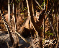 Fossa sunbathing, Kirindy Reserve, Madagascar Before we were about to start a morning hike in Kirindy, Henriette spotted this Fossa near our lodge. I went into pursuit and was close to losing it when the Fossa bumped into other tourists, forcing it back in my direction. Note that at Kirindy, the Fossa is common to see as it is somewhat domesticated. In the wild you are unlikely to ever see one. They are widespread throughout Madagascar, yet typically local populations are small.<br />
<br />
The Fossa is Madagascar's top mammalian predator. It has an interesting taxonomy. Despite its cat-like appearance, it is believed to be more closely related to the mongoose family:<br />
https://www.jungledragon.com/wildlife/browse/animalia/chordata/mammalia/carnivora/eupleridae<br />
<br />
It's an iconic species typical of Madagascar, there isn't a comparable species anywhere else. <br />
<br />
The most impressive fact about the Fossa is that over 50% of their diet consists of lemurs. Surprising a lemur in the canopy, who have keen senses and are always on watch, takes an extraordinary skill. For this purpose, the Fossa has flexible ankles, which allow it to climb up and down, as well as jump between trees. Although rare, there have been reports of multiple Fossas cooperating in a hunt, evidence here:<br />
https://www.youtube.com/watch?v=vpwM-K2TRR4<br />
Well, some may consider another fact even more impressive: the male of the Fossa at times can be considered a five-legged animal as it has an unusually large penis that may reach up to its front legs when erect. Not only is it huge, it's also spiny. The female has equally strange genitalia, it grows an enlarged, penis-like clitoris that is also spiny. This clitoris reduces in size as she ages, it is believed that during the female's first years, this masculization helps her against harassment by young males. The Fossa is the only known species in the world where this process occurs without hormones being involved.<br />
<br />
Despite being the top predator of Madagascar, one does not have to be terrified when seeing one. It's best described as an oversized, very muscular cat. Surely it can do significant damage when provoked, but it's unlikely to be a life threatening encounter. Fossas typically will not grow beyond about 10kg of weight. <br />
<br />
Now extinct, there once was a second species of Fossa: Cryptoprocta spelea, or Giant Fossa. It was almost identicial yet twice as large or heavy. The extra size likely was needed to hunt the Giant lemurs of Madagascar, which have also gone exctinct. Check out this illustration:<br />
https://www.researchgate.net/profile/Simon_Bearder/publication/262067793/figure/fig3/AS:669429562081292@1536615853540/Some-subfossil-lemur-species-with-extant-Indri-one-of-the-two-largest-living-lemurs.png<br />
<br />
The Indri (in black) is the only species in the illustration still extant, and currently the largest species of lemur. <br />
<br />
https://www.jungledragon.com/image/83032/fossa_portrait_-_1_kirindy_reserve_madagascar.html<br />
https://www.jungledragon.com/image/83033/fossa_portrait_-_2_kirindy_reserve_madagascar.html<br />
https://www.jungledragon.com/image/83034/fossa_full_body_kirindy_reserve_madagascar.html<br />
https://www.jungledragon.com/image/83035/fossa_portrait_-_3_kirindy_reserve_madagascar.html<br />
https://www.jungledragon.com/image/83037/fossa_sunbathing_-_closeup_kirindy_reserve_madagascar.html<br />
https://www.youtube.com/watch?v=hv9VOY2H61Y Africa,Cryptoprocta ferox,Fossa,Kirindy Reserve,Madagascar,Madagascar 2019,World