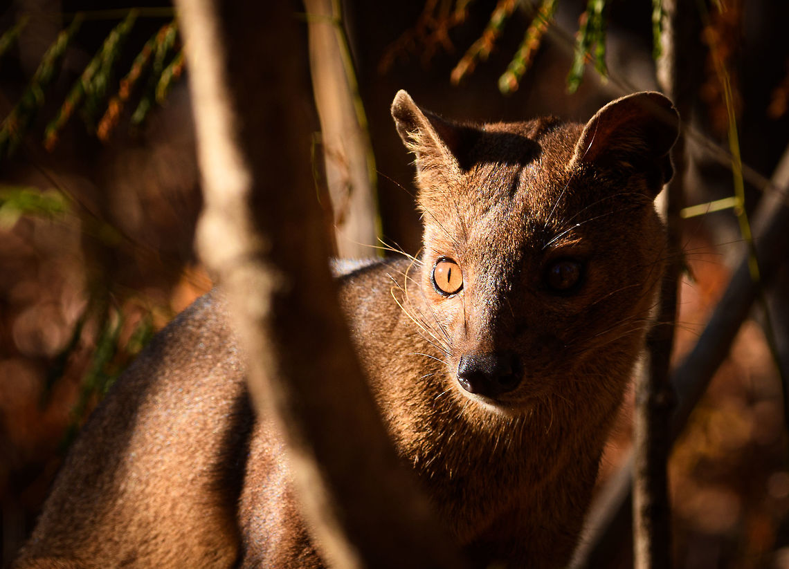 Fossa sunbathing - closeup, Kirindy Reserve, Madagascar Before we were about to start a morning hike in Kirindy, Henriette spotted this Fossa near our lodge. I went into pursuit and was close to losing it when the Fossa bumped into other tourists, forcing it back in my direction. Note that at Kirindy, the Fossa is common to see as it is somewhat domesticated. In the wild you are unlikely to ever see one. They are widespread throughout Madagascar, yet typically local populations are small.<br />
<br />
The Fossa is Madagascar&#039;s top mammalian predator. It has an interesting taxonomy. Despite its cat-like appearance, it is believed to be more closely related to the mongoose family:<br />
<a href="https://www.jungledragon.com/wildlife/browse/animalia/chordata/mammalia/carnivora/eupleridae" rel="nofollow">https://www.jungledragon.com/wildlife/browse/animalia/chordata/mammalia/carnivora/eupleridae</a><br />
<br />
It&#039;s an iconic species typical of Madagascar, there isn&#039;t a comparable species anywhere else. <br />
<br />
The most impressive fact about the Fossa is that over 50% of their diet consists of lemurs. Surprising a lemur in the canopy, who have keen senses and are always on watch, takes an extraordinary skill. For this purpose, the Fossa has flexible ankles, which allow it to climb up and down, as well as jump between trees. Although rare, there have been reports of multiple Fossas cooperating in a hunt, evidence here:<br />
<section class="video"><iframe width="448" height="282" src="https://www.youtube-nocookie.com/embed/vpwM-K2TRR4?hd=1&autoplay=0&rel=0" frameborder="0" allowfullscreen></iframe></section><br />
Well, some may consider another fact even more impressive: the male of the Fossa at times can be considered a five-legged animal as it has an unusually large penis that may reach up to its front legs when erect. Not only is it huge, it&#039;s also spiny. The female has equally strange genitalia, it grows an enlarged, penis-like clitoris that is also spiny. This clitoris reduces in size as she ages, it is believed that during the female&#039;s first years, this masculization helps her against harassment by young males. The Fossa is the only known species in the world where this process occurs without hormones being involved.<br />
<br />
Despite being the top predator of Madagascar, one does not have to be terrified when seeing one. It&#039;s best described as an oversized, very muscular cat. Surely it can do significant damage when provoked, but it&#039;s unlikely to be a life threatening encounter. Fossas typically will not grow beyond about 10kg of weight. <br />
<br />
Now extinct, there once was a second species of Fossa: Cryptoprocta spelea, or Giant Fossa. It was almost identicial yet twice as large or heavy. The extra size likely was needed to hunt the Giant lemurs of Madagascar, which have also gone exctinct. Check out this illustration:<br />
<a href="https://www.researchgate.net/profile/Simon_Bearder/publication/262067793/figure/fig3/AS:669429562081292@1536615853540/Some-subfossil-lemur-species-with-extant-Indri-one-of-the-two-largest-living-lemurs.png" rel="nofollow">https://www.researchgate.net/profile/Simon_Bearder/publication/262067793/figure/fig3/AS:669429562081292@1536615853540/Some-subfossil-lemur-species-with-extant-Indri-one-of-the-two-largest-living-lemurs.png</a><br />
<br />
The Indri (in black) is the only species in the illustration still extant, and currently the largest species of lemur. <br />
<br />
<figure class="photo"><a href="https://www.jungledragon.com/image/83032/fossa_portrait_-_1_kirindy_reserve_madagascar.html" title="Fossa portrait - 1, Kirindy Reserve, Madagascar"><img src="https://s3.amazonaws.com/media.jungledragon.com/images/2/83032_thumb.jpg?AWSAccessKeyId=05GMT0V3GWVNE7GGM1R2&Expires=1759968010&Signature=Rf9fWkvxjCyrlS1UHkwqDj0gWSc%3D" width="200" height="200" alt="Fossa portrait - 1, Kirindy Reserve, Madagascar Before we were about to start a morning hike in Kirindy, Henriette spotted this Fossa near our lodge. I went into pursuit and was close to losing it when the Fossa bumped into other tourists, forcing it back in my direction. Note that at Kirindy, the Fossa is common to see as it is somewhat domesticated. In the wild you are unlikely to ever see one. They are widespread throughout Madagascar, yet typically local populations are small.<br />
<br />
The Fossa is Madagascar&#039;s top mammalian predator. It has an interesting taxonomy. Despite its cat-like appearance, it is believed to be more closely related to the mongoose family:<br />
https://www.jungledragon.com/wildlife/browse/animalia/chordata/mammalia/carnivora/eupleridae<br />
<br />
It&#039;s an iconic species typical of Madagascar, there isn&#039;t a comparable species anywhere else. <br />
<br />
The most impressive fact about the Fossa is that over 50% of their diet consists of lemurs. Surprising a lemur in the canopy, who have keen senses and are always on watch, takes an extraordinary skill. For this purpose, the Fossa has flexible ankles, which allow it to climb up and down, as well as jump between trees. Although rare, there have been reports of multiple Fossas cooperating in a hunt, evidence here:<br />
https://www.youtube.com/watch?v=vpwM-K2TRR4<br />
Well, some may consider another fact even more impressive: the male of the Fossa at times can be considered a five-legged animal as it has an unusually large penis that may reach up to its front legs when erect. Not only is it huge, it&#039;s also spiny. The female has equally strange genitalia, it grows an enlarged, penis-like clitoris that is also spiny. This clitoris reduces in size as she ages, it is believed that during the female&#039;s first years, this masculization helps her against harassment by young males. The Fossa is the only known species in the world where this process occurs without hormones being involved.<br />
<br />
Despite being the top predator of Madagascar, one does not have to be terrified when seeing one. It&#039;s best described as an oversized, very muscular cat. Surely it can do significant damage when provoked, but it&#039;s unlikely to be a life threatening encounter. Fossas typically will not grow beyond about 10kg of weight. <br />
<br />
Now extinct, there once was a second species of Fossa: Cryptoprocta spelea, or Giant Fossa. It was almost identicial yet twice as large or heavy. The extra size likely was needed to hunt the Giant lemurs of Madagascar, which have also gone exctinct. Check out this illustration:<br />
https://www.researchgate.net/profile/Simon_Bearder/publication/262067793/figure/fig3/AS:669429562081292@1536615853540/Some-subfossil-lemur-species-with-extant-Indri-one-of-the-two-largest-living-lemurs.png<br />
<br />
The Indri (in black) is the only species in the illustration still extant, and currently the largest species of lemur. <br />
<br />
https://www.jungledragon.com/image/83033/fossa_portrait_-_2_kirindy_reserve_madagascar.html<br />
https://www.jungledragon.com/image/83034/fossa_full_body_kirindy_reserve_madagascar.html<br />
https://www.jungledragon.com/image/83035/fossa_portrait_-_3_kirindy_reserve_madagascar.html<br />
https://www.jungledragon.com/image/83036/fossa_sunbathing_kirindy_reserve_madagascar.html<br />
https://www.jungledragon.com/image/83037/fossa_sunbathing_-_closeup_kirindy_reserve_madagascar.html<br />
https://www.youtube.com/watch?v=hv9VOY2H61Y Africa,Cryptoprocta ferox,Fossa,Geotagged,Kirindy Reserve,Madagascar,Madagascar 2019,Winter,World" /></a></figure><br />
<figure class="photo"><a href="https://www.jungledragon.com/image/83033/fossa_portrait_-_2_kirindy_reserve_madagascar.html" title="Fossa portrait - 2, Kirindy Reserve, Madagascar"><img src="https://s3.amazonaws.com/media.jungledragon.com/images/2/83033_thumb.jpg?AWSAccessKeyId=05GMT0V3GWVNE7GGM1R2&Expires=1759968010&Signature=4kSEPjDYxT%2BaUerGTNb3hmMjY5M%3D" width="200" height="160" alt="Fossa portrait - 2, Kirindy Reserve, Madagascar Before we were about to start a morning hike in Kirindy, Henriette spotted this Fossa near our lodge. I went into pursuit and was close to losing it when the Fossa bumped into other tourists, forcing it back in my direction. Note that at Kirindy, the Fossa is common to see as it is somewhat domesticated. In the wild you are unlikely to ever see one. They are widespread throughout Madagascar, yet typically local populations are small.<br />
<br />
The Fossa is Madagascar&#039;s top mammalian predator. It has an interesting taxonomy. Despite its cat-like appearance, it is believed to be more closely related to the mongoose family:<br />
https://www.jungledragon.com/wildlife/browse/animalia/chordata/mammalia/carnivora/eupleridae<br />
<br />
It&#039;s an iconic species typical of Madagascar, there isn&#039;t a comparable species anywhere else. <br />
<br />
The most impressive fact about the Fossa is that over 50% of their diet consists of lemurs. Surprising a lemur in the canopy, who have keen senses and are always on watch, takes an extraordinary skill. For this purpose, the Fossa has flexible ankles, which allow it to climb up and down, as well as jump between trees. Although rare, there have been reports of multiple Fossas cooperating in a hunt, evidence here:<br />
https://www.youtube.com/watch?v=vpwM-K2TRR4<br />
Well, some may consider another fact even more impressive: the male of the Fossa at times can be considered a five-legged animal as it has an unusually large penis that may reach up to its front legs when erect. Not only is it huge, it&#039;s also spiny. The female has equally strange genitalia, it grows an enlarged, penis-like clitoris that is also spiny. This clitoris reduces in size as she ages, it is believed that during the female&#039;s first years, this masculization helps her against harassment by young males. The Fossa is the only known species in the world where this process occurs without hormones being involved.<br />
<br />
Despite being the top predator of Madagascar, one does not have to be terrified when seeing one. It&#039;s best described as an oversized, very muscular cat. Surely it can do significant damage when provoked, but it&#039;s unlikely to be a life threatening encounter. Fossas typically will not grow beyond about 10kg of weight. <br />
<br />
Now extinct, there once was a second species of Fossa: Cryptoprocta spelea, or Giant Fossa. It was almost identicial yet twice as large or heavy. The extra size likely was needed to hunt the Giant lemurs of Madagascar, which have also gone exctinct. Check out this illustration:<br />
https://www.researchgate.net/profile/Simon_Bearder/publication/262067793/figure/fig3/AS:669429562081292@1536615853540/Some-subfossil-lemur-species-with-extant-Indri-one-of-the-two-largest-living-lemurs.png<br />
<br />
The Indri (in black) is the only species in the illustration still extant, and currently the largest species of lemur. <br />
<br />
https://www.jungledragon.com/image/83032/fossa_portrait_-_1_kirindy_reserve_madagascar.html<br />
https://www.jungledragon.com/image/83034/fossa_full_body_kirindy_reserve_madagascar.html<br />
https://www.jungledragon.com/image/83035/fossa_portrait_-_3_kirindy_reserve_madagascar.html<br />
https://www.jungledragon.com/image/83036/fossa_sunbathing_kirindy_reserve_madagascar.html<br />
https://www.jungledragon.com/image/83037/fossa_sunbathing_-_closeup_kirindy_reserve_madagascar.html<br />
https://www.youtube.com/watch?v=hv9VOY2H61Y Africa,Cryptoprocta ferox,Fossa,Kirindy Reserve,Madagascar,Madagascar 2019,World" /></a></figure><br />
<figure class="photo"><a href="https://www.jungledragon.com/image/83034/fossa_full_body_kirindy_reserve_madagascar.html" title="Fossa full body, Kirindy Reserve, Madagascar"><img src="https://s3.amazonaws.com/media.jungledragon.com/images/2/83034_thumb.jpg?AWSAccessKeyId=05GMT0V3GWVNE7GGM1R2&Expires=1759968010&Signature=waYaJkSBOlhlrkl2RP9xYKQ9GKw%3D" width="200" height="134" alt="Fossa full body, Kirindy Reserve, Madagascar Before we were about to start a morning hike in Kirindy, Henriette spotted this Fossa near our lodge. I went into pursuit and was close to losing it when the Fossa bumped into other tourists, forcing it back in my direction. Note that at Kirindy, the Fossa is common to see as it is somewhat domesticated. In the wild you are unlikely to ever see one. They are widespread throughout Madagascar, yet typically local populations are small.<br />
<br />
The Fossa is Madagascar&#039;s top mammalian predator. It has an interesting taxonomy. Despite its cat-like appearance, it is believed to be more closely related to the mongoose family:<br />
https://www.jungledragon.com/wildlife/browse/animalia/chordata/mammalia/carnivora/eupleridae<br />
<br />
It&#039;s an iconic species typical of Madagascar, there isn&#039;t a comparable species anywhere else. <br />
<br />
The most impressive fact about the Fossa is that over 50% of their diet consists of lemurs. Surprising a lemur in the canopy, who have keen senses and are always on watch, takes an extraordinary skill. For this purpose, the Fossa has flexible ankles, which allow it to climb up and down, as well as jump between trees. Although rare, there have been reports of multiple Fossas cooperating in a hunt, evidence here:<br />
https://www.youtube.com/watch?v=vpwM-K2TRR4<br />
Well, some may consider another fact even more impressive: the male of the Fossa at times can be considered a five-legged animal as it has an unusually large penis that may reach up to its front legs when erect. Not only is it huge, it&#039;s also spiny. The female has equally strange genitalia, it grows an enlarged, penis-like clitoris that is also spiny. This clitoris reduces in size as she ages, it is believed that during the female&#039;s first years, this masculization helps her against harassment by young males. The Fossa is the only known species in the world where this process occurs without hormones being involved.<br />
<br />
Despite being the top predator of Madagascar, one does not have to be terrified when seeing one. It&#039;s best described as an oversized, very muscular cat. Surely it can do significant damage when provoked, but it&#039;s unlikely to be a life threatening encounter. Fossas typically will not grow beyond about 10kg of weight. <br />
<br />
Now extinct, there once was a second species of Fossa: Cryptoprocta spelea, or Giant Fossa. It was almost identicial yet twice as large or heavy. The extra size likely was needed to hunt the Giant lemurs of Madagascar, which have also gone exctinct. Check out this illustration:<br />
https://www.researchgate.net/profile/Simon_Bearder/publication/262067793/figure/fig3/AS:669429562081292@1536615853540/Some-subfossil-lemur-species-with-extant-Indri-one-of-the-two-largest-living-lemurs.png<br />
<br />
The Indri (in black) is the only species in the illustration still extant, and currently the largest species of lemur. <br />
<br />
https://www.jungledragon.com/image/83032/fossa_portrait_-_1_kirindy_reserve_madagascar.html<br />
https://www.jungledragon.com/image/83033/fossa_portrait_-_2_kirindy_reserve_madagascar.html<br />
https://www.jungledragon.com/image/83035/fossa_portrait_-_3_kirindy_reserve_madagascar.html<br />
https://www.jungledragon.com/image/83036/fossa_sunbathing_kirindy_reserve_madagascar.html<br />
https://www.jungledragon.com/image/83037/fossa_sunbathing_-_closeup_kirindy_reserve_madagascar.html<br />
https://www.youtube.com/watch?v=hv9VOY2H61Y Africa,Cryptoprocta ferox,Fossa,Geotagged,Kirindy Reserve,Madagascar,Madagascar 2019,Winter,World" /></a></figure><br />
<figure class="photo"><a href="https://www.jungledragon.com/image/83035/fossa_portrait_-_3_kirindy_reserve_madagascar.html" title="Fossa portrait - 3, Kirindy Reserve, Madagascar"><img src="https://s3.amazonaws.com/media.jungledragon.com/images/2/83035_thumb.jpg?AWSAccessKeyId=05GMT0V3GWVNE7GGM1R2&Expires=1759968010&Signature=PSxZYHkcpVWzcSv3QTyAITNpTdA%3D" width="200" height="200" alt="Fossa portrait - 3, Kirindy Reserve, Madagascar Before we were about to start a morning hike in Kirindy, Henriette spotted this Fossa near our lodge. I went into pursuit and was close to losing it when the Fossa bumped into other tourists, forcing it back in my direction. Note that at Kirindy, the Fossa is common to see as it is somewhat domesticated. In the wild you are unlikely to ever see one. They are widespread throughout Madagascar, yet typically local populations are small.<br />
<br />
The Fossa is Madagascar&#039;s top mammalian predator. It has an interesting taxonomy. Despite its cat-like appearance, it is believed to be more closely related to the mongoose family:<br />
https://www.jungledragon.com/wildlife/browse/animalia/chordata/mammalia/carnivora/eupleridae<br />
<br />
It&#039;s an iconic species typical of Madagascar, there isn&#039;t a comparable species anywhere else. <br />
<br />
The most impressive fact about the Fossa is that over 50% of their diet consists of lemurs. Surprising a lemur in the canopy, who have keen senses and are always on watch, takes an extraordinary skill. For this purpose, the Fossa has flexible ankles, which allow it to climb up and down, as well as jump between trees. Although rare, there have been reports of multiple Fossas cooperating in a hunt, evidence here:<br />
https://www.youtube.com/watch?v=vpwM-K2TRR4<br />
Well, some may consider another fact even more impressive: the male of the Fossa at times can be considered a five-legged animal as it has an unusually large penis that may reach up to its front legs when erect. Not only is it huge, it&#039;s also spiny. The female has equally strange genitalia, it grows an enlarged, penis-like clitoris that is also spiny. This clitoris reduces in size as she ages, it is believed that during the female&#039;s first years, this masculization helps her against harassment by young males. The Fossa is the only known species in the world where this process occurs without hormones being involved.<br />
<br />
Despite being the top predator of Madagascar, one does not have to be terrified when seeing one. It&#039;s best described as an oversized, very muscular cat. Surely it can do significant damage when provoked, but it&#039;s unlikely to be a life threatening encounter. Fossas typically will not grow beyond about 10kg of weight. <br />
<br />
Now extinct, there once was a second species of Fossa: Cryptoprocta spelea, or Giant Fossa. It was almost identicial yet twice as large or heavy. The extra size likely was needed to hunt the Giant lemurs of Madagascar, which have also gone exctinct. Check out this illustration:<br />
https://www.researchgate.net/profile/Simon_Bearder/publication/262067793/figure/fig3/AS:669429562081292@1536615853540/Some-subfossil-lemur-species-with-extant-Indri-one-of-the-two-largest-living-lemurs.png<br />
<br />
The Indri (in black) is the only species in the illustration still extant, and currently the largest species of lemur. <br />
<br />
https://www.jungledragon.com/image/83032/fossa_portrait_-_1_kirindy_reserve_madagascar.html<br />
https://www.jungledragon.com/image/83033/fossa_portrait_-_2_kirindy_reserve_madagascar.html<br />
https://www.jungledragon.com/image/83034/fossa_full_body_kirindy_reserve_madagascar.html<br />
https://www.jungledragon.com/image/83036/fossa_sunbathing_kirindy_reserve_madagascar.html<br />
https://www.jungledragon.com/image/83037/fossa_sunbathing_-_closeup_kirindy_reserve_madagascar.html<br />
https://www.youtube.com/watch?v=hv9VOY2H61Y Africa,Cryptoprocta ferox,Fossa,Geotagged,Kirindy Reserve,Madagascar,Madagascar 2019,Winter,World" /></a></figure><br />
<figure class="photo"><a href="https://www.jungledragon.com/image/83036/fossa_sunbathing_kirindy_reserve_madagascar.html" title="Fossa sunbathing, Kirindy Reserve, Madagascar"><img src="https://s3.amazonaws.com/media.jungledragon.com/images/2/83036_thumb.jpg?AWSAccessKeyId=05GMT0V3GWVNE7GGM1R2&Expires=1759968010&Signature=vk6R%2Bdp%2BVtMK3VTVsjjgIOlAFk4%3D" width="200" height="162" alt="Fossa sunbathing, Kirindy Reserve, Madagascar Before we were about to start a morning hike in Kirindy, Henriette spotted this Fossa near our lodge. I went into pursuit and was close to losing it when the Fossa bumped into other tourists, forcing it back in my direction. Note that at Kirindy, the Fossa is common to see as it is somewhat domesticated. In the wild you are unlikely to ever see one. They are widespread throughout Madagascar, yet typically local populations are small.<br />
<br />
The Fossa is Madagascar&#039;s top mammalian predator. It has an interesting taxonomy. Despite its cat-like appearance, it is believed to be more closely related to the mongoose family:<br />
https://www.jungledragon.com/wildlife/browse/animalia/chordata/mammalia/carnivora/eupleridae<br />
<br />
It&#039;s an iconic species typical of Madagascar, there isn&#039;t a comparable species anywhere else. <br />
<br />
The most impressive fact about the Fossa is that over 50% of their diet consists of lemurs. Surprising a lemur in the canopy, who have keen senses and are always on watch, takes an extraordinary skill. For this purpose, the Fossa has flexible ankles, which allow it to climb up and down, as well as jump between trees. Although rare, there have been reports of multiple Fossas cooperating in a hunt, evidence here:<br />
https://www.youtube.com/watch?v=vpwM-K2TRR4<br />
Well, some may consider another fact even more impressive: the male of the Fossa at times can be considered a five-legged animal as it has an unusually large penis that may reach up to its front legs when erect. Not only is it huge, it&#039;s also spiny. The female has equally strange genitalia, it grows an enlarged, penis-like clitoris that is also spiny. This clitoris reduces in size as she ages, it is believed that during the female&#039;s first years, this masculization helps her against harassment by young males. The Fossa is the only known species in the world where this process occurs without hormones being involved.<br />
<br />
Despite being the top predator of Madagascar, one does not have to be terrified when seeing one. It&#039;s best described as an oversized, very muscular cat. Surely it can do significant damage when provoked, but it&#039;s unlikely to be a life threatening encounter. Fossas typically will not grow beyond about 10kg of weight. <br />
<br />
Now extinct, there once was a second species of Fossa: Cryptoprocta spelea, or Giant Fossa. It was almost identicial yet twice as large or heavy. The extra size likely was needed to hunt the Giant lemurs of Madagascar, which have also gone exctinct. Check out this illustration:<br />
https://www.researchgate.net/profile/Simon_Bearder/publication/262067793/figure/fig3/AS:669429562081292@1536615853540/Some-subfossil-lemur-species-with-extant-Indri-one-of-the-two-largest-living-lemurs.png<br />
<br />
The Indri (in black) is the only species in the illustration still extant, and currently the largest species of lemur. <br />
<br />
https://www.jungledragon.com/image/83032/fossa_portrait_-_1_kirindy_reserve_madagascar.html<br />
https://www.jungledragon.com/image/83033/fossa_portrait_-_2_kirindy_reserve_madagascar.html<br />
https://www.jungledragon.com/image/83034/fossa_full_body_kirindy_reserve_madagascar.html<br />
https://www.jungledragon.com/image/83035/fossa_portrait_-_3_kirindy_reserve_madagascar.html<br />
https://www.jungledragon.com/image/83037/fossa_sunbathing_-_closeup_kirindy_reserve_madagascar.html<br />
https://www.youtube.com/watch?v=hv9VOY2H61Y Africa,Cryptoprocta ferox,Fossa,Kirindy Reserve,Madagascar,Madagascar 2019,World" /></a></figure><br />
<section class="video"><iframe width="448" height="282" src="https://www.youtube-nocookie.com/embed/hv9VOY2H61Y?hd=1&autoplay=0&rel=0" frameborder="0" allowfullscreen></iframe></section> Africa,Cryptoprocta ferox,Fossa,Kirindy Reserve,Madagascar,Madagascar 2019,World