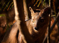 Fossa sunbathing - closeup, Kirindy Reserve, Madagascar Before we were about to start a morning hike in Kirindy, Henriette spotted this Fossa near our lodge. I went into pursuit and was close to losing it when the Fossa bumped into other tourists, forcing it back in my direction. Note that at Kirindy, the Fossa is common to see as it is somewhat domesticated. In the wild you are unlikely to ever see one. They are widespread throughout Madagascar, yet typically local populations are small.<br />
<br />
The Fossa is Madagascar's top mammalian predator. It has an interesting taxonomy. Despite its cat-like appearance, it is believed to be more closely related to the mongoose family:<br />
https://www.jungledragon.com/wildlife/browse/animalia/chordata/mammalia/carnivora/eupleridae<br />
<br />
It's an iconic species typical of Madagascar, there isn't a comparable species anywhere else. <br />
<br />
The most impressive fact about the Fossa is that over 50% of their diet consists of lemurs. Surprising a lemur in the canopy, who have keen senses and are always on watch, takes an extraordinary skill. For this purpose, the Fossa has flexible ankles, which allow it to climb up and down, as well as jump between trees. Although rare, there have been reports of multiple Fossas cooperating in a hunt, evidence here:<br />
https://www.youtube.com/watch?v=vpwM-K2TRR4<br />
Well, some may consider another fact even more impressive: the male of the Fossa at times can be considered a five-legged animal as it has an unusually large penis that may reach up to its front legs when erect. Not only is it huge, it's also spiny. The female has equally strange genitalia, it grows an enlarged, penis-like clitoris that is also spiny. This clitoris reduces in size as she ages, it is believed that during the female's first years, this masculization helps her against harassment by young males. The Fossa is the only known species in the world where this process occurs without hormones being involved.<br />
<br />
Despite being the top predator of Madagascar, one does not have to be terrified when seeing one. It's best described as an oversized, very muscular cat. Surely it can do significant damage when provoked, but it's unlikely to be a life threatening encounter. Fossas typically will not grow beyond about 10kg of weight. <br />
<br />
Now extinct, there once was a second species of Fossa: Cryptoprocta spelea, or Giant Fossa. It was almost identicial yet twice as large or heavy. The extra size likely was needed to hunt the Giant lemurs of Madagascar, which have also gone exctinct. Check out this illustration:<br />
https://www.researchgate.net/profile/Simon_Bearder/publication/262067793/figure/fig3/AS:669429562081292@1536615853540/Some-subfossil-lemur-species-with-extant-Indri-one-of-the-two-largest-living-lemurs.png<br />
<br />
The Indri (in black) is the only species in the illustration still extant, and currently the largest species of lemur. <br />
<br />
https://www.jungledragon.com/image/83032/fossa_portrait_-_1_kirindy_reserve_madagascar.html<br />
https://www.jungledragon.com/image/83033/fossa_portrait_-_2_kirindy_reserve_madagascar.html<br />
https://www.jungledragon.com/image/83034/fossa_full_body_kirindy_reserve_madagascar.html<br />
https://www.jungledragon.com/image/83035/fossa_portrait_-_3_kirindy_reserve_madagascar.html<br />
https://www.jungledragon.com/image/83036/fossa_sunbathing_kirindy_reserve_madagascar.html<br />
https://www.youtube.com/watch?v=hv9VOY2H61Y Africa,Cryptoprocta ferox,Fossa,Kirindy Reserve,Madagascar,Madagascar 2019,World