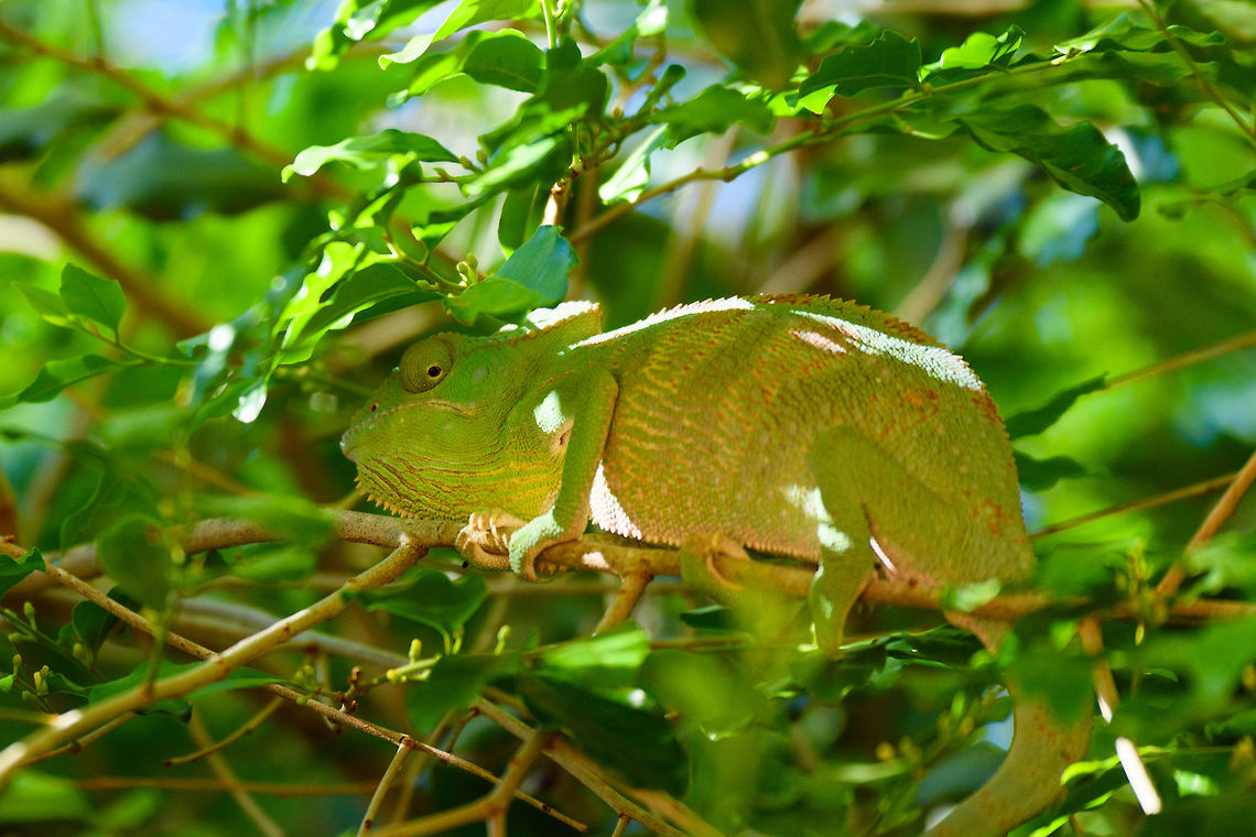 Malagasy Giant Chameleon, Kirindy Reserve, Madagascar A bit of an odd angle as this species was high up. This species is widespread in Madagascar and competes with the Parson&#039;s chameleon for being the largest chameleon, depending on what you define &quot;largest&quot; as.  Africa,Furcifer oustaleti,Kirindy Reserve,Madagascar,Madagascar 2019,Malagasy Giant Chameleon,World
