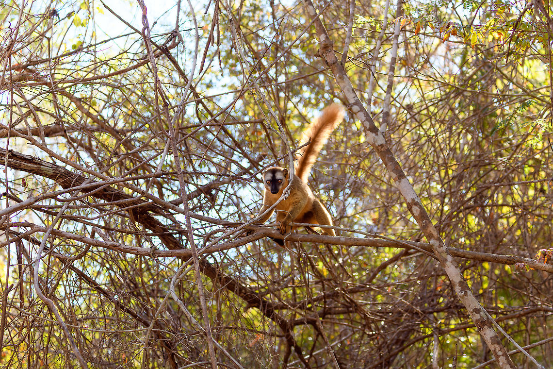 Southern red-fronted brown lemur - female - 2, Kirindy Reserve, Madagascar Here's some shots of a species extremely common to see in Kirindy, the (Southern)Red-fronted brown lemur. These diurnal species are active and loud as they move through the dry forest and not shy of people at all. They are fun to watch and hear, as they make a pig-like grunt noise. <br />
<br />
Brown lemurs, its (sub)species and many common names lead to a lot of confusion in species identification, therefore I'd like to give some guidance:<br />
<br />
The Brown lemur (Eulemur fulvus) can be considered the historic species complex. It used to lump together several sub species that now have become full species. Today, Eulemur fulvus is a species with a specific appearance and distribution. You can recognize it by its relatively dull appearance, both the male and female have a largely dark face:<br />
<a href="https://www.jungledragon.com/specie/1531/common_brown_lemur.html" rel="nofollow">https://www.jungledragon.com/specie/1531/common_brown_lemur.html</a><br />
<br />
The red-fronted lemur used to be considered a sub species of brown lemur yet in 2001, it got full species status as Eulemur rufus. It was easy to distinguish from the Brown Lemur for the males have a rufous crown. <br />
<br />
Then in 2008, Eulemur rufus was further split into 2 seperate species:<br />
- Eulemur rufus, with common names: Red lemur, Rufous brown lemur<br />
- Eulemur rufifrons, with common names: Red-fronted lemur, Red-fronted brown lemur<br />
<br />
If you look at the pile of common names:<br />
<br />
- Brown Lemur<br />
- Common Brown Lemur<br />
- Red Lemur<br />
- Rufous Brown Lemur<br />
- Red-fronted Lemur<br />
- Red-fronted Brown Lemur<br />
<br />
...it's easy to get confused. Even more so when even guides use these common names very casually, they may even still call a red-fronted lemur a brown lemur. The solution is to be explicit as possible:<br />
<br />
Eulemur rufus - Northern red-fronted lemur<br />
Eulemur rufifrons - Southern red-fronted brown lemur<br />
<br />
The two species having a red front can largely be dinstinguished by distribution. In most cases, you can look up the site/park where you spotted it and find information on which one occurs there, as they don't really overlap in the wild. <br />
<br />
In non-wild spottings it may be harder to tell the difference. The only difference I'm aware of is that the male of Eulemur rufus has a slightly more vibrant (orange) crown compared to Eulemur rufifrons, yet it's probably best to ask locally which one it is.<br />
<figure class="photo"><a href="https://www.jungledragon.com/image/83085/southern_red-fronted_brown_lemur_-_female_kirindy_reserve_madagascar.html" title="Southern red-fronted brown lemur - female, Kirindy Reserve, Madagascar"><img src="https://s3.amazonaws.com/media.jungledragon.com/images/2/83085_thumb.jpg?AWSAccessKeyId=05GMT0V3GWVNE7GGM1R2&Expires=1770854410&Signature=0If26TnKhEgraZNetpAUjktLKKk%3D" width="200" height="134" alt="Southern red-fronted brown lemur - female, Kirindy Reserve, Madagascar Here's some shots of a species extremely common to see in Kirindy, the (Southern)Red-fronted brown lemur. These diurnal species are active and loud as they move through the dry forest and not shy of people at all. They are fun to watch and hear, as they make a pig-like grunt noise. <br />
<br />
Brown lemurs, its (sub)species and many common names lead to a lot of confusion in species identification, therefore I'd like to give some guidance:<br />
<br />
The Brown lemur (Eulemur fulvus) can be considered the historic species complex. It used to lump together several sub species that now have become full species. Today, Eulemur fulvus is a species with a specific appearance and distribution. You can recognize it by its relatively dull appearance, both the male and female have a largely dark face:<br />
https://www.jungledragon.com/specie/1531/common_brown_lemur.html<br />
<br />
The red-fronted lemur used to be considered a sub species of brown lemur yet in 2001, it got full species status as Eulemur rufus. It was easy to distinguish from the Brown Lemur for the males have a rufous crown. <br />
<br />
Then in 2008, Eulemur rufus was further split into 2 seperate species:<br />
- Eulemur rufus, with common names: Red lemur, Rufous brown lemur<br />
- Eulemur rufifrons, with common names: Red-fronted lemur, Red-fronted brown lemur<br />
<br />
If you look at the pile of common names:<br />
<br />
- Brown Lemur<br />
- Common Brown Lemur<br />
- Red Lemur<br />
- Rufous Brown Lemur<br />
- Red-fronted Lemur<br />
- Red-fronted Brown Lemur<br />
<br />
...it's easy to get confused. Even more so when even guides use these common names very casually, they may even still call a red-fronted lemur a brown lemur. The solution is to be explicit as possible:<br />
<br />
Eulemur rufus - Northern red-fronted lemur<br />
Eulemur rufifrons - Southern red-fronted brown lemur<br />
<br />
The two species having a red front can largely be dinstinguished by distribution. In most cases, you can look up the site/park where you spotted it and find information on which one occurs there, as they don't really overlap in the wild. <br />
<br />
In non-wild spottings it may be harder to tell the difference. The only difference I'm aware of is that the male of Eulemur rufus has a slightly more vibrant (orange) crown compared to Eulemur rufifrons, yet it's probably best to ask locally which one it is.<br />
https://www.jungledragon.com/image/83084/southern_red-fronted_brown_lemur_-_female_-_2_kirindy_reserve_madagascar.html<br />
https://www.jungledragon.com/image/83086/southern_red-fronted_brown_lemur_-_male_kirindy_reserve_madagascar.html<br />
https://www.jungledragon.com/image/83087/southern_red-fronted_brown_lemur_-_male_closeup_kirindy_reserve_madagascar.html Africa,Eulemur rufifrons,Kirindy Reserve,Madagascar,Madagascar 2019,Southern red-fronted brown lemur,World" /></a></figure><br />
<figure class="photo"><a href="https://www.jungledragon.com/image/83086/southern_red-fronted_brown_lemur_-_male_kirindy_reserve_madagascar.html" title="Southern red-fronted brown lemur - male, Kirindy Reserve, Madagascar"><img src="https://s3.amazonaws.com/media.jungledragon.com/images/2/83086_thumb.jpg?AWSAccessKeyId=05GMT0V3GWVNE7GGM1R2&Expires=1770854410&Signature=J73f9SniFv3neY0fXtR6zqG4tuc%3D" width="200" height="134" alt="Southern red-fronted brown lemur - male, Kirindy Reserve, Madagascar Here's some shots of a species extremely common to see in Kirindy, the (Southern)Red-fronted brown lemur. These diurnal species are active and loud as they move through the dry forest and not shy of people at all. They are fun to watch and hear, as they make a pig-like grunt noise. <br />
<br />
Brown lemurs, its (sub)species and many common names lead to a lot of confusion in species identification, therefore I'd like to give some guidance:<br />
<br />
The Brown lemur (Eulemur fulvus) can be considered the historic species complex. It used to lump together several sub species that now have become full species. Today, Eulemur fulvus is a species with a specific appearance and distribution. You can recognize it by its relatively dull appearance, both the male and female have a largely dark face:<br />
https://www.jungledragon.com/specie/1531/common_brown_lemur.html<br />
<br />
The red-fronted lemur used to be considered a sub species of brown lemur yet in 2001, it got full species status as Eulemur rufus. It was easy to distinguish from the Brown Lemur for the males have a rufous crown. <br />
<br />
Then in 2008, Eulemur rufus was further split into 2 seperate species:<br />
- Eulemur rufus, with common names: Red lemur, Rufous brown lemur<br />
- Eulemur rufifrons, with common names: Red-fronted lemur, Red-fronted brown lemur<br />
<br />
If you look at the pile of common names:<br />
<br />
- Brown Lemur<br />
- Common Brown Lemur<br />
- Red Lemur<br />
- Rufous Brown Lemur<br />
- Red-fronted Lemur<br />
- Red-fronted Brown Lemur<br />
<br />
...it's easy to get confused. Even more so when even guides use these common names very casually, they may even still call a red-fronted lemur a brown lemur. The solution is to be explicit as possible:<br />
<br />
Eulemur rufus - Northern red-fronted lemur<br />
Eulemur rufifrons - Southern red-fronted brown lemur<br />
<br />
The two species having a red front can largely be dinstinguished by distribution. In most cases, you can look up the site/park where you spotted it and find information on which one occurs there, as they don't really overlap in the wild. <br />
<br />
In non-wild spottings it may be harder to tell the difference. The only difference I'm aware of is that the male of Eulemur rufus has a slightly more vibrant (orange) crown compared to Eulemur rufifrons, yet it's probably best to ask locally which one it is.<br />
https://www.jungledragon.com/image/83084/southern_red-fronted_brown_lemur_-_female_-_2_kirindy_reserve_madagascar.html<br />
https://www.jungledragon.com/image/83085/southern_red-fronted_brown_lemur_-_female_kirindy_reserve_madagascar.html<br />
https://www.jungledragon.com/image/83087/southern_red-fronted_brown_lemur_-_male_closeup_kirindy_reserve_madagascar.html Africa,Eulemur rufifrons,Geotagged,Kirindy Reserve,Madagascar,Madagascar 2019,Southern red-fronted brown lemur,Winter,World" /></a></figure><br />
<figure class="photo"><a href="https://www.jungledragon.com/image/83087/southern_red-fronted_brown_lemur_-_male_closeup_kirindy_reserve_madagascar.html" title="Southern red-fronted brown lemur - male closeup, Kirindy Reserve, Madagascar"><img src="https://s3.amazonaws.com/media.jungledragon.com/images/2/83087_thumb.jpg?AWSAccessKeyId=05GMT0V3GWVNE7GGM1R2&Expires=1770854410&Signature=bx%2FLzueNLn4vEibPPB1vMhtmQto%3D" width="200" height="188" alt="Southern red-fronted brown lemur - male closeup, Kirindy Reserve, Madagascar Here's some shots of a species extremely common to see in Kirindy, the (Southern)Red-fronted brown lemur. These diurnal species are active and loud as they move through the dry forest and not shy of people at all. They are fun to watch and hear, as they make a pig-like grunt noise. <br />
<br />
Brown lemurs, its (sub)species and many common names lead to a lot of confusion in species identification, therefore I'd like to give some guidance:<br />
<br />
The Brown lemur (Eulemur fulvus) can be considered the historic species complex. It used to lump together several sub species that now have become full species. Today, Eulemur fulvus is a species with a specific appearance and distribution. You can recognize it by its relatively dull appearance, both the male and female have a largely dark face:<br />
https://www.jungledragon.com/specie/1531/common_brown_lemur.html<br />
<br />
The red-fronted lemur used to be considered a sub species of brown lemur yet in 2001, it got full species status as Eulemur rufus. It was easy to distinguish from the Brown Lemur for the males have a rufous crown. <br />
<br />
Then in 2008, Eulemur rufus was further split into 2 seperate species:<br />
- Eulemur rufus, with common names: Red lemur, Rufous brown lemur<br />
- Eulemur rufifrons, with common names: Red-fronted lemur, Red-fronted brown lemur<br />
<br />
If you look at the pile of common names:<br />
<br />
- Brown Lemur<br />
- Common Brown Lemur<br />
- Red Lemur<br />
- Rufous Brown Lemur<br />
- Red-fronted Lemur<br />
- Red-fronted Brown Lemur<br />
<br />
...it's easy to get confused. Even more so when even guides use these common names very casually, they may even still call a red-fronted lemur a brown lemur. The solution is to be explicit as possible:<br />
<br />
Eulemur rufus - Northern red-fronted lemur<br />
Eulemur rufifrons - Southern red-fronted brown lemur<br />
<br />
The two species having a red front can largely be dinstinguished by distribution. In most cases, you can look up the site/park where you spotted it and find information on which one occurs there, as they don't really overlap in the wild. <br />
<br />
In non-wild spottings it may be harder to tell the difference. The only difference I'm aware of is that the male of Eulemur rufus has a slightly more vibrant (orange) crown compared to Eulemur rufifrons, yet it's probably best to ask locally which one it is.<br />
https://www.jungledragon.com/image/83084/southern_red-fronted_brown_lemur_-_female_-_2_kirindy_reserve_madagascar.html<br />
https://www.jungledragon.com/image/83085/southern_red-fronted_brown_lemur_-_female_kirindy_reserve_madagascar.html<br />
https://www.jungledragon.com/image/83086/southern_red-fronted_brown_lemur_-_male_kirindy_reserve_madagascar.html Africa,Eulemur rufifrons,Geotagged,Kirindy Reserve,Madagascar,Madagascar 2019,Southern red-fronted brown lemur,Winter,World" /></a></figure> Africa,Eulemur rufifrons,Geotagged,Kirindy Reserve,Madagascar,Madagascar 2019,Southern red-fronted brown lemur,Winter,World