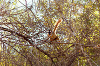 Southern red-fronted brown lemur - female - 2, Kirindy Reserve, Madagascar Here's some shots of a species extremely common to see in Kirindy, the (Southern)Red-fronted brown lemur. These diurnal species are active and loud as they move through the dry forest and not shy of people at all. They are fun to watch and hear, as they make a pig-like grunt noise. <br />
<br />
Brown lemurs, its (sub)species and many common names lead to a lot of confusion in species identification, therefore I'd like to give some guidance:<br />
<br />
The Brown lemur (Eulemur fulvus) can be considered the historic species complex. It used to lump together several sub species that now have become full species. Today, Eulemur fulvus is a species with a specific appearance and distribution. You can recognize it by its relatively dull appearance, both the male and female have a largely dark face:<br />
https://www.jungledragon.com/specie/1531/common_brown_lemur.html<br />
<br />
The red-fronted lemur used to be considered a sub species of brown lemur yet in 2001, it got full species status as Eulemur rufus. It was easy to distinguish from the Brown Lemur for the males have a rufous crown. <br />
<br />
Then in 2008, Eulemur rufus was further split into 2 seperate species:<br />
- Eulemur rufus, with common names: Red lemur, Rufous brown lemur<br />
- Eulemur rufifrons, with common names: Red-fronted lemur, Red-fronted brown lemur<br />
<br />
If you look at the pile of common names:<br />
<br />
- Brown Lemur<br />
- Common Brown Lemur<br />
- Red Lemur<br />
- Rufous Brown Lemur<br />
- Red-fronted Lemur<br />
- Red-fronted Brown Lemur<br />
<br />
...it's easy to get confused. Even more so when even guides use these common names very casually, they may even still call a red-fronted lemur a brown lemur. The solution is to be explicit as possible:<br />
<br />
Eulemur rufus - Northern red-fronted lemur<br />
Eulemur rufifrons - Southern red-fronted brown lemur<br />
<br />
The two species having a red front can largely be dinstinguished by distribution. In most cases, you can look up the site/park where you spotted it and find information on which one occurs there, as they don't really overlap in the wild. <br />
<br />
In non-wild spottings it may be harder to tell the difference. The only difference I'm aware of is that the male of Eulemur rufus has a slightly more vibrant (orange) crown compared to Eulemur rufifrons, yet it's probably best to ask locally which one it is.<br />
https://www.jungledragon.com/image/83085/southern_red-fronted_brown_lemur_-_female_kirindy_reserve_madagascar.html<br />
https://www.jungledragon.com/image/83086/southern_red-fronted_brown_lemur_-_male_kirindy_reserve_madagascar.html<br />
https://www.jungledragon.com/image/83087/southern_red-fronted_brown_lemur_-_male_closeup_kirindy_reserve_madagascar.html Africa,Eulemur rufifrons,Geotagged,Kirindy Reserve,Madagascar,Madagascar 2019,Southern red-fronted brown lemur,Winter,World
