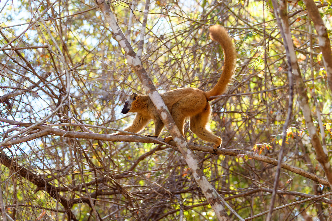 Southern red-fronted brown lemur - female, Kirindy Reserve, Madagascar Here's some shots of a species extremely common to see in Kirindy, the (Southern)Red-fronted brown lemur. These diurnal species are active and loud as they move through the dry forest and not shy of people at all. They are fun to watch and hear, as they make a pig-like grunt noise. <br />
<br />
Brown lemurs, its (sub)species and many common names lead to a lot of confusion in species identification, therefore I'd like to give some guidance:<br />
<br />
The Brown lemur (Eulemur fulvus) can be considered the historic species complex. It used to lump together several sub species that now have become full species. Today, Eulemur fulvus is a species with a specific appearance and distribution. You can recognize it by its relatively dull appearance, both the male and female have a largely dark face:<br />
<a href="https://www.jungledragon.com/specie/1531/common_brown_lemur.html" rel="nofollow">https://www.jungledragon.com/specie/1531/common_brown_lemur.html</a><br />
<br />
The red-fronted lemur used to be considered a sub species of brown lemur yet in 2001, it got full species status as Eulemur rufus. It was easy to distinguish from the Brown Lemur for the males have a rufous crown. <br />
<br />
Then in 2008, Eulemur rufus was further split into 2 seperate species:<br />
- Eulemur rufus, with common names: Red lemur, Rufous brown lemur<br />
- Eulemur rufifrons, with common names: Red-fronted lemur, Red-fronted brown lemur<br />
<br />
If you look at the pile of common names:<br />
<br />
- Brown Lemur<br />
- Common Brown Lemur<br />
- Red Lemur<br />
- Rufous Brown Lemur<br />
- Red-fronted Lemur<br />
- Red-fronted Brown Lemur<br />
<br />
...it's easy to get confused. Even more so when even guides use these common names very casually, they may even still call a red-fronted lemur a brown lemur. The solution is to be explicit as possible:<br />
<br />
Eulemur rufus - Northern red-fronted lemur<br />
Eulemur rufifrons - Southern red-fronted brown lemur<br />
<br />
The two species having a red front can largely be dinstinguished by distribution. In most cases, you can look up the site/park where you spotted it and find information on which one occurs there, as they don't really overlap in the wild. <br />
<br />
In non-wild spottings it may be harder to tell the difference. The only difference I'm aware of is that the male of Eulemur rufus has a slightly more vibrant (orange) crown compared to Eulemur rufifrons, yet it's probably best to ask locally which one it is.<br />
<figure class="photo"><a href="https://www.jungledragon.com/image/83084/southern_red-fronted_brown_lemur_-_female_-_2_kirindy_reserve_madagascar.html" title="Southern red-fronted brown lemur - female - 2, Kirindy Reserve, Madagascar"><img src="https://s3.amazonaws.com/media.jungledragon.com/images/2/83084_thumb.jpg?AWSAccessKeyId=05GMT0V3GWVNE7GGM1R2&Expires=1770854410&Signature=AG7C%2FdN0aGyNHsufq%2FWXDTExVFY%3D" width="200" height="134" alt="Southern red-fronted brown lemur - female - 2, Kirindy Reserve, Madagascar Here's some shots of a species extremely common to see in Kirindy, the (Southern)Red-fronted brown lemur. These diurnal species are active and loud as they move through the dry forest and not shy of people at all. They are fun to watch and hear, as they make a pig-like grunt noise. <br />
<br />
Brown lemurs, its (sub)species and many common names lead to a lot of confusion in species identification, therefore I'd like to give some guidance:<br />
<br />
The Brown lemur (Eulemur fulvus) can be considered the historic species complex. It used to lump together several sub species that now have become full species. Today, Eulemur fulvus is a species with a specific appearance and distribution. You can recognize it by its relatively dull appearance, both the male and female have a largely dark face:<br />
https://www.jungledragon.com/specie/1531/common_brown_lemur.html<br />
<br />
The red-fronted lemur used to be considered a sub species of brown lemur yet in 2001, it got full species status as Eulemur rufus. It was easy to distinguish from the Brown Lemur for the males have a rufous crown. <br />
<br />
Then in 2008, Eulemur rufus was further split into 2 seperate species:<br />
- Eulemur rufus, with common names: Red lemur, Rufous brown lemur<br />
- Eulemur rufifrons, with common names: Red-fronted lemur, Red-fronted brown lemur<br />
<br />
If you look at the pile of common names:<br />
<br />
- Brown Lemur<br />
- Common Brown Lemur<br />
- Red Lemur<br />
- Rufous Brown Lemur<br />
- Red-fronted Lemur<br />
- Red-fronted Brown Lemur<br />
<br />
...it's easy to get confused. Even more so when even guides use these common names very casually, they may even still call a red-fronted lemur a brown lemur. The solution is to be explicit as possible:<br />
<br />
Eulemur rufus - Northern red-fronted lemur<br />
Eulemur rufifrons - Southern red-fronted brown lemur<br />
<br />
The two species having a red front can largely be dinstinguished by distribution. In most cases, you can look up the site/park where you spotted it and find information on which one occurs there, as they don't really overlap in the wild. <br />
<br />
In non-wild spottings it may be harder to tell the difference. The only difference I'm aware of is that the male of Eulemur rufus has a slightly more vibrant (orange) crown compared to Eulemur rufifrons, yet it's probably best to ask locally which one it is.<br />
https://www.jungledragon.com/image/83085/southern_red-fronted_brown_lemur_-_female_kirindy_reserve_madagascar.html<br />
https://www.jungledragon.com/image/83086/southern_red-fronted_brown_lemur_-_male_kirindy_reserve_madagascar.html<br />
https://www.jungledragon.com/image/83087/southern_red-fronted_brown_lemur_-_male_closeup_kirindy_reserve_madagascar.html Africa,Eulemur rufifrons,Geotagged,Kirindy Reserve,Madagascar,Madagascar 2019,Southern red-fronted brown lemur,Winter,World" /></a></figure><br />
<figure class="photo"><a href="https://www.jungledragon.com/image/83086/southern_red-fronted_brown_lemur_-_male_kirindy_reserve_madagascar.html" title="Southern red-fronted brown lemur - male, Kirindy Reserve, Madagascar"><img src="https://s3.amazonaws.com/media.jungledragon.com/images/2/83086_thumb.jpg?AWSAccessKeyId=05GMT0V3GWVNE7GGM1R2&Expires=1770854410&Signature=J73f9SniFv3neY0fXtR6zqG4tuc%3D" width="200" height="134" alt="Southern red-fronted brown lemur - male, Kirindy Reserve, Madagascar Here's some shots of a species extremely common to see in Kirindy, the (Southern)Red-fronted brown lemur. These diurnal species are active and loud as they move through the dry forest and not shy of people at all. They are fun to watch and hear, as they make a pig-like grunt noise. <br />
<br />
Brown lemurs, its (sub)species and many common names lead to a lot of confusion in species identification, therefore I'd like to give some guidance:<br />
<br />
The Brown lemur (Eulemur fulvus) can be considered the historic species complex. It used to lump together several sub species that now have become full species. Today, Eulemur fulvus is a species with a specific appearance and distribution. You can recognize it by its relatively dull appearance, both the male and female have a largely dark face:<br />
https://www.jungledragon.com/specie/1531/common_brown_lemur.html<br />
<br />
The red-fronted lemur used to be considered a sub species of brown lemur yet in 2001, it got full species status as Eulemur rufus. It was easy to distinguish from the Brown Lemur for the males have a rufous crown. <br />
<br />
Then in 2008, Eulemur rufus was further split into 2 seperate species:<br />
- Eulemur rufus, with common names: Red lemur, Rufous brown lemur<br />
- Eulemur rufifrons, with common names: Red-fronted lemur, Red-fronted brown lemur<br />
<br />
If you look at the pile of common names:<br />
<br />
- Brown Lemur<br />
- Common Brown Lemur<br />
- Red Lemur<br />
- Rufous Brown Lemur<br />
- Red-fronted Lemur<br />
- Red-fronted Brown Lemur<br />
<br />
...it's easy to get confused. Even more so when even guides use these common names very casually, they may even still call a red-fronted lemur a brown lemur. The solution is to be explicit as possible:<br />
<br />
Eulemur rufus - Northern red-fronted lemur<br />
Eulemur rufifrons - Southern red-fronted brown lemur<br />
<br />
The two species having a red front can largely be dinstinguished by distribution. In most cases, you can look up the site/park where you spotted it and find information on which one occurs there, as they don't really overlap in the wild. <br />
<br />
In non-wild spottings it may be harder to tell the difference. The only difference I'm aware of is that the male of Eulemur rufus has a slightly more vibrant (orange) crown compared to Eulemur rufifrons, yet it's probably best to ask locally which one it is.<br />
https://www.jungledragon.com/image/83084/southern_red-fronted_brown_lemur_-_female_-_2_kirindy_reserve_madagascar.html<br />
https://www.jungledragon.com/image/83085/southern_red-fronted_brown_lemur_-_female_kirindy_reserve_madagascar.html<br />
https://www.jungledragon.com/image/83087/southern_red-fronted_brown_lemur_-_male_closeup_kirindy_reserve_madagascar.html Africa,Eulemur rufifrons,Geotagged,Kirindy Reserve,Madagascar,Madagascar 2019,Southern red-fronted brown lemur,Winter,World" /></a></figure><br />
<figure class="photo"><a href="https://www.jungledragon.com/image/83087/southern_red-fronted_brown_lemur_-_male_closeup_kirindy_reserve_madagascar.html" title="Southern red-fronted brown lemur - male closeup, Kirindy Reserve, Madagascar"><img src="https://s3.amazonaws.com/media.jungledragon.com/images/2/83087_thumb.jpg?AWSAccessKeyId=05GMT0V3GWVNE7GGM1R2&Expires=1770854410&Signature=bx%2FLzueNLn4vEibPPB1vMhtmQto%3D" width="200" height="188" alt="Southern red-fronted brown lemur - male closeup, Kirindy Reserve, Madagascar Here's some shots of a species extremely common to see in Kirindy, the (Southern)Red-fronted brown lemur. These diurnal species are active and loud as they move through the dry forest and not shy of people at all. They are fun to watch and hear, as they make a pig-like grunt noise. <br />
<br />
Brown lemurs, its (sub)species and many common names lead to a lot of confusion in species identification, therefore I'd like to give some guidance:<br />
<br />
The Brown lemur (Eulemur fulvus) can be considered the historic species complex. It used to lump together several sub species that now have become full species. Today, Eulemur fulvus is a species with a specific appearance and distribution. You can recognize it by its relatively dull appearance, both the male and female have a largely dark face:<br />
https://www.jungledragon.com/specie/1531/common_brown_lemur.html<br />
<br />
The red-fronted lemur used to be considered a sub species of brown lemur yet in 2001, it got full species status as Eulemur rufus. It was easy to distinguish from the Brown Lemur for the males have a rufous crown. <br />
<br />
Then in 2008, Eulemur rufus was further split into 2 seperate species:<br />
- Eulemur rufus, with common names: Red lemur, Rufous brown lemur<br />
- Eulemur rufifrons, with common names: Red-fronted lemur, Red-fronted brown lemur<br />
<br />
If you look at the pile of common names:<br />
<br />
- Brown Lemur<br />
- Common Brown Lemur<br />
- Red Lemur<br />
- Rufous Brown Lemur<br />
- Red-fronted Lemur<br />
- Red-fronted Brown Lemur<br />
<br />
...it's easy to get confused. Even more so when even guides use these common names very casually, they may even still call a red-fronted lemur a brown lemur. The solution is to be explicit as possible:<br />
<br />
Eulemur rufus - Northern red-fronted lemur<br />
Eulemur rufifrons - Southern red-fronted brown lemur<br />
<br />
The two species having a red front can largely be dinstinguished by distribution. In most cases, you can look up the site/park where you spotted it and find information on which one occurs there, as they don't really overlap in the wild. <br />
<br />
In non-wild spottings it may be harder to tell the difference. The only difference I'm aware of is that the male of Eulemur rufus has a slightly more vibrant (orange) crown compared to Eulemur rufifrons, yet it's probably best to ask locally which one it is.<br />
https://www.jungledragon.com/image/83084/southern_red-fronted_brown_lemur_-_female_-_2_kirindy_reserve_madagascar.html<br />
https://www.jungledragon.com/image/83085/southern_red-fronted_brown_lemur_-_female_kirindy_reserve_madagascar.html<br />
https://www.jungledragon.com/image/83086/southern_red-fronted_brown_lemur_-_male_kirindy_reserve_madagascar.html Africa,Eulemur rufifrons,Geotagged,Kirindy Reserve,Madagascar,Madagascar 2019,Southern red-fronted brown lemur,Winter,World" /></a></figure> Africa,Eulemur rufifrons,Kirindy Reserve,Madagascar,Madagascar 2019,Southern red-fronted brown lemur,World