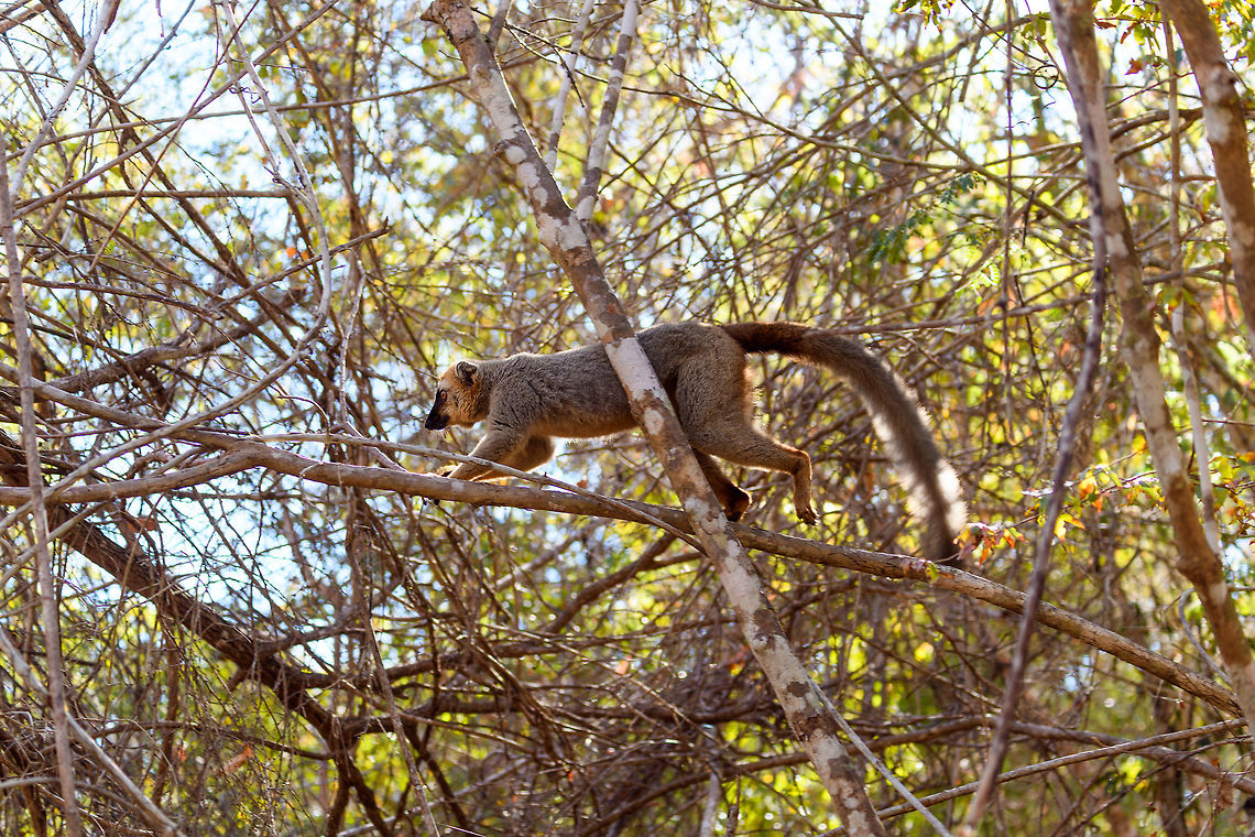 Southern red-fronted brown lemur - male, Kirindy Reserve, Madagascar Here's some shots of a species extremely common to see in Kirindy, the (Southern)Red-fronted brown lemur. These diurnal species are active and loud as they move through the dry forest and not shy of people at all. They are fun to watch and hear, as they make a pig-like grunt noise. <br />
<br />
Brown lemurs, its (sub)species and many common names lead to a lot of confusion in species identification, therefore I'd like to give some guidance:<br />
<br />
The Brown lemur (Eulemur fulvus) can be considered the historic species complex. It used to lump together several sub species that now have become full species. Today, Eulemur fulvus is a species with a specific appearance and distribution. You can recognize it by its relatively dull appearance, both the male and female have a largely dark face:<br />
<a href="https://www.jungledragon.com/specie/1531/common_brown_lemur.html" rel="nofollow">https://www.jungledragon.com/specie/1531/common_brown_lemur.html</a><br />
<br />
The red-fronted lemur used to be considered a sub species of brown lemur yet in 2001, it got full species status as Eulemur rufus. It was easy to distinguish from the Brown Lemur for the males have a rufous crown. <br />
<br />
Then in 2008, Eulemur rufus was further split into 2 seperate species:<br />
- Eulemur rufus, with common names: Red lemur, Rufous brown lemur<br />
- Eulemur rufifrons, with common names: Red-fronted lemur, Red-fronted brown lemur<br />
<br />
If you look at the pile of common names:<br />
<br />
- Brown Lemur<br />
- Common Brown Lemur<br />
- Red Lemur<br />
- Rufous Brown Lemur<br />
- Red-fronted Lemur<br />
- Red-fronted Brown Lemur<br />
<br />
...it's easy to get confused. Even more so when even guides use these common names very casually, they may even still call a red-fronted lemur a brown lemur. The solution is to be explicit as possible:<br />
<br />
Eulemur rufus - Northern red-fronted lemur<br />
Eulemur rufifrons - Southern red-fronted brown lemur<br />
<br />
The two species having a red front can largely be dinstinguished by distribution. In most cases, you can look up the site/park where you spotted it and find information on which one occurs there, as they don't really overlap in the wild. <br />
<br />
In non-wild spottings it may be harder to tell the difference. The only difference I'm aware of is that the male of Eulemur rufus has a slightly more vibrant (orange) crown compared to Eulemur rufifrons, yet it's probably best to ask locally which one it is.<br />
<figure class="photo"><a href="https://www.jungledragon.com/image/83084/southern_red-fronted_brown_lemur_-_female_-_2_kirindy_reserve_madagascar.html" title="Southern red-fronted brown lemur - female - 2, Kirindy Reserve, Madagascar"><img src="https://s3.amazonaws.com/media.jungledragon.com/images/2/83084_thumb.jpg?AWSAccessKeyId=05GMT0V3GWVNE7GGM1R2&Expires=1770854410&Signature=AG7C%2FdN0aGyNHsufq%2FWXDTExVFY%3D" width="200" height="134" alt="Southern red-fronted brown lemur - female - 2, Kirindy Reserve, Madagascar Here's some shots of a species extremely common to see in Kirindy, the (Southern)Red-fronted brown lemur. These diurnal species are active and loud as they move through the dry forest and not shy of people at all. They are fun to watch and hear, as they make a pig-like grunt noise. <br />
<br />
Brown lemurs, its (sub)species and many common names lead to a lot of confusion in species identification, therefore I'd like to give some guidance:<br />
<br />
The Brown lemur (Eulemur fulvus) can be considered the historic species complex. It used to lump together several sub species that now have become full species. Today, Eulemur fulvus is a species with a specific appearance and distribution. You can recognize it by its relatively dull appearance, both the male and female have a largely dark face:<br />
https://www.jungledragon.com/specie/1531/common_brown_lemur.html<br />
<br />
The red-fronted lemur used to be considered a sub species of brown lemur yet in 2001, it got full species status as Eulemur rufus. It was easy to distinguish from the Brown Lemur for the males have a rufous crown. <br />
<br />
Then in 2008, Eulemur rufus was further split into 2 seperate species:<br />
- Eulemur rufus, with common names: Red lemur, Rufous brown lemur<br />
- Eulemur rufifrons, with common names: Red-fronted lemur, Red-fronted brown lemur<br />
<br />
If you look at the pile of common names:<br />
<br />
- Brown Lemur<br />
- Common Brown Lemur<br />
- Red Lemur<br />
- Rufous Brown Lemur<br />
- Red-fronted Lemur<br />
- Red-fronted Brown Lemur<br />
<br />
...it's easy to get confused. Even more so when even guides use these common names very casually, they may even still call a red-fronted lemur a brown lemur. The solution is to be explicit as possible:<br />
<br />
Eulemur rufus - Northern red-fronted lemur<br />
Eulemur rufifrons - Southern red-fronted brown lemur<br />
<br />
The two species having a red front can largely be dinstinguished by distribution. In most cases, you can look up the site/park where you spotted it and find information on which one occurs there, as they don't really overlap in the wild. <br />
<br />
In non-wild spottings it may be harder to tell the difference. The only difference I'm aware of is that the male of Eulemur rufus has a slightly more vibrant (orange) crown compared to Eulemur rufifrons, yet it's probably best to ask locally which one it is.<br />
https://www.jungledragon.com/image/83085/southern_red-fronted_brown_lemur_-_female_kirindy_reserve_madagascar.html<br />
https://www.jungledragon.com/image/83086/southern_red-fronted_brown_lemur_-_male_kirindy_reserve_madagascar.html<br />
https://www.jungledragon.com/image/83087/southern_red-fronted_brown_lemur_-_male_closeup_kirindy_reserve_madagascar.html Africa,Eulemur rufifrons,Geotagged,Kirindy Reserve,Madagascar,Madagascar 2019,Southern red-fronted brown lemur,Winter,World" /></a></figure><br />
<figure class="photo"><a href="https://www.jungledragon.com/image/83085/southern_red-fronted_brown_lemur_-_female_kirindy_reserve_madagascar.html" title="Southern red-fronted brown lemur - female, Kirindy Reserve, Madagascar"><img src="https://s3.amazonaws.com/media.jungledragon.com/images/2/83085_thumb.jpg?AWSAccessKeyId=05GMT0V3GWVNE7GGM1R2&Expires=1770854410&Signature=0If26TnKhEgraZNetpAUjktLKKk%3D" width="200" height="134" alt="Southern red-fronted brown lemur - female, Kirindy Reserve, Madagascar Here's some shots of a species extremely common to see in Kirindy, the (Southern)Red-fronted brown lemur. These diurnal species are active and loud as they move through the dry forest and not shy of people at all. They are fun to watch and hear, as they make a pig-like grunt noise. <br />
<br />
Brown lemurs, its (sub)species and many common names lead to a lot of confusion in species identification, therefore I'd like to give some guidance:<br />
<br />
The Brown lemur (Eulemur fulvus) can be considered the historic species complex. It used to lump together several sub species that now have become full species. Today, Eulemur fulvus is a species with a specific appearance and distribution. You can recognize it by its relatively dull appearance, both the male and female have a largely dark face:<br />
https://www.jungledragon.com/specie/1531/common_brown_lemur.html<br />
<br />
The red-fronted lemur used to be considered a sub species of brown lemur yet in 2001, it got full species status as Eulemur rufus. It was easy to distinguish from the Brown Lemur for the males have a rufous crown. <br />
<br />
Then in 2008, Eulemur rufus was further split into 2 seperate species:<br />
- Eulemur rufus, with common names: Red lemur, Rufous brown lemur<br />
- Eulemur rufifrons, with common names: Red-fronted lemur, Red-fronted brown lemur<br />
<br />
If you look at the pile of common names:<br />
<br />
- Brown Lemur<br />
- Common Brown Lemur<br />
- Red Lemur<br />
- Rufous Brown Lemur<br />
- Red-fronted Lemur<br />
- Red-fronted Brown Lemur<br />
<br />
...it's easy to get confused. Even more so when even guides use these common names very casually, they may even still call a red-fronted lemur a brown lemur. The solution is to be explicit as possible:<br />
<br />
Eulemur rufus - Northern red-fronted lemur<br />
Eulemur rufifrons - Southern red-fronted brown lemur<br />
<br />
The two species having a red front can largely be dinstinguished by distribution. In most cases, you can look up the site/park where you spotted it and find information on which one occurs there, as they don't really overlap in the wild. <br />
<br />
In non-wild spottings it may be harder to tell the difference. The only difference I'm aware of is that the male of Eulemur rufus has a slightly more vibrant (orange) crown compared to Eulemur rufifrons, yet it's probably best to ask locally which one it is.<br />
https://www.jungledragon.com/image/83084/southern_red-fronted_brown_lemur_-_female_-_2_kirindy_reserve_madagascar.html<br />
https://www.jungledragon.com/image/83086/southern_red-fronted_brown_lemur_-_male_kirindy_reserve_madagascar.html<br />
https://www.jungledragon.com/image/83087/southern_red-fronted_brown_lemur_-_male_closeup_kirindy_reserve_madagascar.html Africa,Eulemur rufifrons,Kirindy Reserve,Madagascar,Madagascar 2019,Southern red-fronted brown lemur,World" /></a></figure><br />
<figure class="photo"><a href="https://www.jungledragon.com/image/83087/southern_red-fronted_brown_lemur_-_male_closeup_kirindy_reserve_madagascar.html" title="Southern red-fronted brown lemur - male closeup, Kirindy Reserve, Madagascar"><img src="https://s3.amazonaws.com/media.jungledragon.com/images/2/83087_thumb.jpg?AWSAccessKeyId=05GMT0V3GWVNE7GGM1R2&Expires=1770854410&Signature=bx%2FLzueNLn4vEibPPB1vMhtmQto%3D" width="200" height="188" alt="Southern red-fronted brown lemur - male closeup, Kirindy Reserve, Madagascar Here's some shots of a species extremely common to see in Kirindy, the (Southern)Red-fronted brown lemur. These diurnal species are active and loud as they move through the dry forest and not shy of people at all. They are fun to watch and hear, as they make a pig-like grunt noise. <br />
<br />
Brown lemurs, its (sub)species and many common names lead to a lot of confusion in species identification, therefore I'd like to give some guidance:<br />
<br />
The Brown lemur (Eulemur fulvus) can be considered the historic species complex. It used to lump together several sub species that now have become full species. Today, Eulemur fulvus is a species with a specific appearance and distribution. You can recognize it by its relatively dull appearance, both the male and female have a largely dark face:<br />
https://www.jungledragon.com/specie/1531/common_brown_lemur.html<br />
<br />
The red-fronted lemur used to be considered a sub species of brown lemur yet in 2001, it got full species status as Eulemur rufus. It was easy to distinguish from the Brown Lemur for the males have a rufous crown. <br />
<br />
Then in 2008, Eulemur rufus was further split into 2 seperate species:<br />
- Eulemur rufus, with common names: Red lemur, Rufous brown lemur<br />
- Eulemur rufifrons, with common names: Red-fronted lemur, Red-fronted brown lemur<br />
<br />
If you look at the pile of common names:<br />
<br />
- Brown Lemur<br />
- Common Brown Lemur<br />
- Red Lemur<br />
- Rufous Brown Lemur<br />
- Red-fronted Lemur<br />
- Red-fronted Brown Lemur<br />
<br />
...it's easy to get confused. Even more so when even guides use these common names very casually, they may even still call a red-fronted lemur a brown lemur. The solution is to be explicit as possible:<br />
<br />
Eulemur rufus - Northern red-fronted lemur<br />
Eulemur rufifrons - Southern red-fronted brown lemur<br />
<br />
The two species having a red front can largely be dinstinguished by distribution. In most cases, you can look up the site/park where you spotted it and find information on which one occurs there, as they don't really overlap in the wild. <br />
<br />
In non-wild spottings it may be harder to tell the difference. The only difference I'm aware of is that the male of Eulemur rufus has a slightly more vibrant (orange) crown compared to Eulemur rufifrons, yet it's probably best to ask locally which one it is.<br />
https://www.jungledragon.com/image/83084/southern_red-fronted_brown_lemur_-_female_-_2_kirindy_reserve_madagascar.html<br />
https://www.jungledragon.com/image/83085/southern_red-fronted_brown_lemur_-_female_kirindy_reserve_madagascar.html<br />
https://www.jungledragon.com/image/83086/southern_red-fronted_brown_lemur_-_male_kirindy_reserve_madagascar.html Africa,Eulemur rufifrons,Geotagged,Kirindy Reserve,Madagascar,Madagascar 2019,Southern red-fronted brown lemur,Winter,World" /></a></figure> Africa,Eulemur rufifrons,Geotagged,Kirindy Reserve,Madagascar,Madagascar 2019,Southern red-fronted brown lemur,Winter,World