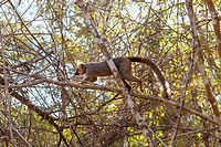 Southern red-fronted brown lemur - male, Kirindy Reserve, Madagascar Here's some shots of a species extremely common to see in Kirindy, the (Southern)Red-fronted brown lemur. These diurnal species are active and loud as they move through the dry forest and not shy of people at all. They are fun to watch and hear, as they make a pig-like grunt noise. <br />
<br />
Brown lemurs, its (sub)species and many common names lead to a lot of confusion in species identification, therefore I'd like to give some guidance:<br />
<br />
The Brown lemur (Eulemur fulvus) can be considered the historic species complex. It used to lump together several sub species that now have become full species. Today, Eulemur fulvus is a species with a specific appearance and distribution. You can recognize it by its relatively dull appearance, both the male and female have a largely dark face:<br />
https://www.jungledragon.com/specie/1531/common_brown_lemur.html<br />
<br />
The red-fronted lemur used to be considered a sub species of brown lemur yet in 2001, it got full species status as Eulemur rufus. It was easy to distinguish from the Brown Lemur for the males have a rufous crown. <br />
<br />
Then in 2008, Eulemur rufus was further split into 2 seperate species:<br />
- Eulemur rufus, with common names: Red lemur, Rufous brown lemur<br />
- Eulemur rufifrons, with common names: Red-fronted lemur, Red-fronted brown lemur<br />
<br />
If you look at the pile of common names:<br />
<br />
- Brown Lemur<br />
- Common Brown Lemur<br />
- Red Lemur<br />
- Rufous Brown Lemur<br />
- Red-fronted Lemur<br />
- Red-fronted Brown Lemur<br />
<br />
...it's easy to get confused. Even more so when even guides use these common names very casually, they may even still call a red-fronted lemur a brown lemur. The solution is to be explicit as possible:<br />
<br />
Eulemur rufus - Northern red-fronted lemur<br />
Eulemur rufifrons - Southern red-fronted brown lemur<br />
<br />
The two species having a red front can largely be dinstinguished by distribution. In most cases, you can look up the site/park where you spotted it and find information on which one occurs there, as they don't really overlap in the wild. <br />
<br />
In non-wild spottings it may be harder to tell the difference. The only difference I'm aware of is that the male of Eulemur rufus has a slightly more vibrant (orange) crown compared to Eulemur rufifrons, yet it's probably best to ask locally which one it is.<br />
https://www.jungledragon.com/image/83084/southern_red-fronted_brown_lemur_-_female_-_2_kirindy_reserve_madagascar.html<br />
https://www.jungledragon.com/image/83085/southern_red-fronted_brown_lemur_-_female_kirindy_reserve_madagascar.html<br />
https://www.jungledragon.com/image/83087/southern_red-fronted_brown_lemur_-_male_closeup_kirindy_reserve_madagascar.html Africa,Eulemur rufifrons,Geotagged,Kirindy Reserve,Madagascar,Madagascar 2019,Southern red-fronted brown lemur,Winter,World