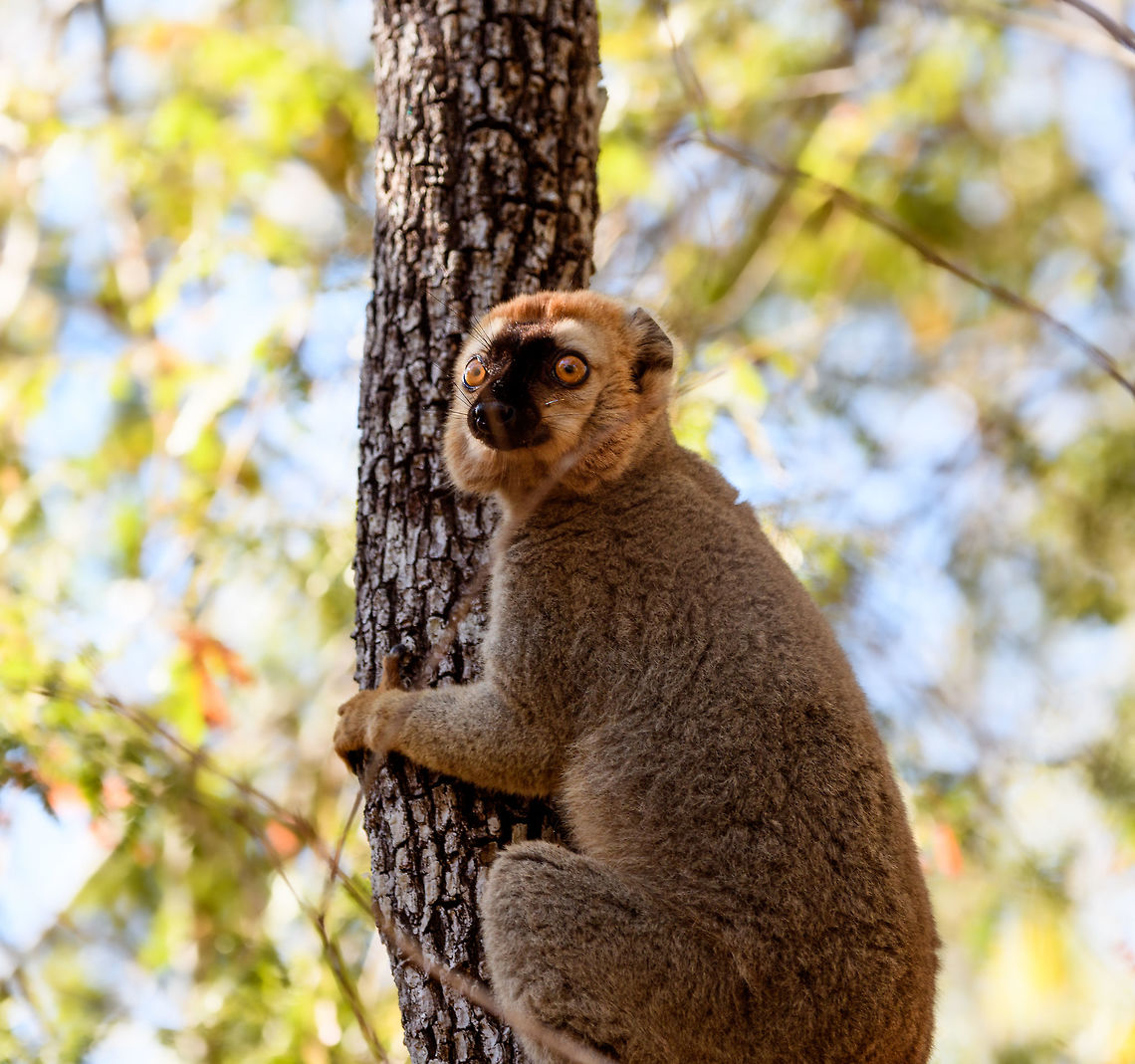 Southern red-fronted brown lemur - male closeup, Kirindy Reserve, Madagascar Here&#039;s some shots of a species extremely common to see in Kirindy, the (Southern)Red-fronted brown lemur. These diurnal species are active and loud as they move through the dry forest and not shy of people at all. They are fun to watch and hear, as they make a pig-like grunt noise. <br />
<br />
Brown lemurs, its (sub)species and many common names lead to a lot of confusion in species identification, therefore I&#039;d like to give some guidance:<br />
<br />
The Brown lemur (Eulemur fulvus) can be considered the historic species complex. It used to lump together several sub species that now have become full species. Today, Eulemur fulvus is a species with a specific appearance and distribution. You can recognize it by its relatively dull appearance, both the male and female have a largely dark face:<br />
<a href="https://www.jungledragon.com/specie/1531/common_brown_lemur.html" rel="nofollow">https://www.jungledragon.com/specie/1531/common_brown_lemur.html</a><br />
<br />
The red-fronted lemur used to be considered a sub species of brown lemur yet in 2001, it got full species status as Eulemur rufus. It was easy to distinguish from the Brown Lemur for the males have a rufous crown. <br />
<br />
Then in 2008, Eulemur rufus was further split into 2 seperate species:<br />
- Eulemur rufus, with common names: Red lemur, Rufous brown lemur<br />
- Eulemur rufifrons, with common names: Red-fronted lemur, Red-fronted brown lemur<br />
<br />
If you look at the pile of common names:<br />
<br />
- Brown Lemur<br />
- Common Brown Lemur<br />
- Red Lemur<br />
- Rufous Brown Lemur<br />
- Red-fronted Lemur<br />
- Red-fronted Brown Lemur<br />
<br />
...it&#039;s easy to get confused. Even more so when even guides use these common names very casually, they may even still call a red-fronted lemur a brown lemur. The solution is to be explicit as possible:<br />
<br />
Eulemur rufus - Northern red-fronted lemur<br />
Eulemur rufifrons - Southern red-fronted brown lemur<br />
<br />
The two species having a red front can largely be dinstinguished by distribution. In most cases, you can look up the site/park where you spotted it and find information on which one occurs there, as they don&#039;t really overlap in the wild. <br />
<br />
In non-wild spottings it may be harder to tell the difference. The only difference I&#039;m aware of is that the male of Eulemur rufus has a slightly more vibrant (orange) crown compared to Eulemur rufifrons, yet it&#039;s probably best to ask locally which one it is.<br />
<figure class="photo"><a href="https://www.jungledragon.com/image/83084/southern_red-fronted_brown_lemur_-_female_-_2_kirindy_reserve_madagascar.html" title="Southern red-fronted brown lemur - female - 2, Kirindy Reserve, Madagascar"><img src="https://s3.amazonaws.com/media.jungledragon.com/images/2/83084_thumb.jpg?AWSAccessKeyId=05GMT0V3GWVNE7GGM1R2&Expires=1759968010&Signature=TLL0hA02WpGyjNCDPVtT%2FPmz2uM%3D" width="200" height="134" alt="Southern red-fronted brown lemur - female - 2, Kirindy Reserve, Madagascar Here&#039;s some shots of a species extremely common to see in Kirindy, the (Southern)Red-fronted brown lemur. These diurnal species are active and loud as they move through the dry forest and not shy of people at all. They are fun to watch and hear, as they make a pig-like grunt noise. <br />
<br />
Brown lemurs, its (sub)species and many common names lead to a lot of confusion in species identification, therefore I&#039;d like to give some guidance:<br />
<br />
The Brown lemur (Eulemur fulvus) can be considered the historic species complex. It used to lump together several sub species that now have become full species. Today, Eulemur fulvus is a species with a specific appearance and distribution. You can recognize it by its relatively dull appearance, both the male and female have a largely dark face:<br />
https://www.jungledragon.com/specie/1531/common_brown_lemur.html<br />
<br />
The red-fronted lemur used to be considered a sub species of brown lemur yet in 2001, it got full species status as Eulemur rufus. It was easy to distinguish from the Brown Lemur for the males have a rufous crown. <br />
<br />
Then in 2008, Eulemur rufus was further split into 2 seperate species:<br />
- Eulemur rufus, with common names: Red lemur, Rufous brown lemur<br />
- Eulemur rufifrons, with common names: Red-fronted lemur, Red-fronted brown lemur<br />
<br />
If you look at the pile of common names:<br />
<br />
- Brown Lemur<br />
- Common Brown Lemur<br />
- Red Lemur<br />
- Rufous Brown Lemur<br />
- Red-fronted Lemur<br />
- Red-fronted Brown Lemur<br />
<br />
...it&#039;s easy to get confused. Even more so when even guides use these common names very casually, they may even still call a red-fronted lemur a brown lemur. The solution is to be explicit as possible:<br />
<br />
Eulemur rufus - Northern red-fronted lemur<br />
Eulemur rufifrons - Southern red-fronted brown lemur<br />
<br />
The two species having a red front can largely be dinstinguished by distribution. In most cases, you can look up the site/park where you spotted it and find information on which one occurs there, as they don&#039;t really overlap in the wild. <br />
<br />
In non-wild spottings it may be harder to tell the difference. The only difference I&#039;m aware of is that the male of Eulemur rufus has a slightly more vibrant (orange) crown compared to Eulemur rufifrons, yet it&#039;s probably best to ask locally which one it is.<br />
https://www.jungledragon.com/image/83085/southern_red-fronted_brown_lemur_-_female_kirindy_reserve_madagascar.html<br />
https://www.jungledragon.com/image/83086/southern_red-fronted_brown_lemur_-_male_kirindy_reserve_madagascar.html<br />
https://www.jungledragon.com/image/83087/southern_red-fronted_brown_lemur_-_male_closeup_kirindy_reserve_madagascar.html Africa,Eulemur rufifrons,Geotagged,Kirindy Reserve,Madagascar,Madagascar 2019,Southern red-fronted brown lemur,Winter,World" /></a></figure><br />
<figure class="photo"><a href="https://www.jungledragon.com/image/83085/southern_red-fronted_brown_lemur_-_female_kirindy_reserve_madagascar.html" title="Southern red-fronted brown lemur - female, Kirindy Reserve, Madagascar"><img src="https://s3.amazonaws.com/media.jungledragon.com/images/2/83085_thumb.jpg?AWSAccessKeyId=05GMT0V3GWVNE7GGM1R2&Expires=1759968010&Signature=jJha%2BiKX9YEk4nDcI%2FZL1mvn5QI%3D" width="200" height="134" alt="Southern red-fronted brown lemur - female, Kirindy Reserve, Madagascar Here&#039;s some shots of a species extremely common to see in Kirindy, the (Southern)Red-fronted brown lemur. These diurnal species are active and loud as they move through the dry forest and not shy of people at all. They are fun to watch and hear, as they make a pig-like grunt noise. <br />
<br />
Brown lemurs, its (sub)species and many common names lead to a lot of confusion in species identification, therefore I&#039;d like to give some guidance:<br />
<br />
The Brown lemur (Eulemur fulvus) can be considered the historic species complex. It used to lump together several sub species that now have become full species. Today, Eulemur fulvus is a species with a specific appearance and distribution. You can recognize it by its relatively dull appearance, both the male and female have a largely dark face:<br />
https://www.jungledragon.com/specie/1531/common_brown_lemur.html<br />
<br />
The red-fronted lemur used to be considered a sub species of brown lemur yet in 2001, it got full species status as Eulemur rufus. It was easy to distinguish from the Brown Lemur for the males have a rufous crown. <br />
<br />
Then in 2008, Eulemur rufus was further split into 2 seperate species:<br />
- Eulemur rufus, with common names: Red lemur, Rufous brown lemur<br />
- Eulemur rufifrons, with common names: Red-fronted lemur, Red-fronted brown lemur<br />
<br />
If you look at the pile of common names:<br />
<br />
- Brown Lemur<br />
- Common Brown Lemur<br />
- Red Lemur<br />
- Rufous Brown Lemur<br />
- Red-fronted Lemur<br />
- Red-fronted Brown Lemur<br />
<br />
...it&#039;s easy to get confused. Even more so when even guides use these common names very casually, they may even still call a red-fronted lemur a brown lemur. The solution is to be explicit as possible:<br />
<br />
Eulemur rufus - Northern red-fronted lemur<br />
Eulemur rufifrons - Southern red-fronted brown lemur<br />
<br />
The two species having a red front can largely be dinstinguished by distribution. In most cases, you can look up the site/park where you spotted it and find information on which one occurs there, as they don&#039;t really overlap in the wild. <br />
<br />
In non-wild spottings it may be harder to tell the difference. The only difference I&#039;m aware of is that the male of Eulemur rufus has a slightly more vibrant (orange) crown compared to Eulemur rufifrons, yet it&#039;s probably best to ask locally which one it is.<br />
https://www.jungledragon.com/image/83084/southern_red-fronted_brown_lemur_-_female_-_2_kirindy_reserve_madagascar.html<br />
https://www.jungledragon.com/image/83086/southern_red-fronted_brown_lemur_-_male_kirindy_reserve_madagascar.html<br />
https://www.jungledragon.com/image/83087/southern_red-fronted_brown_lemur_-_male_closeup_kirindy_reserve_madagascar.html Africa,Eulemur rufifrons,Kirindy Reserve,Madagascar,Madagascar 2019,Southern red-fronted brown lemur,World" /></a></figure><br />
<figure class="photo"><a href="https://www.jungledragon.com/image/83086/southern_red-fronted_brown_lemur_-_male_kirindy_reserve_madagascar.html" title="Southern red-fronted brown lemur - male, Kirindy Reserve, Madagascar"><img src="https://s3.amazonaws.com/media.jungledragon.com/images/2/83086_thumb.jpg?AWSAccessKeyId=05GMT0V3GWVNE7GGM1R2&Expires=1759968010&Signature=M%2Fc0mXEltgLHhf6hs%2BNK9jRPDSM%3D" width="200" height="134" alt="Southern red-fronted brown lemur - male, Kirindy Reserve, Madagascar Here&#039;s some shots of a species extremely common to see in Kirindy, the (Southern)Red-fronted brown lemur. These diurnal species are active and loud as they move through the dry forest and not shy of people at all. They are fun to watch and hear, as they make a pig-like grunt noise. <br />
<br />
Brown lemurs, its (sub)species and many common names lead to a lot of confusion in species identification, therefore I&#039;d like to give some guidance:<br />
<br />
The Brown lemur (Eulemur fulvus) can be considered the historic species complex. It used to lump together several sub species that now have become full species. Today, Eulemur fulvus is a species with a specific appearance and distribution. You can recognize it by its relatively dull appearance, both the male and female have a largely dark face:<br />
https://www.jungledragon.com/specie/1531/common_brown_lemur.html<br />
<br />
The red-fronted lemur used to be considered a sub species of brown lemur yet in 2001, it got full species status as Eulemur rufus. It was easy to distinguish from the Brown Lemur for the males have a rufous crown. <br />
<br />
Then in 2008, Eulemur rufus was further split into 2 seperate species:<br />
- Eulemur rufus, with common names: Red lemur, Rufous brown lemur<br />
- Eulemur rufifrons, with common names: Red-fronted lemur, Red-fronted brown lemur<br />
<br />
If you look at the pile of common names:<br />
<br />
- Brown Lemur<br />
- Common Brown Lemur<br />
- Red Lemur<br />
- Rufous Brown Lemur<br />
- Red-fronted Lemur<br />
- Red-fronted Brown Lemur<br />
<br />
...it&#039;s easy to get confused. Even more so when even guides use these common names very casually, they may even still call a red-fronted lemur a brown lemur. The solution is to be explicit as possible:<br />
<br />
Eulemur rufus - Northern red-fronted lemur<br />
Eulemur rufifrons - Southern red-fronted brown lemur<br />
<br />
The two species having a red front can largely be dinstinguished by distribution. In most cases, you can look up the site/park where you spotted it and find information on which one occurs there, as they don&#039;t really overlap in the wild. <br />
<br />
In non-wild spottings it may be harder to tell the difference. The only difference I&#039;m aware of is that the male of Eulemur rufus has a slightly more vibrant (orange) crown compared to Eulemur rufifrons, yet it&#039;s probably best to ask locally which one it is.<br />
https://www.jungledragon.com/image/83084/southern_red-fronted_brown_lemur_-_female_-_2_kirindy_reserve_madagascar.html<br />
https://www.jungledragon.com/image/83085/southern_red-fronted_brown_lemur_-_female_kirindy_reserve_madagascar.html<br />
https://www.jungledragon.com/image/83087/southern_red-fronted_brown_lemur_-_male_closeup_kirindy_reserve_madagascar.html Africa,Eulemur rufifrons,Geotagged,Kirindy Reserve,Madagascar,Madagascar 2019,Southern red-fronted brown lemur,Winter,World" /></a></figure> Africa,Eulemur rufifrons,Geotagged,Kirindy Reserve,Madagascar,Madagascar 2019,Southern red-fronted brown lemur,Winter,World