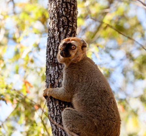 Southern red-fronted brown lemur