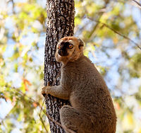 Southern red-fronted brown lemur - male closeup, Kirindy Reserve, Madagascar Here's some shots of a species extremely common to see in Kirindy, the (Southern)Red-fronted brown lemur. These diurnal species are active and loud as they move through the dry forest and not shy of people at all. They are fun to watch and hear, as they make a pig-like grunt noise. <br />
<br />
Brown lemurs, its (sub)species and many common names lead to a lot of confusion in species identification, therefore I'd like to give some guidance:<br />
<br />
The Brown lemur (Eulemur fulvus) can be considered the historic species complex. It used to lump together several sub species that now have become full species. Today, Eulemur fulvus is a species with a specific appearance and distribution. You can recognize it by its relatively dull appearance, both the male and female have a largely dark face:<br />
https://www.jungledragon.com/specie/1531/common_brown_lemur.html<br />
<br />
The red-fronted lemur used to be considered a sub species of brown lemur yet in 2001, it got full species status as Eulemur rufus. It was easy to distinguish from the Brown Lemur for the males have a rufous crown. <br />
<br />
Then in 2008, Eulemur rufus was further split into 2 seperate species:<br />
- Eulemur rufus, with common names: Red lemur, Rufous brown lemur<br />
- Eulemur rufifrons, with common names: Red-fronted lemur, Red-fronted brown lemur<br />
<br />
If you look at the pile of common names:<br />
<br />
- Brown Lemur<br />
- Common Brown Lemur<br />
- Red Lemur<br />
- Rufous Brown Lemur<br />
- Red-fronted Lemur<br />
- Red-fronted Brown Lemur<br />
<br />
...it's easy to get confused. Even more so when even guides use these common names very casually, they may even still call a red-fronted lemur a brown lemur. The solution is to be explicit as possible:<br />
<br />
Eulemur rufus - Northern red-fronted lemur<br />
Eulemur rufifrons - Southern red-fronted brown lemur<br />
<br />
The two species having a red front can largely be dinstinguished by distribution. In most cases, you can look up the site/park where you spotted it and find information on which one occurs there, as they don't really overlap in the wild. <br />
<br />
In non-wild spottings it may be harder to tell the difference. The only difference I'm aware of is that the male of Eulemur rufus has a slightly more vibrant (orange) crown compared to Eulemur rufifrons, yet it's probably best to ask locally which one it is.<br />
https://www.jungledragon.com/image/83084/southern_red-fronted_brown_lemur_-_female_-_2_kirindy_reserve_madagascar.html<br />
https://www.jungledragon.com/image/83085/southern_red-fronted_brown_lemur_-_female_kirindy_reserve_madagascar.html<br />
https://www.jungledragon.com/image/83086/southern_red-fronted_brown_lemur_-_male_kirindy_reserve_madagascar.html Africa,Eulemur rufifrons,Geotagged,Kirindy Reserve,Madagascar,Madagascar 2019,Southern red-fronted brown lemur,Winter,World