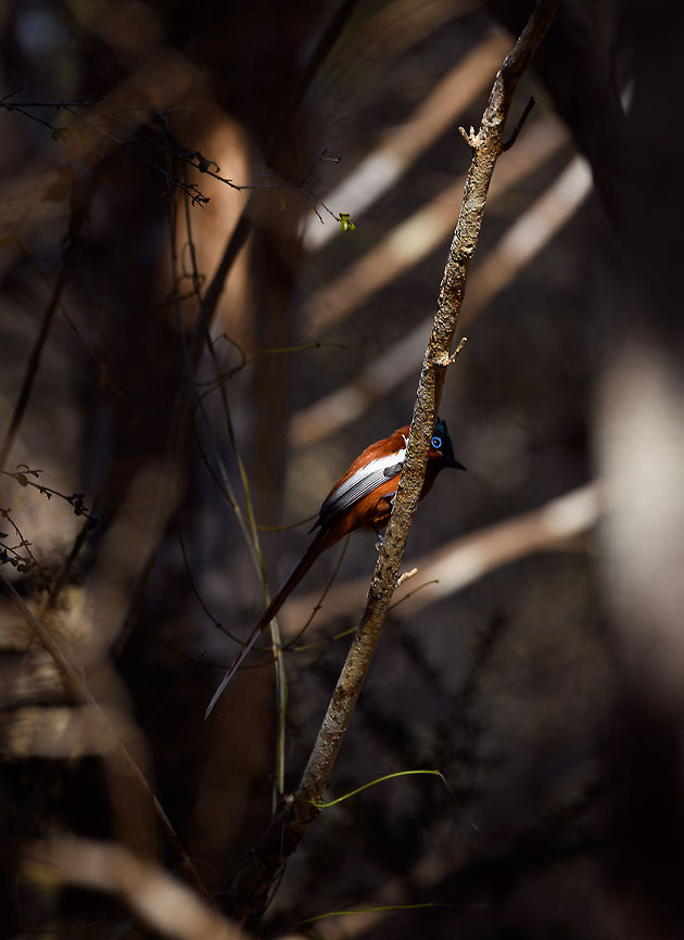 Male Malagasy Paradise Flycatcher, Kirindy Reserve, Madagascar A relatively common bird throughout most parts of Madagascar. This is the male, easy to recognize by its long tail. The male has two main plumage morphs: black-and-white, and black-and-rufous. However, there are also intermediates (white-and-rufous) as seen on this photo. Here's an example of a white morph male:<br />
<figure class="photo"><a href="https://www.jungledragon.com/image/39660/malagasy_paradise_flycatcher_male_white_morph_ankarafantsika_madagascar.html" title="Malagasy paradise flycatcher, male white morph, Ankarafantsika, Madagascar"><img src="https://s3.amazonaws.com/media.jungledragon.com/images/2/39660_thumb.jpg?AWSAccessKeyId=05GMT0V3GWVNE7GGM1R2&Expires=1769040010&Signature=e8PKD5nHDj%2B07fBHuhKQKMZMFSw%3D" width="106" height="152" alt="Malagasy paradise flycatcher, male white morph, Ankarafantsika, Madagascar Finally. We've seen white morphs of flycatchers in Sri Lanka (asian flycatcher) and Madagascar on several occasions but never got a clear shot until this day. Female nesting nearby:<br />
https://www.jungledragon.com/image/39661/malagasy_paradise_flycatcher_female_ankarafantsika_madagascar.html Africa,Ankarafantsika,Geotagged,Madagascar,Madagascar North,Malagasy paradise flycatcher,Spring,Terpsiphone mutata,World" /></a></figure><br />
The female is always rufous, and has the shorter tail:<br />
<br />
<figure class="photo"><a href="https://www.jungledragon.com/image/38892/female_madagascar_paradise_flycatcher_ankarana_madagascar.html" title="Female Madagascar Paradise Flycatcher, Ankarana, Madagascar"><img src="https://s3.amazonaws.com/media.jungledragon.com/images/2/38892_thumb.jpg?AWSAccessKeyId=05GMT0V3GWVNE7GGM1R2&Expires=1769040010&Signature=y11LlEkPsSHwhCzmN2c09bLRcts%3D" width="200" height="186" alt="Female Madagascar Paradise Flycatcher, Ankarana, Madagascar http://www.jungledragon.com/image/38893/closeup_of_female_madagascar_paradise_flycatcher_ankarana_madagascar.html Africa,Ankarana,Geotagged,Madagascar,Madagascar North,Malagasy paradise flycatcher,Spring,Terpsiphone mutata,World" /></a></figure><br />
Here's how they nest:<br />
<br />
<figure class="photo"><a href="https://www.jungledragon.com/image/39661/malagasy_paradise_flycatcher_female_ankarafantsika_madagascar.html" title="Malagasy Paradise flycatcher (female), Ankarafantsika, Madagascar"><img src="https://s3.amazonaws.com/media.jungledragon.com/images/2/39661_thumb.jpg?AWSAccessKeyId=05GMT0V3GWVNE7GGM1R2&Expires=1769040010&Signature=IFIQjY1UlIvgrlptRyNhORzZtOk%3D" width="200" height="174" alt="Malagasy Paradise flycatcher (female), Ankarafantsika, Madagascar On her small nest. They are pretty nervous birds, but as we saw her nesting here, we knew she would come back, and she did in only a matter of minutes. The male also stayed close:<br />
https://www.jungledragon.com/image/39660/malagasy_paradise_flycatcher_male_white_morph_ankarafantsika_madagascar.html Africa,Ankarafantsika,Geotagged,Madagascar,Madagascar North,Malagasy paradise flycatcher,Spring,Terpsiphone mutata,World" /></a></figure><br />
<br />
 Africa,Kirindy Reserve,Madagascar,Madagascar 2019,Malagasy paradise flycatcher,Terpsiphone mutata,World