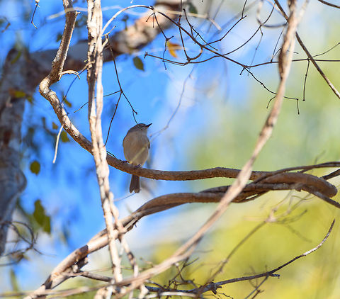Common Newtonia, Kirindy Reserve, Madagascar A small common bird throughout Madagascar. Part of the Vanga family which is entirely endemic to Madagascar. The weird thing about that family is how unrelated in appearance the individual species seem:
https://www.jungledragon.com/wildlife/browse/animalia/chordata/aves/passeriformes/vangidae Africa,Common newtonia,Kirindy Reserve,Madagascar,Madagascar 2019,Newtonia brunneicauda,World