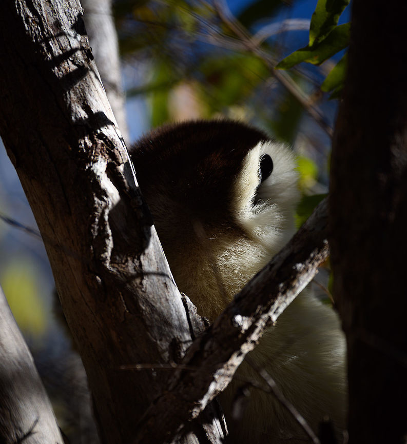 Fossa radar, Kirindy Reserve, Madagascar Closeup of the large ears of a Verreaux&#039;s sifaka, scanning the forest. Unlike smaller lemurs, this species does not have to fear from Owls as a major predator. Instead, it&#039;s main natural predator is the Fossa:<br />
<figure class="photo"><a href="https://www.jungledragon.com/image/83035/fossa_portrait_-_3_kirindy_reserve_madagascar.html" title="Fossa portrait - 3, Kirindy Reserve, Madagascar"><img src="https://s3.amazonaws.com/media.jungledragon.com/images/2/83035_thumb.jpg?AWSAccessKeyId=05GMT0V3GWVNE7GGM1R2&Expires=1767225610&Signature=NB9nAJou2NBwmgQ56Dxz%2FBZoHFc%3D" width="200" height="200" alt="Fossa portrait - 3, Kirindy Reserve, Madagascar Before we were about to start a morning hike in Kirindy, Henriette spotted this Fossa near our lodge. I went into pursuit and was close to losing it when the Fossa bumped into other tourists, forcing it back in my direction. Note that at Kirindy, the Fossa is common to see as it is somewhat domesticated. In the wild you are unlikely to ever see one. They are widespread throughout Madagascar, yet typically local populations are small.<br />
<br />
The Fossa is Madagascar&#039;s top mammalian predator. It has an interesting taxonomy. Despite its cat-like appearance, it is believed to be more closely related to the mongoose family:<br />
https://www.jungledragon.com/wildlife/browse/animalia/chordata/mammalia/carnivora/eupleridae<br />
<br />
It&#039;s an iconic species typical of Madagascar, there isn&#039;t a comparable species anywhere else. <br />
<br />
The most impressive fact about the Fossa is that over 50% of their diet consists of lemurs. Surprising a lemur in the canopy, who have keen senses and are always on watch, takes an extraordinary skill. For this purpose, the Fossa has flexible ankles, which allow it to climb up and down, as well as jump between trees. Although rare, there have been reports of multiple Fossas cooperating in a hunt, evidence here:<br />
https://www.youtube.com/watch?v=vpwM-K2TRR4<br />
Well, some may consider another fact even more impressive: the male of the Fossa at times can be considered a five-legged animal as it has an unusually large penis that may reach up to its front legs when erect. Not only is it huge, it&#039;s also spiny. The female has equally strange genitalia, it grows an enlarged, penis-like clitoris that is also spiny. This clitoris reduces in size as she ages, it is believed that during the female&#039;s first years, this masculization helps her against harassment by young males. The Fossa is the only known species in the world where this process occurs without hormones being involved.<br />
<br />
Despite being the top predator of Madagascar, one does not have to be terrified when seeing one. It&#039;s best described as an oversized, very muscular cat. Surely it can do significant damage when provoked, but it&#039;s unlikely to be a life threatening encounter. Fossas typically will not grow beyond about 10kg of weight. <br />
<br />
Now extinct, there once was a second species of Fossa: Cryptoprocta spelea, or Giant Fossa. It was almost identicial yet twice as large or heavy. The extra size likely was needed to hunt the Giant lemurs of Madagascar, which have also gone exctinct. Check out this illustration:<br />
https://www.researchgate.net/profile/Simon_Bearder/publication/262067793/figure/fig3/AS:669429562081292@1536615853540/Some-subfossil-lemur-species-with-extant-Indri-one-of-the-two-largest-living-lemurs.png<br />
<br />
The Indri (in black) is the only species in the illustration still extant, and currently the largest species of lemur. <br />
<br />
https://www.jungledragon.com/image/83032/fossa_portrait_-_1_kirindy_reserve_madagascar.html<br />
https://www.jungledragon.com/image/83033/fossa_portrait_-_2_kirindy_reserve_madagascar.html<br />
https://www.jungledragon.com/image/83034/fossa_full_body_kirindy_reserve_madagascar.html<br />
https://www.jungledragon.com/image/83036/fossa_sunbathing_kirindy_reserve_madagascar.html<br />
https://www.jungledragon.com/image/83037/fossa_sunbathing_-_closeup_kirindy_reserve_madagascar.html<br />
https://www.youtube.com/watch?v=hv9VOY2H61Y Africa,Cryptoprocta ferox,Fossa,Geotagged,Kirindy Reserve,Madagascar,Madagascar 2019,Winter,World" /></a></figure><br />
The Fossa is often portrayed as a lemur hunting specialist. Which is true, but not because they prefer lemurs. A Fossa hunts anything and will take the largest prey it can handle, including lemurs as large as themselves. Lemurs are simply the largest prey available in Madagascar for the Fossa. Africa,Geotagged,Kirindy Reserve,Madagascar,Madagascar 2019,Propithecus verreauxi,Verreauxs sifaka,Winter,World