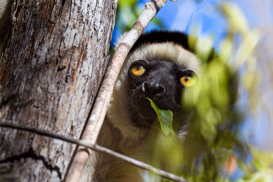 Verreaux's sifaka - wide eyes, Kirindy Reserve, Madagascar A few shots of the largest lemur species to be found in Kirindy Reserve, the Verreaux&#039;s sifaka. There are 9 species of Sifaka&#039;s (which are named after their call) in Madagascar, here&#039;s a useful map showing the distribution of them all:<br />
<a href="https://commons.wikimedia.org/wiki/File:Propithecus_species_IUCN_range_map.svg" rel="nofollow">https://commons.wikimedia.org/wiki/File:Propithecus_species_IUCN_range_map.svg</a><br />
<br />
All species of Sifaka and threatened, mostly by habitat loss due to slash and burn agriculture. It&#039;s main natural enemy is the Fossa. <br />
<br />
In behavior, by day this is a slow, inactive herbivore. Their life consists of lazily sitting in trees whilst slowly chewing leafs, after which they take a giant rest from that effort.<br />
<br />
One thing they are known for is their weird locomotion at ground level where due to their feet being optimized for life in the trees, they can&#039;t really walk or run, instead they hop sideways:<br />
<section class="video"><iframe width="448" height="282" src="https://www.youtube-nocookie.com/embed/8RiZElNNpAY?hd=1&autoplay=0&rel=0" frameborder="0" allowfullscreen></iframe></section><br />
<figure class="photo"><a href="https://www.jungledragon.com/image/83136/verreauxs_sifaka_kirindy_reserve_madagascar.html" title="Verreaux&#039;s sifaka, Kirindy Reserve, Madagascar"><img src="https://s3.amazonaws.com/media.jungledragon.com/images/2/83136_thumb.jpg?AWSAccessKeyId=05GMT0V3GWVNE7GGM1R2&Expires=1767225610&Signature=oSyhqAlYlM48G3nHX6VAsFessXY%3D" width="200" height="134" alt="Verreaux&#039;s sifaka, Kirindy Reserve, Madagascar A few shots of the largest lemur species to be found in Kirindy Reserve, the Verreaux&#039;s sifaka. There are 9 species of Sifaka&#039;s (which are named after their call) in Madagascar, here&#039;s a useful map showing the distribution of them all:<br />
https://commons.wikimedia.org/wiki/File:Propithecus_species_IUCN_range_map.svg<br />
<br />
All species of Sifaka and threatened, mostly by habitat loss due to slash and burn agriculture. It&#039;s main natural enemy is the Fossa. <br />
<br />
In behavior, by day this is a slow, inactive herbivore. Their life consists of lazily sitting in trees whilst slowly chewing leafs, after which they take a giant rest from that effort.<br />
<br />
One thing they are known for is their weird locomotion at ground level where due to their feet being optimized for life in the trees, they can&#039;t really walk or run, instead they hop sideways:<br />
https://www.youtube.com/watch?v=8RiZElNNpAY<br />
https://www.jungledragon.com/image/83132/verreauxs_sifaka_-_wide_eyes_kirindy_reserve_madagascar.html<br />
https://www.jungledragon.com/image/83135/verreauxs_sifaka_-_closeup_1_kirindy_reserve_madagascar.html<br />
https://www.jungledragon.com/image/83133/verreauxs_sifaka_-_closeup_2_kirindy_reserve_madagascar.html<br />
https://www.jungledragon.com/image/83134/verreauxs_sifaka_-_closeup_3_kirindy_reserve_madagascar.html Africa,Geotagged,Kirindy Reserve,Madagascar,Madagascar 2019,Propithecus verreauxi,Verreauxs sifaka,Winter,World" /></a></figure><br />
<figure class="photo"><a href="https://www.jungledragon.com/image/83135/verreauxs_sifaka_-_closeup_1_kirindy_reserve_madagascar.html" title="Verreaux&#039;s sifaka - closeup 1, Kirindy Reserve, Madagascar"><img src="https://s3.amazonaws.com/media.jungledragon.com/images/2/83135_thumb.jpg?AWSAccessKeyId=05GMT0V3GWVNE7GGM1R2&Expires=1767225610&Signature=JL4DgHaTdV6vultF3iRuXYVoWmw%3D" width="200" height="134" alt="Verreaux&#039;s sifaka - closeup 1, Kirindy Reserve, Madagascar A few shots of the largest lemur species to be found in Kirindy Reserve, the Verreaux&#039;s sifaka. There are 9 species of Sifaka&#039;s (which are named after their call) in Madagascar, here&#039;s a useful map showing the distribution of them all:<br />
https://commons.wikimedia.org/wiki/File:Propithecus_species_IUCN_range_map.svg<br />
<br />
All species of Sifaka and threatened, mostly by habitat loss due to slash and burn agriculture. It&#039;s main natural enemy is the Fossa. <br />
<br />
In behavior, by day this is a slow, inactive herbivore. Their life consists of lazily sitting in trees whilst slowly chewing leafs, after which they take a giant rest from that effort.<br />
<br />
One thing they are known for is their weird locomotion at ground level where due to their feet being optimized for life in the trees, they can&#039;t really walk or run, instead they hop sideways:<br />
https://www.youtube.com/watch?v=8RiZElNNpAY<br />
https://www.jungledragon.com/image/83136/verreauxs_sifaka_kirindy_reserve_madagascar.html<br />
https://www.jungledragon.com/image/83132/verreauxs_sifaka_-_wide_eyes_kirindy_reserve_madagascar.html<br />
https://www.jungledragon.com/image/83133/verreauxs_sifaka_-_closeup_2_kirindy_reserve_madagascar.html<br />
https://www.jungledragon.com/image/83134/verreauxs_sifaka_-_closeup_3_kirindy_reserve_madagascar.html Africa,Geotagged,Kirindy Reserve,Madagascar,Madagascar 2019,Propithecus verreauxi,Verreauxs sifaka,Winter,World" /></a></figure><br />
<figure class="photo"><a href="https://www.jungledragon.com/image/83133/verreauxs_sifaka_-_closeup_2_kirindy_reserve_madagascar.html" title="Verreaux&#039;s sifaka - closeup 2, Kirindy Reserve, Madagascar"><img src="https://s3.amazonaws.com/media.jungledragon.com/images/2/83133_thumb.jpg?AWSAccessKeyId=05GMT0V3GWVNE7GGM1R2&Expires=1767225610&Signature=VZkbwX1SlWlbd8ipkGJ1GhNoIT0%3D" width="200" height="148" alt="Verreaux&#039;s sifaka - closeup 2, Kirindy Reserve, Madagascar A few shots of the largest lemur species to be found in Kirindy Reserve, the Verreaux&#039;s sifaka. There are 9 species of Sifaka&#039;s (which are named after their call) in Madagascar, here&#039;s a useful map showing the distribution of them all:<br />
https://commons.wikimedia.org/wiki/File:Propithecus_species_IUCN_range_map.svg<br />
<br />
All species of Sifaka and threatened, mostly by habitat loss due to slash and burn agriculture. It&#039;s main natural enemy is the Fossa. <br />
<br />
In behavior, by day this is a slow, inactive herbivore. Their life consists of lazily sitting in trees whilst slowly chewing leafs, after which they take a giant rest from that effort.<br />
<br />
One thing they are known for is their weird locomotion at ground level where due to their feet being optimized for life in the trees, they can&#039;t really walk or run, instead they hop sideways:<br />
https://www.youtube.com/watch?v=8RiZElNNpAY<br />
https://www.jungledragon.com/image/83136/verreauxs_sifaka_kirindy_reserve_madagascar.html<br />
https://www.jungledragon.com/image/83132/verreauxs_sifaka_-_wide_eyes_kirindy_reserve_madagascar.html<br />
https://www.jungledragon.com/image/83135/verreauxs_sifaka_-_closeup_1_kirindy_reserve_madagascar.html<br />
https://www.jungledragon.com/image/83134/verreauxs_sifaka_-_closeup_3_kirindy_reserve_madagascar.html Africa,Geotagged,Kirindy Reserve,Madagascar,Madagascar 2019,Propithecus verreauxi,Verreauxs sifaka,Winter,World" /></a></figure><br />
<figure class="photo"><a href="https://www.jungledragon.com/image/83134/verreauxs_sifaka_-_closeup_3_kirindy_reserve_madagascar.html" title="Verreaux&#039;s sifaka - closeup 3, Kirindy Reserve, Madagascar"><img src="https://s3.amazonaws.com/media.jungledragon.com/images/2/83134_thumb.jpg?AWSAccessKeyId=05GMT0V3GWVNE7GGM1R2&Expires=1767225610&Signature=zcA4p5TyAHabk7%2BIU8Ngf46AwwE%3D" width="200" height="134" alt="Verreaux&#039;s sifaka - closeup 3, Kirindy Reserve, Madagascar A few shots of the largest lemur species to be found in Kirindy Reserve, the Verreaux&#039;s sifaka. There are 9 species of Sifaka&#039;s (which are named after their call) in Madagascar, here&#039;s a useful map showing the distribution of them all:<br />
https://commons.wikimedia.org/wiki/File:Propithecus_species_IUCN_range_map.svg<br />
<br />
All species of Sifaka and threatened, mostly by habitat loss due to slash and burn agriculture. It&#039;s main natural enemy is the Fossa. <br />
<br />
In behavior, by day this is a slow, inactive herbivore. Their life consists of lazily sitting in trees whilst slowly chewing leafs, after which they take a giant rest from that effort.<br />
<br />
One thing they are known for is their weird locomotion at ground level where due to their feet being optimized for life in the trees, they can&#039;t really walk or run, instead they hop sideways:<br />
https://www.youtube.com/watch?v=8RiZElNNpAY<br />
https://www.jungledragon.com/image/83136/verreauxs_sifaka_kirindy_reserve_madagascar.html<br />
https://www.jungledragon.com/image/83132/verreauxs_sifaka_-_wide_eyes_kirindy_reserve_madagascar.html<br />
https://www.jungledragon.com/image/83135/verreauxs_sifaka_-_closeup_1_kirindy_reserve_madagascar.html<br />
https://www.jungledragon.com/image/83133/verreauxs_sifaka_-_closeup_2_kirindy_reserve_madagascar.html Africa,Geotagged,Kirindy Reserve,Madagascar,Madagascar 2019,Propithecus verreauxi,Verreauxs sifaka,Winter,World" /></a></figure> Africa,Geotagged,Kirindy Reserve,Madagascar,Madagascar 2019,Propithecus verreauxi,Verreauxs sifaka,Winter,World