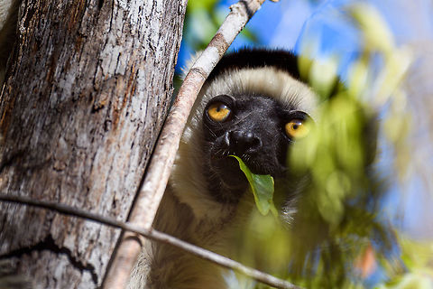 Verreaux's sifaka - wide eyes, Kirindy Reserve, Madagascar A few shots of the largest lemur species to be found in Kirindy Reserve, the Verreaux's sifaka. There are 9 species of Sifaka's (which are named after their call) in Madagascar, here's a useful map showing the distribution of them all:
https://commons.wikimedia.org/wiki/File:Propithecus_species_IUCN_range_map.svg

All species of Sifaka and threatened, mostly by habitat loss due to slash and burn agriculture. It's main natural enemy is the Fossa. 

In behavior, by day this is a slow, inactive herbivore. Their life consists of lazily sitting in trees whilst slowly chewing leafs, after which they take a giant rest from that effort.

One thing they are known for is their weird locomotion at ground level where due to their feet being optimized for life in the trees, they can't really walk or run, instead they hop sideways:
https://www.youtube.com/watch?v=8RiZElNNpAY
https://www.jungledragon.com/image/83136/verreauxs_sifaka_kirindy_reserve_madagascar.html
https://www.jungledragon.com/image/83135/verreauxs_sifaka_-_closeup_1_kirindy_reserve_madagascar.html
https://www.jungledragon.com/image/83133/verreauxs_sifaka_-_closeup_2_kirindy_reserve_madagascar.html
https://www.jungledragon.com/image/83134/verreauxs_sifaka_-_closeup_3_kirindy_reserve_madagascar.html Africa,Geotagged,Kirindy Reserve,Madagascar,Madagascar 2019,Propithecus verreauxi,Verreauxs sifaka,Winter,World