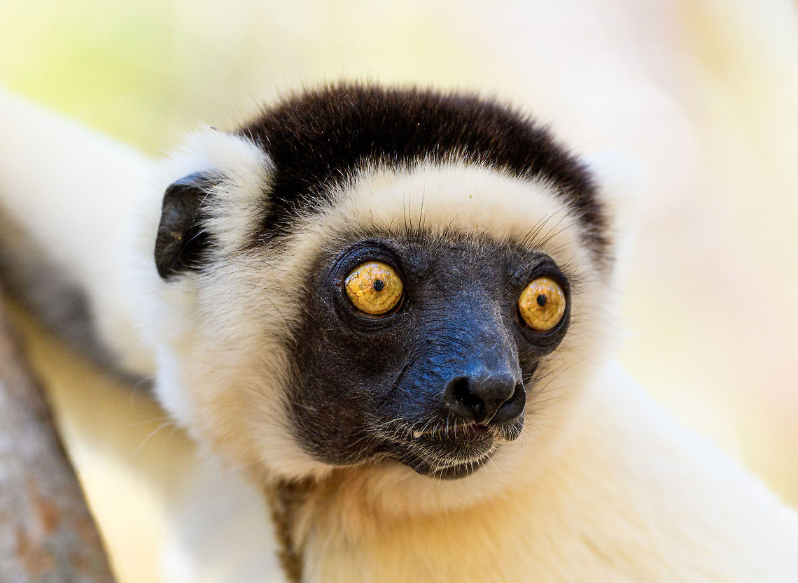 Verreaux's sifaka - closeup 2, Kirindy Reserve, Madagascar A few shots of the largest lemur species to be found in Kirindy Reserve, the Verreaux&#039;s sifaka. There are 9 species of Sifaka&#039;s (which are named after their call) in Madagascar, here&#039;s a useful map showing the distribution of them all:<br />
<a href="https://commons.wikimedia.org/wiki/File:Propithecus_species_IUCN_range_map.svg" rel="nofollow">https://commons.wikimedia.org/wiki/File:Propithecus_species_IUCN_range_map.svg</a><br />
<br />
All species of Sifaka and threatened, mostly by habitat loss due to slash and burn agriculture. It&#039;s main natural enemy is the Fossa. <br />
<br />
In behavior, by day this is a slow, inactive herbivore. Their life consists of lazily sitting in trees whilst slowly chewing leafs, after which they take a giant rest from that effort.<br />
<br />
One thing they are known for is their weird locomotion at ground level where due to their feet being optimized for life in the trees, they can&#039;t really walk or run, instead they hop sideways:<br />
<section class="video"><iframe width="448" height="282" src="https://www.youtube-nocookie.com/embed/8RiZElNNpAY?hd=1&autoplay=0&rel=0" frameborder="0" allowfullscreen></iframe></section><br />
<figure class="photo"><a href="https://www.jungledragon.com/image/83136/verreauxs_sifaka_kirindy_reserve_madagascar.html" title="Verreaux&#039;s sifaka, Kirindy Reserve, Madagascar"><img src="https://s3.amazonaws.com/media.jungledragon.com/images/2/83136_thumb.jpg?AWSAccessKeyId=05GMT0V3GWVNE7GGM1R2&Expires=1759968010&Signature=aMmDW%2B74c%2BPEKvXyObDTLzL2Hkk%3D" width="200" height="134" alt="Verreaux&#039;s sifaka, Kirindy Reserve, Madagascar A few shots of the largest lemur species to be found in Kirindy Reserve, the Verreaux&#039;s sifaka. There are 9 species of Sifaka&#039;s (which are named after their call) in Madagascar, here&#039;s a useful map showing the distribution of them all:<br />
https://commons.wikimedia.org/wiki/File:Propithecus_species_IUCN_range_map.svg<br />
<br />
All species of Sifaka and threatened, mostly by habitat loss due to slash and burn agriculture. It&#039;s main natural enemy is the Fossa. <br />
<br />
In behavior, by day this is a slow, inactive herbivore. Their life consists of lazily sitting in trees whilst slowly chewing leafs, after which they take a giant rest from that effort.<br />
<br />
One thing they are known for is their weird locomotion at ground level where due to their feet being optimized for life in the trees, they can&#039;t really walk or run, instead they hop sideways:<br />
https://www.youtube.com/watch?v=8RiZElNNpAY<br />
https://www.jungledragon.com/image/83132/verreauxs_sifaka_-_wide_eyes_kirindy_reserve_madagascar.html<br />
https://www.jungledragon.com/image/83135/verreauxs_sifaka_-_closeup_1_kirindy_reserve_madagascar.html<br />
https://www.jungledragon.com/image/83133/verreauxs_sifaka_-_closeup_2_kirindy_reserve_madagascar.html<br />
https://www.jungledragon.com/image/83134/verreauxs_sifaka_-_closeup_3_kirindy_reserve_madagascar.html Africa,Geotagged,Kirindy Reserve,Madagascar,Madagascar 2019,Propithecus verreauxi,Verreauxs sifaka,Winter,World" /></a></figure><br />
<figure class="photo"><a href="https://www.jungledragon.com/image/83132/verreauxs_sifaka_-_wide_eyes_kirindy_reserve_madagascar.html" title="Verreaux&#039;s sifaka - wide eyes, Kirindy Reserve, Madagascar"><img src="https://s3.amazonaws.com/media.jungledragon.com/images/2/83132_thumb.jpg?AWSAccessKeyId=05GMT0V3GWVNE7GGM1R2&Expires=1759968010&Signature=tY82aiGhkPIBhCW%2BDm7g%2B5KdIPI%3D" width="200" height="134" alt="Verreaux&#039;s sifaka - wide eyes, Kirindy Reserve, Madagascar A few shots of the largest lemur species to be found in Kirindy Reserve, the Verreaux&#039;s sifaka. There are 9 species of Sifaka&#039;s (which are named after their call) in Madagascar, here&#039;s a useful map showing the distribution of them all:<br />
https://commons.wikimedia.org/wiki/File:Propithecus_species_IUCN_range_map.svg<br />
<br />
All species of Sifaka and threatened, mostly by habitat loss due to slash and burn agriculture. It&#039;s main natural enemy is the Fossa. <br />
<br />
In behavior, by day this is a slow, inactive herbivore. Their life consists of lazily sitting in trees whilst slowly chewing leafs, after which they take a giant rest from that effort.<br />
<br />
One thing they are known for is their weird locomotion at ground level where due to their feet being optimized for life in the trees, they can&#039;t really walk or run, instead they hop sideways:<br />
https://www.youtube.com/watch?v=8RiZElNNpAY<br />
https://www.jungledragon.com/image/83136/verreauxs_sifaka_kirindy_reserve_madagascar.html<br />
https://www.jungledragon.com/image/83135/verreauxs_sifaka_-_closeup_1_kirindy_reserve_madagascar.html<br />
https://www.jungledragon.com/image/83133/verreauxs_sifaka_-_closeup_2_kirindy_reserve_madagascar.html<br />
https://www.jungledragon.com/image/83134/verreauxs_sifaka_-_closeup_3_kirindy_reserve_madagascar.html Africa,Geotagged,Kirindy Reserve,Madagascar,Madagascar 2019,Propithecus verreauxi,Verreauxs sifaka,Winter,World" /></a></figure><br />
<figure class="photo"><a href="https://www.jungledragon.com/image/83135/verreauxs_sifaka_-_closeup_1_kirindy_reserve_madagascar.html" title="Verreaux&#039;s sifaka - closeup 1, Kirindy Reserve, Madagascar"><img src="https://s3.amazonaws.com/media.jungledragon.com/images/2/83135_thumb.jpg?AWSAccessKeyId=05GMT0V3GWVNE7GGM1R2&Expires=1759968010&Signature=7Y3HbuzPCCs56ihZLXZrixmUHZY%3D" width="200" height="134" alt="Verreaux&#039;s sifaka - closeup 1, Kirindy Reserve, Madagascar A few shots of the largest lemur species to be found in Kirindy Reserve, the Verreaux&#039;s sifaka. There are 9 species of Sifaka&#039;s (which are named after their call) in Madagascar, here&#039;s a useful map showing the distribution of them all:<br />
https://commons.wikimedia.org/wiki/File:Propithecus_species_IUCN_range_map.svg<br />
<br />
All species of Sifaka and threatened, mostly by habitat loss due to slash and burn agriculture. It&#039;s main natural enemy is the Fossa. <br />
<br />
In behavior, by day this is a slow, inactive herbivore. Their life consists of lazily sitting in trees whilst slowly chewing leafs, after which they take a giant rest from that effort.<br />
<br />
One thing they are known for is their weird locomotion at ground level where due to their feet being optimized for life in the trees, they can&#039;t really walk or run, instead they hop sideways:<br />
https://www.youtube.com/watch?v=8RiZElNNpAY<br />
https://www.jungledragon.com/image/83136/verreauxs_sifaka_kirindy_reserve_madagascar.html<br />
https://www.jungledragon.com/image/83132/verreauxs_sifaka_-_wide_eyes_kirindy_reserve_madagascar.html<br />
https://www.jungledragon.com/image/83133/verreauxs_sifaka_-_closeup_2_kirindy_reserve_madagascar.html<br />
https://www.jungledragon.com/image/83134/verreauxs_sifaka_-_closeup_3_kirindy_reserve_madagascar.html Africa,Geotagged,Kirindy Reserve,Madagascar,Madagascar 2019,Propithecus verreauxi,Verreauxs sifaka,Winter,World" /></a></figure><br />
<figure class="photo"><a href="https://www.jungledragon.com/image/83134/verreauxs_sifaka_-_closeup_3_kirindy_reserve_madagascar.html" title="Verreaux&#039;s sifaka - closeup 3, Kirindy Reserve, Madagascar"><img src="https://s3.amazonaws.com/media.jungledragon.com/images/2/83134_thumb.jpg?AWSAccessKeyId=05GMT0V3GWVNE7GGM1R2&Expires=1759968010&Signature=zUKWvHO1TQ%2BH6LvWGLjn3c%2BJz2o%3D" width="200" height="134" alt="Verreaux&#039;s sifaka - closeup 3, Kirindy Reserve, Madagascar A few shots of the largest lemur species to be found in Kirindy Reserve, the Verreaux&#039;s sifaka. There are 9 species of Sifaka&#039;s (which are named after their call) in Madagascar, here&#039;s a useful map showing the distribution of them all:<br />
https://commons.wikimedia.org/wiki/File:Propithecus_species_IUCN_range_map.svg<br />
<br />
All species of Sifaka and threatened, mostly by habitat loss due to slash and burn agriculture. It&#039;s main natural enemy is the Fossa. <br />
<br />
In behavior, by day this is a slow, inactive herbivore. Their life consists of lazily sitting in trees whilst slowly chewing leafs, after which they take a giant rest from that effort.<br />
<br />
One thing they are known for is their weird locomotion at ground level where due to their feet being optimized for life in the trees, they can&#039;t really walk or run, instead they hop sideways:<br />
https://www.youtube.com/watch?v=8RiZElNNpAY<br />
https://www.jungledragon.com/image/83136/verreauxs_sifaka_kirindy_reserve_madagascar.html<br />
https://www.jungledragon.com/image/83132/verreauxs_sifaka_-_wide_eyes_kirindy_reserve_madagascar.html<br />
https://www.jungledragon.com/image/83135/verreauxs_sifaka_-_closeup_1_kirindy_reserve_madagascar.html<br />
https://www.jungledragon.com/image/83133/verreauxs_sifaka_-_closeup_2_kirindy_reserve_madagascar.html Africa,Geotagged,Kirindy Reserve,Madagascar,Madagascar 2019,Propithecus verreauxi,Verreauxs sifaka,Winter,World" /></a></figure> Africa,Geotagged,Kirindy Reserve,Madagascar,Madagascar 2019,Propithecus verreauxi,Verreauxs sifaka,Winter,World