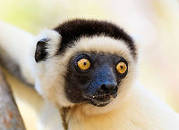 Verreaux's sifaka - closeup 2, Kirindy Reserve, Madagascar A few shots of the largest lemur species to be found in Kirindy Reserve, the Verreaux's sifaka. There are 9 species of Sifaka's (which are named after their call) in Madagascar, here's a useful map showing the distribution of them all:<br />
https://commons.wikimedia.org/wiki/File:Propithecus_species_IUCN_range_map.svg<br />
<br />
All species of Sifaka and threatened, mostly by habitat loss due to slash and burn agriculture. It's main natural enemy is the Fossa. <br />
<br />
In behavior, by day this is a slow, inactive herbivore. Their life consists of lazily sitting in trees whilst slowly chewing leafs, after which they take a giant rest from that effort.<br />
<br />
One thing they are known for is their weird locomotion at ground level where due to their feet being optimized for life in the trees, they can't really walk or run, instead they hop sideways:<br />
https://www.youtube.com/watch?v=8RiZElNNpAY<br />
https://www.jungledragon.com/image/83136/verreauxs_sifaka_kirindy_reserve_madagascar.html<br />
https://www.jungledragon.com/image/83132/verreauxs_sifaka_-_wide_eyes_kirindy_reserve_madagascar.html<br />
https://www.jungledragon.com/image/83135/verreauxs_sifaka_-_closeup_1_kirindy_reserve_madagascar.html<br />
https://www.jungledragon.com/image/83134/verreauxs_sifaka_-_closeup_3_kirindy_reserve_madagascar.html Africa,Geotagged,Kirindy Reserve,Madagascar,Madagascar 2019,Propithecus verreauxi,Verreauxs sifaka,Winter,World