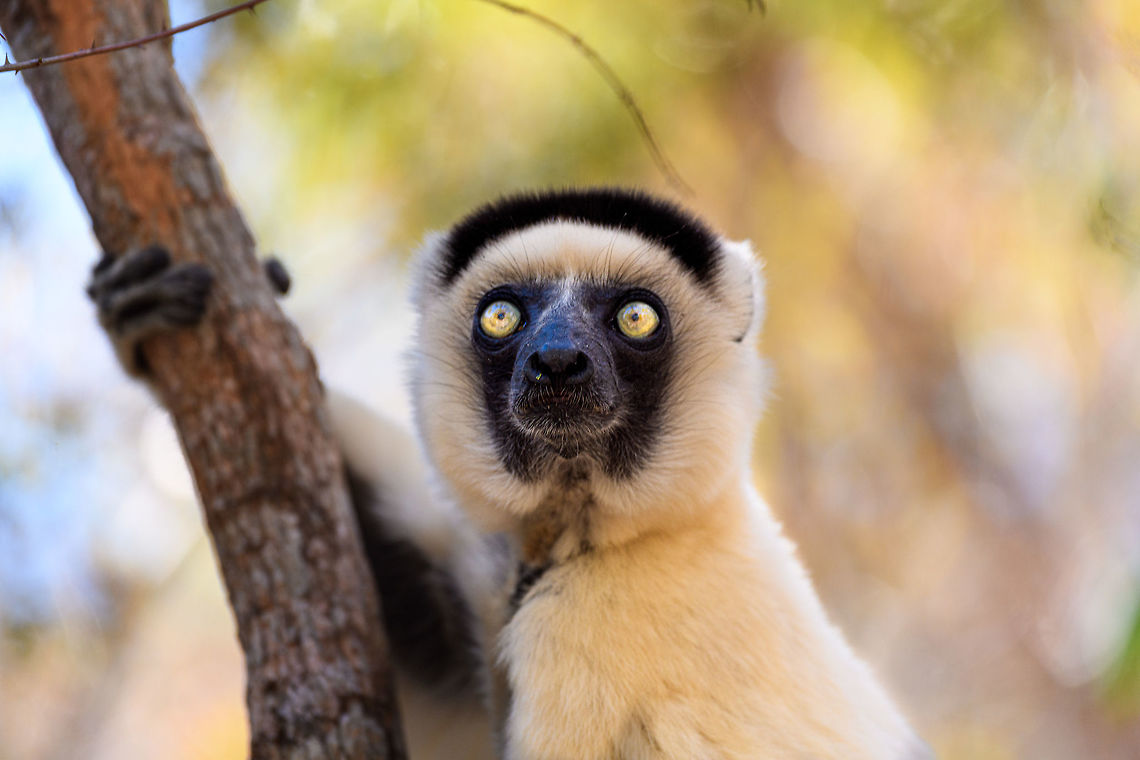 Verreaux's sifaka - closeup 3, Kirindy Reserve, Madagascar A few shots of the largest lemur species to be found in Kirindy Reserve, the Verreaux's sifaka. There are 9 species of Sifaka's (which are named after their call) in Madagascar, here's a useful map showing the distribution of them all:<br />
<a href="https://commons.wikimedia.org/wiki/File:Propithecus_species_IUCN_range_map.svg" rel="nofollow">https://commons.wikimedia.org/wiki/File:Propithecus_species_IUCN_range_map.svg</a><br />
<br />
All species of Sifaka and threatened, mostly by habitat loss due to slash and burn agriculture. It's main natural enemy is the Fossa. <br />
<br />
In behavior, by day this is a slow, inactive herbivore. Their life consists of lazily sitting in trees whilst slowly chewing leafs, after which they take a giant rest from that effort.<br />
<br />
One thing they are known for is their weird locomotion at ground level where due to their feet being optimized for life in the trees, they can't really walk or run, instead they hop sideways:<br />
<section class="video"><iframe width="448" height="282" src="https://www.youtube-nocookie.com/embed/8RiZElNNpAY?hd=1&autoplay=0&rel=0" frameborder="0" allowfullscreen></iframe></section><br />
<figure class="photo"><a href="https://www.jungledragon.com/image/83136/verreauxs_sifaka_kirindy_reserve_madagascar.html" title="Verreaux's sifaka, Kirindy Reserve, Madagascar"><img src="https://s3.amazonaws.com/media.jungledragon.com/images/2/83136_thumb.jpg?AWSAccessKeyId=05GMT0V3GWVNE7GGM1R2&Expires=1770854410&Signature=KY1K%2BdAf%2BxEMqz1Adf%2B9XnDTHTs%3D" width="200" height="134" alt="Verreaux's sifaka, Kirindy Reserve, Madagascar A few shots of the largest lemur species to be found in Kirindy Reserve, the Verreaux's sifaka. There are 9 species of Sifaka's (which are named after their call) in Madagascar, here's a useful map showing the distribution of them all:<br />
https://commons.wikimedia.org/wiki/File:Propithecus_species_IUCN_range_map.svg<br />
<br />
All species of Sifaka and threatened, mostly by habitat loss due to slash and burn agriculture. It's main natural enemy is the Fossa. <br />
<br />
In behavior, by day this is a slow, inactive herbivore. Their life consists of lazily sitting in trees whilst slowly chewing leafs, after which they take a giant rest from that effort.<br />
<br />
One thing they are known for is their weird locomotion at ground level where due to their feet being optimized for life in the trees, they can't really walk or run, instead they hop sideways:<br />
https://www.youtube.com/watch?v=8RiZElNNpAY<br />
https://www.jungledragon.com/image/83132/verreauxs_sifaka_-_wide_eyes_kirindy_reserve_madagascar.html<br />
https://www.jungledragon.com/image/83135/verreauxs_sifaka_-_closeup_1_kirindy_reserve_madagascar.html<br />
https://www.jungledragon.com/image/83133/verreauxs_sifaka_-_closeup_2_kirindy_reserve_madagascar.html<br />
https://www.jungledragon.com/image/83134/verreauxs_sifaka_-_closeup_3_kirindy_reserve_madagascar.html Africa,Geotagged,Kirindy Reserve,Madagascar,Madagascar 2019,Propithecus verreauxi,Verreauxs sifaka,Winter,World" /></a></figure><br />
<figure class="photo"><a href="https://www.jungledragon.com/image/83132/verreauxs_sifaka_-_wide_eyes_kirindy_reserve_madagascar.html" title="Verreaux's sifaka - wide eyes, Kirindy Reserve, Madagascar"><img src="https://s3.amazonaws.com/media.jungledragon.com/images/2/83132_thumb.jpg?AWSAccessKeyId=05GMT0V3GWVNE7GGM1R2&Expires=1770854410&Signature=3bqcZ%2BGAEftBXWVi%2BrtkWTGPxo4%3D" width="200" height="134" alt="Verreaux's sifaka - wide eyes, Kirindy Reserve, Madagascar A few shots of the largest lemur species to be found in Kirindy Reserve, the Verreaux's sifaka. There are 9 species of Sifaka's (which are named after their call) in Madagascar, here's a useful map showing the distribution of them all:<br />
https://commons.wikimedia.org/wiki/File:Propithecus_species_IUCN_range_map.svg<br />
<br />
All species of Sifaka and threatened, mostly by habitat loss due to slash and burn agriculture. It's main natural enemy is the Fossa. <br />
<br />
In behavior, by day this is a slow, inactive herbivore. Their life consists of lazily sitting in trees whilst slowly chewing leafs, after which they take a giant rest from that effort.<br />
<br />
One thing they are known for is their weird locomotion at ground level where due to their feet being optimized for life in the trees, they can't really walk or run, instead they hop sideways:<br />
https://www.youtube.com/watch?v=8RiZElNNpAY<br />
https://www.jungledragon.com/image/83136/verreauxs_sifaka_kirindy_reserve_madagascar.html<br />
https://www.jungledragon.com/image/83135/verreauxs_sifaka_-_closeup_1_kirindy_reserve_madagascar.html<br />
https://www.jungledragon.com/image/83133/verreauxs_sifaka_-_closeup_2_kirindy_reserve_madagascar.html<br />
https://www.jungledragon.com/image/83134/verreauxs_sifaka_-_closeup_3_kirindy_reserve_madagascar.html Africa,Geotagged,Kirindy Reserve,Madagascar,Madagascar 2019,Propithecus verreauxi,Verreauxs sifaka,Winter,World" /></a></figure><br />
<figure class="photo"><a href="https://www.jungledragon.com/image/83135/verreauxs_sifaka_-_closeup_1_kirindy_reserve_madagascar.html" title="Verreaux's sifaka - closeup 1, Kirindy Reserve, Madagascar"><img src="https://s3.amazonaws.com/media.jungledragon.com/images/2/83135_thumb.jpg?AWSAccessKeyId=05GMT0V3GWVNE7GGM1R2&Expires=1770854410&Signature=EFxMV2JGEdrBKxROB6fQARWKToI%3D" width="200" height="134" alt="Verreaux's sifaka - closeup 1, Kirindy Reserve, Madagascar A few shots of the largest lemur species to be found in Kirindy Reserve, the Verreaux's sifaka. There are 9 species of Sifaka's (which are named after their call) in Madagascar, here's a useful map showing the distribution of them all:<br />
https://commons.wikimedia.org/wiki/File:Propithecus_species_IUCN_range_map.svg<br />
<br />
All species of Sifaka and threatened, mostly by habitat loss due to slash and burn agriculture. It's main natural enemy is the Fossa. <br />
<br />
In behavior, by day this is a slow, inactive herbivore. Their life consists of lazily sitting in trees whilst slowly chewing leafs, after which they take a giant rest from that effort.<br />
<br />
One thing they are known for is their weird locomotion at ground level where due to their feet being optimized for life in the trees, they can't really walk or run, instead they hop sideways:<br />
https://www.youtube.com/watch?v=8RiZElNNpAY<br />
https://www.jungledragon.com/image/83136/verreauxs_sifaka_kirindy_reserve_madagascar.html<br />
https://www.jungledragon.com/image/83132/verreauxs_sifaka_-_wide_eyes_kirindy_reserve_madagascar.html<br />
https://www.jungledragon.com/image/83133/verreauxs_sifaka_-_closeup_2_kirindy_reserve_madagascar.html<br />
https://www.jungledragon.com/image/83134/verreauxs_sifaka_-_closeup_3_kirindy_reserve_madagascar.html Africa,Geotagged,Kirindy Reserve,Madagascar,Madagascar 2019,Propithecus verreauxi,Verreauxs sifaka,Winter,World" /></a></figure><br />
<figure class="photo"><a href="https://www.jungledragon.com/image/83133/verreauxs_sifaka_-_closeup_2_kirindy_reserve_madagascar.html" title="Verreaux's sifaka - closeup 2, Kirindy Reserve, Madagascar"><img src="https://s3.amazonaws.com/media.jungledragon.com/images/2/83133_thumb.jpg?AWSAccessKeyId=05GMT0V3GWVNE7GGM1R2&Expires=1770854410&Signature=83n5BO1PluII%2FaYAX3jH8EdIFws%3D" width="200" height="148" alt="Verreaux's sifaka - closeup 2, Kirindy Reserve, Madagascar A few shots of the largest lemur species to be found in Kirindy Reserve, the Verreaux's sifaka. There are 9 species of Sifaka's (which are named after their call) in Madagascar, here's a useful map showing the distribution of them all:<br />
https://commons.wikimedia.org/wiki/File:Propithecus_species_IUCN_range_map.svg<br />
<br />
All species of Sifaka and threatened, mostly by habitat loss due to slash and burn agriculture. It's main natural enemy is the Fossa. <br />
<br />
In behavior, by day this is a slow, inactive herbivore. Their life consists of lazily sitting in trees whilst slowly chewing leafs, after which they take a giant rest from that effort.<br />
<br />
One thing they are known for is their weird locomotion at ground level where due to their feet being optimized for life in the trees, they can't really walk or run, instead they hop sideways:<br />
https://www.youtube.com/watch?v=8RiZElNNpAY<br />
https://www.jungledragon.com/image/83136/verreauxs_sifaka_kirindy_reserve_madagascar.html<br />
https://www.jungledragon.com/image/83132/verreauxs_sifaka_-_wide_eyes_kirindy_reserve_madagascar.html<br />
https://www.jungledragon.com/image/83135/verreauxs_sifaka_-_closeup_1_kirindy_reserve_madagascar.html<br />
https://www.jungledragon.com/image/83134/verreauxs_sifaka_-_closeup_3_kirindy_reserve_madagascar.html Africa,Geotagged,Kirindy Reserve,Madagascar,Madagascar 2019,Propithecus verreauxi,Verreauxs sifaka,Winter,World" /></a></figure> Africa,Geotagged,Kirindy Reserve,Madagascar,Madagascar 2019,Propithecus verreauxi,Verreauxs sifaka,Winter,World