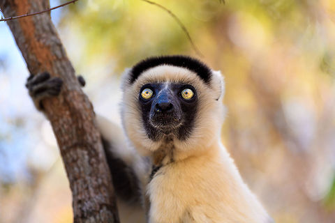 Verreaux's sifaka - closeup 3, Kirindy Reserve, Madagascar A few shots of the largest lemur species to be found in Kirindy Reserve, the Verreaux's sifaka. There are 9 species of Sifaka's (which are named after their call) in Madagascar, here's a useful map showing the distribution of them all:
https://commons.wikimedia.org/wiki/File:Propithecus_species_IUCN_range_map.svg

All species of Sifaka and threatened, mostly by habitat loss due to slash and burn agriculture. It's main natural enemy is the Fossa. 

In behavior, by day this is a slow, inactive herbivore. Their life consists of lazily sitting in trees whilst slowly chewing leafs, after which they take a giant rest from that effort.

One thing they are known for is their weird locomotion at ground level where due to their feet being optimized for life in the trees, they can't really walk or run, instead they hop sideways:
https://www.youtube.com/watch?v=8RiZElNNpAY
https://www.jungledragon.com/image/83136/verreauxs_sifaka_kirindy_reserve_madagascar.html
https://www.jungledragon.com/image/83132/verreauxs_sifaka_-_wide_eyes_kirindy_reserve_madagascar.html
https://www.jungledragon.com/image/83135/verreauxs_sifaka_-_closeup_1_kirindy_reserve_madagascar.html
https://www.jungledragon.com/image/83133/verreauxs_sifaka_-_closeup_2_kirindy_reserve_madagascar.html Africa,Geotagged,Kirindy Reserve,Madagascar,Madagascar 2019,Propithecus verreauxi,Verreauxs sifaka,Winter,World