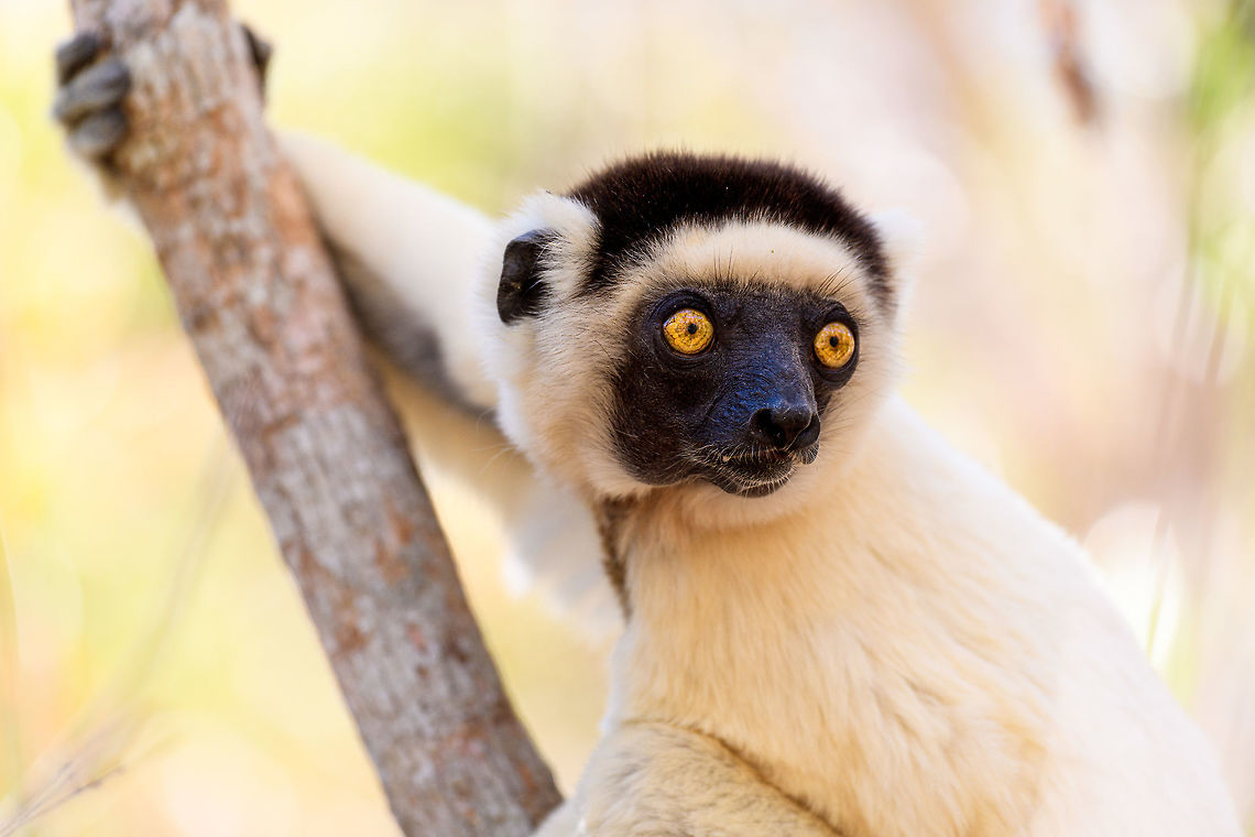 Verreaux's sifaka - closeup 1, Kirindy Reserve, Madagascar A few shots of the largest lemur species to be found in Kirindy Reserve, the Verreaux&#039;s sifaka. There are 9 species of Sifaka&#039;s (which are named after their call) in Madagascar, here&#039;s a useful map showing the distribution of them all:<br />
<a href="https://commons.wikimedia.org/wiki/File:Propithecus_species_IUCN_range_map.svg" rel="nofollow">https://commons.wikimedia.org/wiki/File:Propithecus_species_IUCN_range_map.svg</a><br />
<br />
All species of Sifaka and threatened, mostly by habitat loss due to slash and burn agriculture. It&#039;s main natural enemy is the Fossa. <br />
<br />
In behavior, by day this is a slow, inactive herbivore. Their life consists of lazily sitting in trees whilst slowly chewing leafs, after which they take a giant rest from that effort.<br />
<br />
One thing they are known for is their weird locomotion at ground level where due to their feet being optimized for life in the trees, they can&#039;t really walk or run, instead they hop sideways:<br />
<section class="video"><iframe width="448" height="282" src="https://www.youtube-nocookie.com/embed/8RiZElNNpAY?hd=1&autoplay=0&rel=0" frameborder="0" allowfullscreen></iframe></section><br />
<figure class="photo"><a href="https://www.jungledragon.com/image/83136/verreauxs_sifaka_kirindy_reserve_madagascar.html" title="Verreaux&#039;s sifaka, Kirindy Reserve, Madagascar"><img src="https://s3.amazonaws.com/media.jungledragon.com/images/2/83136_thumb.jpg?AWSAccessKeyId=05GMT0V3GWVNE7GGM1R2&Expires=1759968010&Signature=aMmDW%2B74c%2BPEKvXyObDTLzL2Hkk%3D" width="200" height="134" alt="Verreaux&#039;s sifaka, Kirindy Reserve, Madagascar A few shots of the largest lemur species to be found in Kirindy Reserve, the Verreaux&#039;s sifaka. There are 9 species of Sifaka&#039;s (which are named after their call) in Madagascar, here&#039;s a useful map showing the distribution of them all:<br />
https://commons.wikimedia.org/wiki/File:Propithecus_species_IUCN_range_map.svg<br />
<br />
All species of Sifaka and threatened, mostly by habitat loss due to slash and burn agriculture. It&#039;s main natural enemy is the Fossa. <br />
<br />
In behavior, by day this is a slow, inactive herbivore. Their life consists of lazily sitting in trees whilst slowly chewing leafs, after which they take a giant rest from that effort.<br />
<br />
One thing they are known for is their weird locomotion at ground level where due to their feet being optimized for life in the trees, they can&#039;t really walk or run, instead they hop sideways:<br />
https://www.youtube.com/watch?v=8RiZElNNpAY<br />
https://www.jungledragon.com/image/83132/verreauxs_sifaka_-_wide_eyes_kirindy_reserve_madagascar.html<br />
https://www.jungledragon.com/image/83135/verreauxs_sifaka_-_closeup_1_kirindy_reserve_madagascar.html<br />
https://www.jungledragon.com/image/83133/verreauxs_sifaka_-_closeup_2_kirindy_reserve_madagascar.html<br />
https://www.jungledragon.com/image/83134/verreauxs_sifaka_-_closeup_3_kirindy_reserve_madagascar.html Africa,Geotagged,Kirindy Reserve,Madagascar,Madagascar 2019,Propithecus verreauxi,Verreauxs sifaka,Winter,World" /></a></figure><br />
<figure class="photo"><a href="https://www.jungledragon.com/image/83132/verreauxs_sifaka_-_wide_eyes_kirindy_reserve_madagascar.html" title="Verreaux&#039;s sifaka - wide eyes, Kirindy Reserve, Madagascar"><img src="https://s3.amazonaws.com/media.jungledragon.com/images/2/83132_thumb.jpg?AWSAccessKeyId=05GMT0V3GWVNE7GGM1R2&Expires=1759968010&Signature=tY82aiGhkPIBhCW%2BDm7g%2B5KdIPI%3D" width="200" height="134" alt="Verreaux&#039;s sifaka - wide eyes, Kirindy Reserve, Madagascar A few shots of the largest lemur species to be found in Kirindy Reserve, the Verreaux&#039;s sifaka. There are 9 species of Sifaka&#039;s (which are named after their call) in Madagascar, here&#039;s a useful map showing the distribution of them all:<br />
https://commons.wikimedia.org/wiki/File:Propithecus_species_IUCN_range_map.svg<br />
<br />
All species of Sifaka and threatened, mostly by habitat loss due to slash and burn agriculture. It&#039;s main natural enemy is the Fossa. <br />
<br />
In behavior, by day this is a slow, inactive herbivore. Their life consists of lazily sitting in trees whilst slowly chewing leafs, after which they take a giant rest from that effort.<br />
<br />
One thing they are known for is their weird locomotion at ground level where due to their feet being optimized for life in the trees, they can&#039;t really walk or run, instead they hop sideways:<br />
https://www.youtube.com/watch?v=8RiZElNNpAY<br />
https://www.jungledragon.com/image/83136/verreauxs_sifaka_kirindy_reserve_madagascar.html<br />
https://www.jungledragon.com/image/83135/verreauxs_sifaka_-_closeup_1_kirindy_reserve_madagascar.html<br />
https://www.jungledragon.com/image/83133/verreauxs_sifaka_-_closeup_2_kirindy_reserve_madagascar.html<br />
https://www.jungledragon.com/image/83134/verreauxs_sifaka_-_closeup_3_kirindy_reserve_madagascar.html Africa,Geotagged,Kirindy Reserve,Madagascar,Madagascar 2019,Propithecus verreauxi,Verreauxs sifaka,Winter,World" /></a></figure><br />
<figure class="photo"><a href="https://www.jungledragon.com/image/83133/verreauxs_sifaka_-_closeup_2_kirindy_reserve_madagascar.html" title="Verreaux&#039;s sifaka - closeup 2, Kirindy Reserve, Madagascar"><img src="https://s3.amazonaws.com/media.jungledragon.com/images/2/83133_thumb.jpg?AWSAccessKeyId=05GMT0V3GWVNE7GGM1R2&Expires=1759968010&Signature=6jcmEZPJcPaps3arFF1sR0jDq%2B4%3D" width="200" height="148" alt="Verreaux&#039;s sifaka - closeup 2, Kirindy Reserve, Madagascar A few shots of the largest lemur species to be found in Kirindy Reserve, the Verreaux&#039;s sifaka. There are 9 species of Sifaka&#039;s (which are named after their call) in Madagascar, here&#039;s a useful map showing the distribution of them all:<br />
https://commons.wikimedia.org/wiki/File:Propithecus_species_IUCN_range_map.svg<br />
<br />
All species of Sifaka and threatened, mostly by habitat loss due to slash and burn agriculture. It&#039;s main natural enemy is the Fossa. <br />
<br />
In behavior, by day this is a slow, inactive herbivore. Their life consists of lazily sitting in trees whilst slowly chewing leafs, after which they take a giant rest from that effort.<br />
<br />
One thing they are known for is their weird locomotion at ground level where due to their feet being optimized for life in the trees, they can&#039;t really walk or run, instead they hop sideways:<br />
https://www.youtube.com/watch?v=8RiZElNNpAY<br />
https://www.jungledragon.com/image/83136/verreauxs_sifaka_kirindy_reserve_madagascar.html<br />
https://www.jungledragon.com/image/83132/verreauxs_sifaka_-_wide_eyes_kirindy_reserve_madagascar.html<br />
https://www.jungledragon.com/image/83135/verreauxs_sifaka_-_closeup_1_kirindy_reserve_madagascar.html<br />
https://www.jungledragon.com/image/83134/verreauxs_sifaka_-_closeup_3_kirindy_reserve_madagascar.html Africa,Geotagged,Kirindy Reserve,Madagascar,Madagascar 2019,Propithecus verreauxi,Verreauxs sifaka,Winter,World" /></a></figure><br />
<figure class="photo"><a href="https://www.jungledragon.com/image/83134/verreauxs_sifaka_-_closeup_3_kirindy_reserve_madagascar.html" title="Verreaux&#039;s sifaka - closeup 3, Kirindy Reserve, Madagascar"><img src="https://s3.amazonaws.com/media.jungledragon.com/images/2/83134_thumb.jpg?AWSAccessKeyId=05GMT0V3GWVNE7GGM1R2&Expires=1759968010&Signature=zUKWvHO1TQ%2BH6LvWGLjn3c%2BJz2o%3D" width="200" height="134" alt="Verreaux&#039;s sifaka - closeup 3, Kirindy Reserve, Madagascar A few shots of the largest lemur species to be found in Kirindy Reserve, the Verreaux&#039;s sifaka. There are 9 species of Sifaka&#039;s (which are named after their call) in Madagascar, here&#039;s a useful map showing the distribution of them all:<br />
https://commons.wikimedia.org/wiki/File:Propithecus_species_IUCN_range_map.svg<br />
<br />
All species of Sifaka and threatened, mostly by habitat loss due to slash and burn agriculture. It&#039;s main natural enemy is the Fossa. <br />
<br />
In behavior, by day this is a slow, inactive herbivore. Their life consists of lazily sitting in trees whilst slowly chewing leafs, after which they take a giant rest from that effort.<br />
<br />
One thing they are known for is their weird locomotion at ground level where due to their feet being optimized for life in the trees, they can&#039;t really walk or run, instead they hop sideways:<br />
https://www.youtube.com/watch?v=8RiZElNNpAY<br />
https://www.jungledragon.com/image/83136/verreauxs_sifaka_kirindy_reserve_madagascar.html<br />
https://www.jungledragon.com/image/83132/verreauxs_sifaka_-_wide_eyes_kirindy_reserve_madagascar.html<br />
https://www.jungledragon.com/image/83135/verreauxs_sifaka_-_closeup_1_kirindy_reserve_madagascar.html<br />
https://www.jungledragon.com/image/83133/verreauxs_sifaka_-_closeup_2_kirindy_reserve_madagascar.html Africa,Geotagged,Kirindy Reserve,Madagascar,Madagascar 2019,Propithecus verreauxi,Verreauxs sifaka,Winter,World" /></a></figure> Africa,Geotagged,Kirindy Reserve,Madagascar,Madagascar 2019,Propithecus verreauxi,Verreauxs sifaka,Winter,World