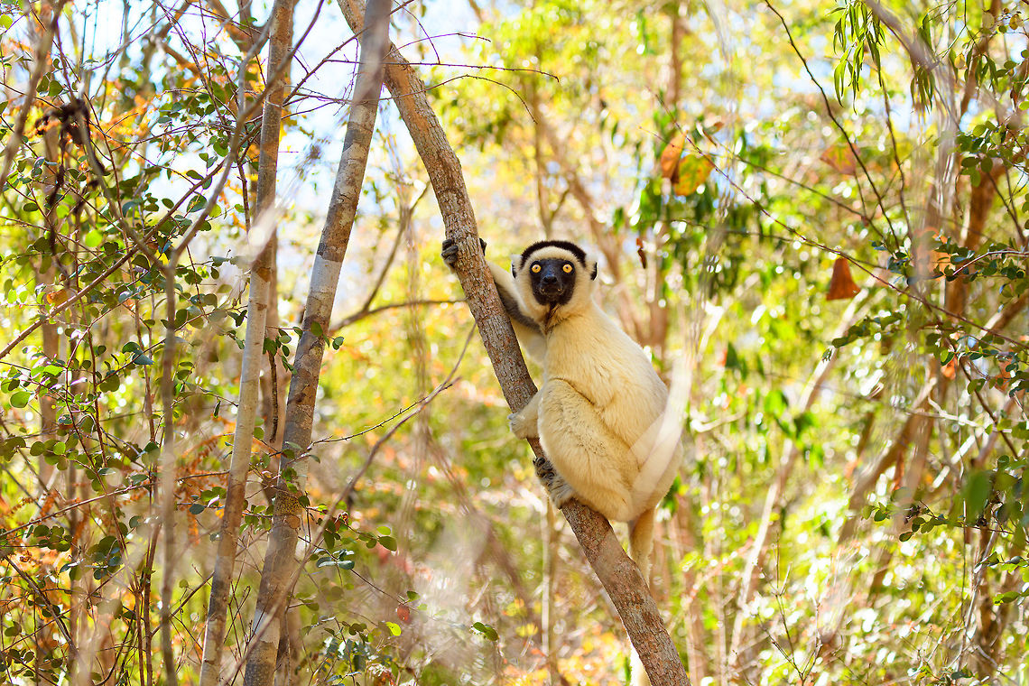 Verreaux's sifaka, Kirindy Reserve, Madagascar A few shots of the largest lemur species to be found in Kirindy Reserve, the Verreaux&#039;s sifaka. There are 9 species of Sifaka&#039;s (which are named after their call) in Madagascar, here&#039;s a useful map showing the distribution of them all:<br />
<a href="https://commons.wikimedia.org/wiki/File:Propithecus_species_IUCN_range_map.svg" rel="nofollow">https://commons.wikimedia.org/wiki/File:Propithecus_species_IUCN_range_map.svg</a><br />
<br />
All species of Sifaka and threatened, mostly by habitat loss due to slash and burn agriculture. It&#039;s main natural enemy is the Fossa. <br />
<br />
In behavior, by day this is a slow, inactive herbivore. Their life consists of lazily sitting in trees whilst slowly chewing leafs, after which they take a giant rest from that effort.<br />
<br />
One thing they are known for is their weird locomotion at ground level where due to their feet being optimized for life in the trees, they can&#039;t really walk or run, instead they hop sideways:<br />
<section class="video"><iframe width="448" height="282" src="https://www.youtube-nocookie.com/embed/8RiZElNNpAY?hd=1&autoplay=0&rel=0" frameborder="0" allowfullscreen></iframe></section><br />
<figure class="photo"><a href="https://www.jungledragon.com/image/83132/verreauxs_sifaka_-_wide_eyes_kirindy_reserve_madagascar.html" title="Verreaux&#039;s sifaka - wide eyes, Kirindy Reserve, Madagascar"><img src="https://s3.amazonaws.com/media.jungledragon.com/images/2/83132_thumb.jpg?AWSAccessKeyId=05GMT0V3GWVNE7GGM1R2&Expires=1767225610&Signature=R0kJcGKICFS8Smd8YjZno8rG%2BoE%3D" width="200" height="134" alt="Verreaux&#039;s sifaka - wide eyes, Kirindy Reserve, Madagascar A few shots of the largest lemur species to be found in Kirindy Reserve, the Verreaux&#039;s sifaka. There are 9 species of Sifaka&#039;s (which are named after their call) in Madagascar, here&#039;s a useful map showing the distribution of them all:<br />
https://commons.wikimedia.org/wiki/File:Propithecus_species_IUCN_range_map.svg<br />
<br />
All species of Sifaka and threatened, mostly by habitat loss due to slash and burn agriculture. It&#039;s main natural enemy is the Fossa. <br />
<br />
In behavior, by day this is a slow, inactive herbivore. Their life consists of lazily sitting in trees whilst slowly chewing leafs, after which they take a giant rest from that effort.<br />
<br />
One thing they are known for is their weird locomotion at ground level where due to their feet being optimized for life in the trees, they can&#039;t really walk or run, instead they hop sideways:<br />
https://www.youtube.com/watch?v=8RiZElNNpAY<br />
https://www.jungledragon.com/image/83136/verreauxs_sifaka_kirindy_reserve_madagascar.html<br />
https://www.jungledragon.com/image/83135/verreauxs_sifaka_-_closeup_1_kirindy_reserve_madagascar.html<br />
https://www.jungledragon.com/image/83133/verreauxs_sifaka_-_closeup_2_kirindy_reserve_madagascar.html<br />
https://www.jungledragon.com/image/83134/verreauxs_sifaka_-_closeup_3_kirindy_reserve_madagascar.html Africa,Geotagged,Kirindy Reserve,Madagascar,Madagascar 2019,Propithecus verreauxi,Verreauxs sifaka,Winter,World" /></a></figure><br />
<figure class="photo"><a href="https://www.jungledragon.com/image/83135/verreauxs_sifaka_-_closeup_1_kirindy_reserve_madagascar.html" title="Verreaux&#039;s sifaka - closeup 1, Kirindy Reserve, Madagascar"><img src="https://s3.amazonaws.com/media.jungledragon.com/images/2/83135_thumb.jpg?AWSAccessKeyId=05GMT0V3GWVNE7GGM1R2&Expires=1767225610&Signature=JL4DgHaTdV6vultF3iRuXYVoWmw%3D" width="200" height="134" alt="Verreaux&#039;s sifaka - closeup 1, Kirindy Reserve, Madagascar A few shots of the largest lemur species to be found in Kirindy Reserve, the Verreaux&#039;s sifaka. There are 9 species of Sifaka&#039;s (which are named after their call) in Madagascar, here&#039;s a useful map showing the distribution of them all:<br />
https://commons.wikimedia.org/wiki/File:Propithecus_species_IUCN_range_map.svg<br />
<br />
All species of Sifaka and threatened, mostly by habitat loss due to slash and burn agriculture. It&#039;s main natural enemy is the Fossa. <br />
<br />
In behavior, by day this is a slow, inactive herbivore. Their life consists of lazily sitting in trees whilst slowly chewing leafs, after which they take a giant rest from that effort.<br />
<br />
One thing they are known for is their weird locomotion at ground level where due to their feet being optimized for life in the trees, they can&#039;t really walk or run, instead they hop sideways:<br />
https://www.youtube.com/watch?v=8RiZElNNpAY<br />
https://www.jungledragon.com/image/83136/verreauxs_sifaka_kirindy_reserve_madagascar.html<br />
https://www.jungledragon.com/image/83132/verreauxs_sifaka_-_wide_eyes_kirindy_reserve_madagascar.html<br />
https://www.jungledragon.com/image/83133/verreauxs_sifaka_-_closeup_2_kirindy_reserve_madagascar.html<br />
https://www.jungledragon.com/image/83134/verreauxs_sifaka_-_closeup_3_kirindy_reserve_madagascar.html Africa,Geotagged,Kirindy Reserve,Madagascar,Madagascar 2019,Propithecus verreauxi,Verreauxs sifaka,Winter,World" /></a></figure><br />
<figure class="photo"><a href="https://www.jungledragon.com/image/83133/verreauxs_sifaka_-_closeup_2_kirindy_reserve_madagascar.html" title="Verreaux&#039;s sifaka - closeup 2, Kirindy Reserve, Madagascar"><img src="https://s3.amazonaws.com/media.jungledragon.com/images/2/83133_thumb.jpg?AWSAccessKeyId=05GMT0V3GWVNE7GGM1R2&Expires=1767225610&Signature=VZkbwX1SlWlbd8ipkGJ1GhNoIT0%3D" width="200" height="148" alt="Verreaux&#039;s sifaka - closeup 2, Kirindy Reserve, Madagascar A few shots of the largest lemur species to be found in Kirindy Reserve, the Verreaux&#039;s sifaka. There are 9 species of Sifaka&#039;s (which are named after their call) in Madagascar, here&#039;s a useful map showing the distribution of them all:<br />
https://commons.wikimedia.org/wiki/File:Propithecus_species_IUCN_range_map.svg<br />
<br />
All species of Sifaka and threatened, mostly by habitat loss due to slash and burn agriculture. It&#039;s main natural enemy is the Fossa. <br />
<br />
In behavior, by day this is a slow, inactive herbivore. Their life consists of lazily sitting in trees whilst slowly chewing leafs, after which they take a giant rest from that effort.<br />
<br />
One thing they are known for is their weird locomotion at ground level where due to their feet being optimized for life in the trees, they can&#039;t really walk or run, instead they hop sideways:<br />
https://www.youtube.com/watch?v=8RiZElNNpAY<br />
https://www.jungledragon.com/image/83136/verreauxs_sifaka_kirindy_reserve_madagascar.html<br />
https://www.jungledragon.com/image/83132/verreauxs_sifaka_-_wide_eyes_kirindy_reserve_madagascar.html<br />
https://www.jungledragon.com/image/83135/verreauxs_sifaka_-_closeup_1_kirindy_reserve_madagascar.html<br />
https://www.jungledragon.com/image/83134/verreauxs_sifaka_-_closeup_3_kirindy_reserve_madagascar.html Africa,Geotagged,Kirindy Reserve,Madagascar,Madagascar 2019,Propithecus verreauxi,Verreauxs sifaka,Winter,World" /></a></figure><br />
<figure class="photo"><a href="https://www.jungledragon.com/image/83134/verreauxs_sifaka_-_closeup_3_kirindy_reserve_madagascar.html" title="Verreaux&#039;s sifaka - closeup 3, Kirindy Reserve, Madagascar"><img src="https://s3.amazonaws.com/media.jungledragon.com/images/2/83134_thumb.jpg?AWSAccessKeyId=05GMT0V3GWVNE7GGM1R2&Expires=1767225610&Signature=zcA4p5TyAHabk7%2BIU8Ngf46AwwE%3D" width="200" height="134" alt="Verreaux&#039;s sifaka - closeup 3, Kirindy Reserve, Madagascar A few shots of the largest lemur species to be found in Kirindy Reserve, the Verreaux&#039;s sifaka. There are 9 species of Sifaka&#039;s (which are named after their call) in Madagascar, here&#039;s a useful map showing the distribution of them all:<br />
https://commons.wikimedia.org/wiki/File:Propithecus_species_IUCN_range_map.svg<br />
<br />
All species of Sifaka and threatened, mostly by habitat loss due to slash and burn agriculture. It&#039;s main natural enemy is the Fossa. <br />
<br />
In behavior, by day this is a slow, inactive herbivore. Their life consists of lazily sitting in trees whilst slowly chewing leafs, after which they take a giant rest from that effort.<br />
<br />
One thing they are known for is their weird locomotion at ground level where due to their feet being optimized for life in the trees, they can&#039;t really walk or run, instead they hop sideways:<br />
https://www.youtube.com/watch?v=8RiZElNNpAY<br />
https://www.jungledragon.com/image/83136/verreauxs_sifaka_kirindy_reserve_madagascar.html<br />
https://www.jungledragon.com/image/83132/verreauxs_sifaka_-_wide_eyes_kirindy_reserve_madagascar.html<br />
https://www.jungledragon.com/image/83135/verreauxs_sifaka_-_closeup_1_kirindy_reserve_madagascar.html<br />
https://www.jungledragon.com/image/83133/verreauxs_sifaka_-_closeup_2_kirindy_reserve_madagascar.html Africa,Geotagged,Kirindy Reserve,Madagascar,Madagascar 2019,Propithecus verreauxi,Verreauxs sifaka,Winter,World" /></a></figure> Africa,Geotagged,Kirindy Reserve,Madagascar,Madagascar 2019,Propithecus verreauxi,Verreauxs sifaka,Winter,World