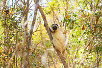 Verreaux's sifaka, Kirindy Reserve, Madagascar A few shots of the largest lemur species to be found in Kirindy Reserve, the Verreaux's sifaka. There are 9 species of Sifaka's (which are named after their call) in Madagascar, here's a useful map showing the distribution of them all:<br />
https://commons.wikimedia.org/wiki/File:Propithecus_species_IUCN_range_map.svg<br />
<br />
All species of Sifaka and threatened, mostly by habitat loss due to slash and burn agriculture. It's main natural enemy is the Fossa. <br />
<br />
In behavior, by day this is a slow, inactive herbivore. Their life consists of lazily sitting in trees whilst slowly chewing leafs, after which they take a giant rest from that effort.<br />
<br />
One thing they are known for is their weird locomotion at ground level where due to their feet being optimized for life in the trees, they can't really walk or run, instead they hop sideways:<br />
https://www.youtube.com/watch?v=8RiZElNNpAY<br />
https://www.jungledragon.com/image/83132/verreauxs_sifaka_-_wide_eyes_kirindy_reserve_madagascar.html<br />
https://www.jungledragon.com/image/83135/verreauxs_sifaka_-_closeup_1_kirindy_reserve_madagascar.html<br />
https://www.jungledragon.com/image/83133/verreauxs_sifaka_-_closeup_2_kirindy_reserve_madagascar.html<br />
https://www.jungledragon.com/image/83134/verreauxs_sifaka_-_closeup_3_kirindy_reserve_madagascar.html Africa,Geotagged,Kirindy Reserve,Madagascar,Madagascar 2019,Propithecus verreauxi,Verreauxs sifaka,Winter,World