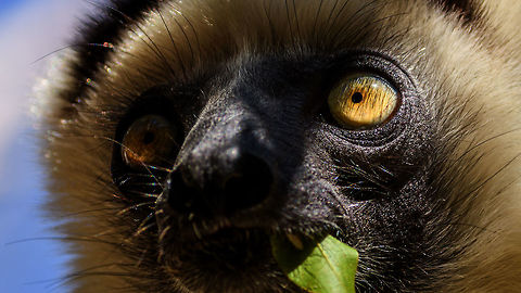 Verreaux's sifaka - face, Kirindy Reserve, Madagascar A spectacular action moment of a Verreaux's Sifaka chewing a leaf. Amazingly, this animal manages to upkeep this pace for most of the day, in between its 3 hour breaks.
https://www.jungledragon.com/image/83139/verreauxs_sifaka_-_full_body_kirindy_reserve_madagascar.html
https://www.jungledragon.com/image/83138/verreauxs_sifaka_-_chewing_kirindy_reserve_madagascar.html Africa,Geotagged,Kirindy Reserve,Madagascar,Madagascar 2019,Propithecus verreauxi,Verreauxs sifaka,Winter,World
