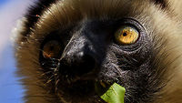 Verreaux's sifaka - face, Kirindy Reserve, Madagascar A spectacular action moment of a Verreaux's Sifaka chewing a leaf. Amazingly, this animal manages to upkeep this pace for most of the day, in between its 3 hour breaks.<br />
https://www.jungledragon.com/image/83139/verreauxs_sifaka_-_full_body_kirindy_reserve_madagascar.html<br />
https://www.jungledragon.com/image/83138/verreauxs_sifaka_-_chewing_kirindy_reserve_madagascar.html Africa,Geotagged,Kirindy Reserve,Madagascar,Madagascar 2019,Propithecus verreauxi,Verreauxs sifaka,Winter,World