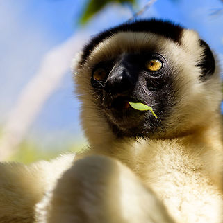 Verreaux's sifaka - chewing, Kirindy Reserve, Madagascar A spectacular action moment of a Verreaux's Sifaka chewing a leaf. Amazingly, this animal manages to upkeep this pace for most of the day, in between its 3 hour breaks.
https://www.jungledragon.com/image/83139/verreauxs_sifaka_-_full_body_kirindy_reserve_madagascar.html
https://www.jungledragon.com/image/83137/verreauxs_sifaka_-_face_kirindy_reserve_madagascar.html Africa,Geotagged,Kirindy Reserve,Madagascar,Madagascar 2019,Propithecus verreauxi,Verreauxs sifaka,Winter,World