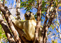 Verreaux's sifaka - full body, Kirindy Reserve, Madagascar A spectacular action moment of a Verreaux's Sifaka chewing a leaf. Amazingly, this animal manages to upkeep this pace for most of the day, in between its 3 hour breaks.<br />
https://www.jungledragon.com/image/83138/verreauxs_sifaka_-_chewing_kirindy_reserve_madagascar.html<br />
https://www.jungledragon.com/image/83137/verreauxs_sifaka_-_face_kirindy_reserve_madagascar.html Africa,Geotagged,Kirindy Reserve,Madagascar,Madagascar 2019,Propithecus verreauxi,Verreauxs sifaka,Winter,World